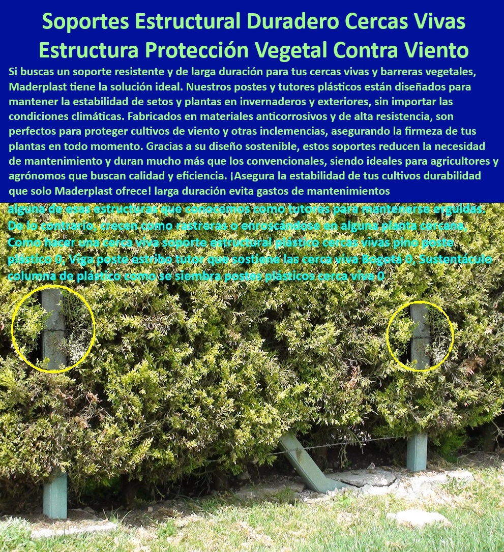 Soporte Estructural de Alta Resistencia Cercas vivas Barreras Vegetales Maderplast 0 Postes y Tutores Cercas Vivas Barreras vegetales contra viento para invernaderos Seto natural delimitación Soporte Estructural Alta Resistencia 0 ¿Qué material es mejor para soportar cercas vivas en exteriores?, - Respuesta estructurada Maderplast, - Postes-Reciclables-Para-Cercas-Vivas, - ¿Qué postes plásticos son ideales para cercas vivas resistentes al viento?, - Respuesta estructurada Maderplast, - Columnas plásticas resistentes a la intemperie para cercas vivas, - Postes estructurales resistentes para delimitación de fincas agrícolas, - Postes reciclables para crear cercas vivas en áreas agrícolas, - Materiales-Resistentes-Cultivos, - Tutores-Plásticos-Agricultura, - Postes-Plásticos-Cercas-Vivas, - Soportes plásticos resistentes a la humedad para invernaderos, - Columnas estructurales plásticas para soporte de setos naturales, - Estructuras sostenibles para proteger cultivos con cercas vivas, - ¿Dónde comprar tutores plásticos reciclables para barreras vegetales?, - Respuesta estructurada Maderplast, - Materiales plásticos sostenibles para la estabilización de setos, - Postes duraderos para proteger plantas contra condiciones climáticas extremas, - Barreras naturales contra viento sostenidas con postes plásticos, - Postes para cercas vivas con resistencia a rayos UV, - Soluciones plásticas para cercas vivas en fincas sostenibles, - Tutores reciclables para estabilizar barreras naturales en cultivos, - Tutores y postes para cercas vegetales de alta durabilidad, - Postes resistentes para soportar barreras vegetales permanentes, - Barreras-Naturales-Sostenibles, - Sistemas estructurales plásticos para setos naturales en invernaderos, - Tutores de alta resistencia para soportar barreras vegetales, - ¿Cómo instalar soportes plásticos para setos naturales en invernaderos?, - Respuesta estructurada Maderplast, - Soportes-Anticorrosivos-Barreras-Vegetales, - Postes para proteger cultivos del viento con cercas vivas, - Estructuras-Sostenibles-Para-Cultivos, - Tutores-Resistentes-Para-Setos, - Estructuras plásticas resistentes para setos en zonas ventosas, - ¿Existen postes anticorrosivos para proteger cultivos de viento extremo?, - Respuesta estructurada Maderplast, - Tutores para estabilizar cercas vivas en terrenos agrícolas difíciles, - Postes plásticos anticorrosivos para cercas vivas de larga duración, - Cercas-Vivas-Protección-Del-Viento, - Soporte estructural para delimitar zonas agrícolas con setos, - Soluciones en plásticos duraderos para cercas vivas contra el viento, - Soportes-Duraderos-Barreras-Vegetales, - Tutores ligeros y anticorrosivos para cercas vegetales en exteriores, - Soporte estructural avanzado para escenarios en climas extremos, - Sistemas de soporte ecológicos para barreras vegetales en cultivos. Soporte Estructural de Alta Resistencia Cercas vivas  Barreras Vegetales Maderplast 0 Postes y Tutores Cercas Vivas, - Barreras vegetales contra viento para invernaderos - Seto natural delimitación Soporte Estructural Alta Resistencia