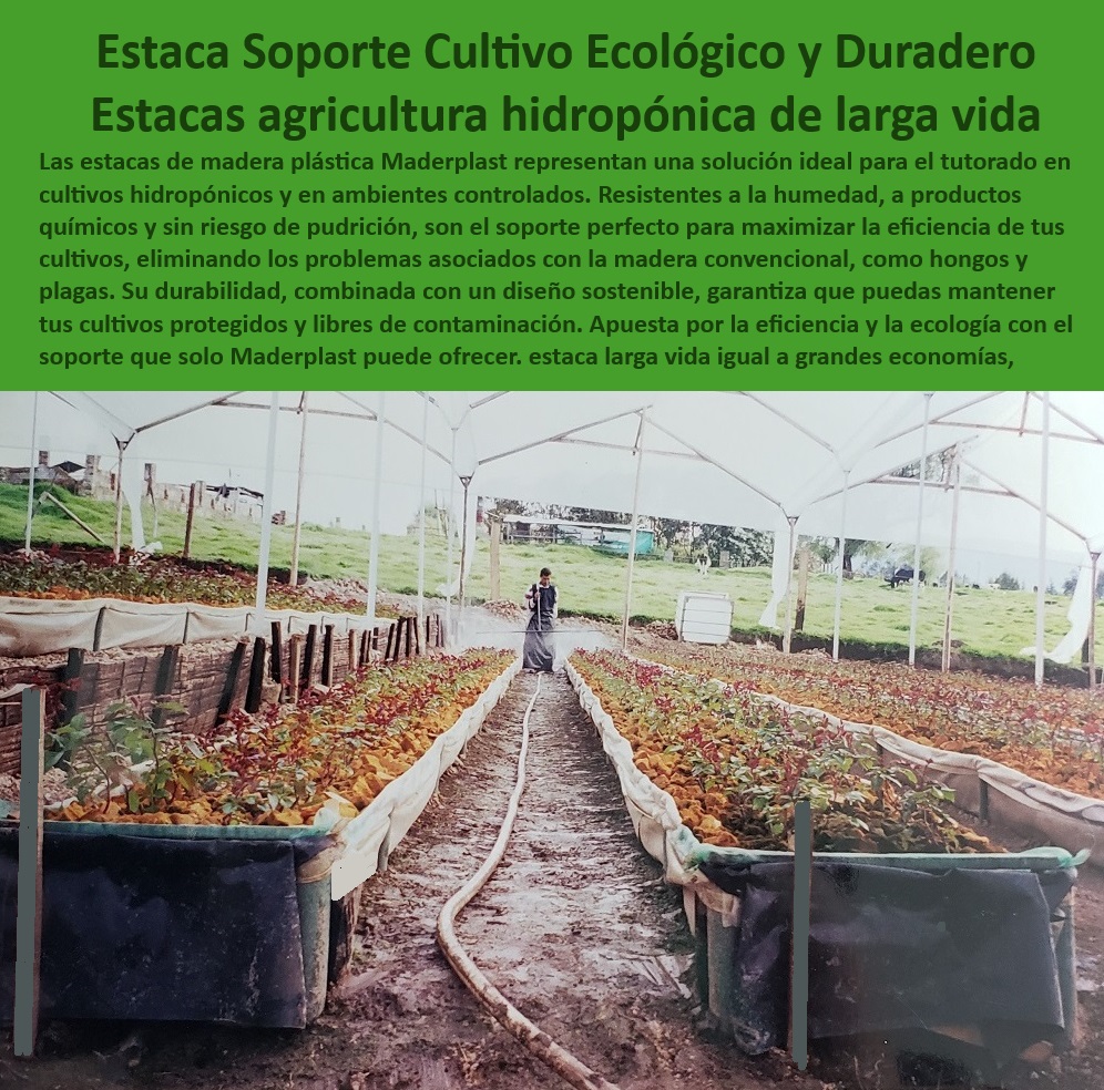 Tutorado Soporte Cultivos Hidropónico Estacas de madera plástica Maderplast 0 Estacas ecológicas para ambientes controlados Estacas de bajo impacto ambiental hidroponía Estructurados Estacas Maderplast con resistencia química  -Soportes-Ecológicos-Hidroponía, - Soportes anticorrosivos para invernaderos y sistemas hidropónicos, - Soportes-Para-Ambientes-Controlados, - Soportes robustos para cultivos en ambientes controlados, - Estacas agrícolas sostenibles con alta resistencia a la humedad, - ¿Cuáles son las mejores estacas para agricultura hidropónica sostenible?, - Respuesta estructurada Maderplast, - Respuesta estructurada Maderplast, - Estacas agrícolas que eliminan problemas asociados a la madera, - Estacas plásticas resistentes a plagas y químicos agrícolas, - Materiales-Sostenibles-Agrícolas, - ¿Qué ventajas tienen las estacas plásticas en agricultura moderna?, - Respuesta estructurada Maderplast, - Respuestas de Maderplast a sus preguntas  ¿Qué sistemas de tutorado son ideales para cultivos sin suelo?, - Respuesta estructurada Maderplast, - Respuestas de Maderplast a sus preguntas  ¿Dónde comprar soportes agrícolas resistentes a químicos y humedad?, - Respuesta estructurada Maderplast, - Estacas agrícolas ecológicas para cultivos hidropónicos sostenibles, - Sistemas plásticos anticorrosivos para hidroponía eficiente, - Soluciones agrícolas ecológicas para cultivos en ambientes húmedos, - Estacas agrícolas fabricadas con materiales reciclados, - Sistemas-Duraderos-Humedad, - Sistemas de soporte agrícola para producción eficiente y segura, - Agricultura-Tecnificada-Segura, - Sistemas-Eficientes-Cultivos, - Soluciones de agricultura moderna con estacas resistentes, - Sistemas agrícolas con estacas plásticas de larga durabilidad, - Estacas-Ecológicas-Hidroponía, - Sistemas de soporte para agricultura en ambientes controlados, - Soportes-Agrícolas-Sostenibles, - Estacas de bajo mantenimiento para agricultura tecnificada, - Estacas-Antiplagas-Hidroponía, - Estacas-Hidropónicas-Anticorrosivas, - Sistemas de soporte agrícola libres de humedad y deterioro, - Estacas agrícolas certificadas para ambientes controlados y seguros, - Soluciones agrícolas con soporte de larga vida útil, - Soportes plásticos agrícolas para cultivos hidropónicos avanzados, - Tutorados agrícolas resistentes a rayos UV y condiciones extremas, - Estacas anticorrosivas para agricultura sostenible y tecnificada, - Tutorados ecológicos que minimizan el impacto ambiental, - Sistemas sostenibles para cultivos hidropónicos en invernaderos, - Tutorados duraderos para cultivos intensivos de larga duración, - Estacas certificadas para cultivos hidropónicos con alta eficiencia, - Materiales sostenibles para cultivos sin suelo en alta producción, - ¿Cómo elegir estacas duraderas para invernaderos tecnificados? Tutorado Soporte Cultivos Hidropónico Estacas de madera plástica Maderplast 0 Estacas ecológicas para ambientes controlados, - Estacas de bajo impacto ambiental hidroponía, - Estructurados Estacas Maderplast con resistencia química -
