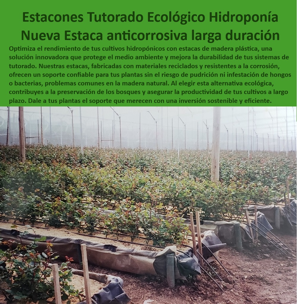 Tutorado Soporte Cultivos Hidropónico Estacas de madera plástica Maderplast 0 Estacas ergonómicas para instalación en hidroponía Soportes plásticos duraderos para invernaderos Estacas anticorrosivas para entornos de hidroponía  Estacas-Reciclables-Para-Cultivos, - 5 Consultas de búsqueda por voz:, - Soportes agrícolas con protección UV para invernaderos, - Tutores plásticos reciclables para agricultura sostenible, - ¿Dónde encontrar estacas de madera plástica reciclable para cultivos?, - Respuesta estructurada Maderplast, - Respuesta estructurada Maderplast, - Respuestas de Maderplast a sus preguntas  ¿Cuáles son las estacas más duraderas para hidroponía?, - Respuesta estructurada Maderplast, - Tutores agrícolas seguros y eficientes para grandes cultivos, - Estacas libres de mantenimiento para cultivos hidropónicos, - Soportes plásticos de larga duración para cultivo protegidos, - Estacas plásticas ergonómicas para instalación en hidroponía, - Estacas agrícolas diseñadas para maximizar la productividad, - Agricultura-Sostenible-Sin-Mantenimiento, - ¿Dónde comprar estacas plásticas anticorrosivas para invernaderos?, - Respuesta estructurada Maderplast, - Soportes plásticos resistentes para invernaderos, - Estacas de madera plástica para agricultura sostenible, - Estacas-Anticorrosión-Hidroponía, - Estacas anticorrosivas para cultivos hidropónicos, - Sistemas de tutorado ecológico para hidroponía, - Estacas-Plásticas-Para-Invernaderos, - Soluciones-Ecológicas-Hidroponía, - Tutores reciclables para sistemas de cultivo intensivo, - Sistemas-De-Tutorado-Ecológico, - Estacas certificadas para proyectos agrícolas productivos, - Tutorados-Agrícolas-Sostenibles, - Sistemas de soporte agrícolas certificados para cultivos de alta demanda, - Estacas higiénicas y resistentes para hidroponía avanzada, - Soportes para plantas en entornos de alta humedad, - Soportes-Resistentes-Para-Plantas, - Materiales ecológicos y reciclables para agricultura intensiva, - Estacas sin mantenimiento para entornos húmedos y corrosivos, - Cultivos-Con-Soporte-Tecnificado, - Materiales avanzados para soluciones agrícolas tecnificadas, - ¿Qué soluciones sostenibles existen para sistemas de tutorado agrícola?, - Respuesta estructurada Maderplast, - Materiales plásticos sostenibles para agricultura moderna, - ¿Qué soportes agrícolas son mejores para cultivos hidropónicos?, - Respuesta estructurada Maderplast, - Sistemas modulares de tutorado para cultivos en invernaderos, - Estacas resistentes al agua para sistemas hidropónicos, - Soportes-Agrícolas-Duraderos, - 10 Hashtags mejores con guión al medio:, - Soportes plásticos robustos para producción agrícola sostenible, - Tutores agrícolas duraderos para sistemas tecnificados, - Estacas anticorrosión para invernaderos tecnificados. Tutorado Soporte Cultivos Hidropónico Estacas de madera plástica Maderplast 0 Estacas ergonómicas para instalación en hidroponía, - Soportes plásticos duraderos para invernaderos, - Estacas anticorrosivas para entornos de hidroponía -