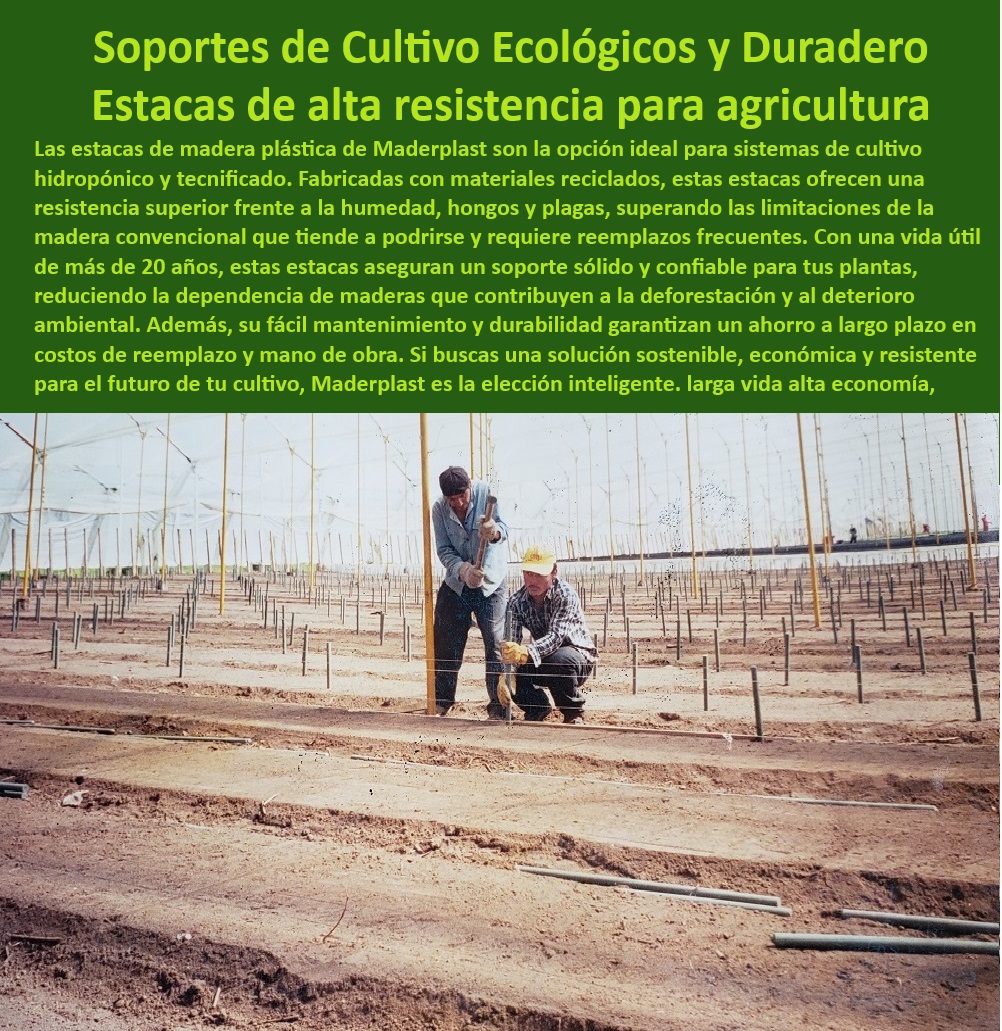 Tutorado Soporte Cultivos Hidropónico Estacas de madera plástica Maderplast 0 Estacas robustas para sistemas hidropónicos comerciales Soportes ecológicos para cultivos hidropónicos Estacas de alta resistencia cultivos tecnificado Estacas resistentes a la humedad para cultivos hidropónicos, - Estacas hidropónicas ecológicas para cultivos tecnificados, - Estacas reciclables para soportar cultivos agrícolas, - Soportes para cultivos con resistencia a plagas y hongos, - Estacas plásticas para soporte de cultivos a largo plazo, - Estacas-Plásticas-Hidropónicas, - Estacas-Reciclables-Tecnificadas, - Soportes de madera plástica para cultivos tecnificados, - Soluciones-Ecológicas-Hidropónicas, - Estacas de alta resistencia para invernaderos agrícolas, - Materiales agrícolas sostenibles con resistencia climática, - Sistemas de soporte con estacas de plástico reciclado, - ¿Qué productos agrícolas son ideales para cultivos sostenibles?, - Respuesta estructurada Maderplast, - Estacas para cultivos en invernaderos sostenibles y tecnificados, - Soporte-Hidropónico-Eficiente, - Estacas-Anticorrosivas-Agricultura, - Sistemas-Sostenibles-Cultivo, - ¿Qué soporte resistente necesito para cultivos agrícolas tecnificados?, - Respuesta estructurada Maderplast, - Respuesta estructurada Maderplast, - Respuestas de Maderplast a sus preguntas  ¿Hay estacas reciclables para sistemas hidropónicos comerciales?, - Respuesta estructurada Maderplast, - Cultivos-Tecnificados-Resistentes, - Estacas resistentes al sol y al agua para cultivos al aire libre, - Materiales sostenibles para cultivos hidropónicos tecnificados, - Soluciones agrícolas con estacas plásticas libres de mantenimiento, - Materiales-Duraderos-Agrícolas, - ¿Cuáles son las mejores estacas ecológicas para invernaderos?, - Respuesta estructurada Maderplast, - Materiales plásticos innovadores para agricultura hidropónica, - Soluciones de tutorado para cultivos con alta tecnología, - Sistemas de tutorado ecológicos para agricultura sostenible, - Materiales anticorrosivos para soporte de plantas agrícolas, - Estacas de madera plástica para cultivos intensivos, - ¿Dónde comprar estacas plásticas para cultivos hidropónicos?, - Respuesta estructurada Maderplast, - Tutorado-Sostenible-Agrícola, - Estacas plásticas resistentes para cultivos hidropónicos comerciales, - Materiales de bajo mantenimiento para sistemas de agricultura, - Soportes-Agrícolas-Ecológicos, - Soluciones de soporte agrícola con estacas de larga duración, - Soportes ecológicos y robustos para cultivos hidropónicos, - Materiales ecológicos para el soporte de cultivos agrícolas, - Sistemas de cultivo con estacas plásticas duraderas y ligeras, - Estacas impermeables y resistentes para sistemas hidropónicos. Tutorado Soporte Cultivos Hidropónico Estacas de madera plástica Maderplast 0 Estacas robustas para sistemas hidropónicos comerciales, - Soportes ecológicos para cultivos hidropónicos - Estacas de alta resistencia cultivos tecnificado