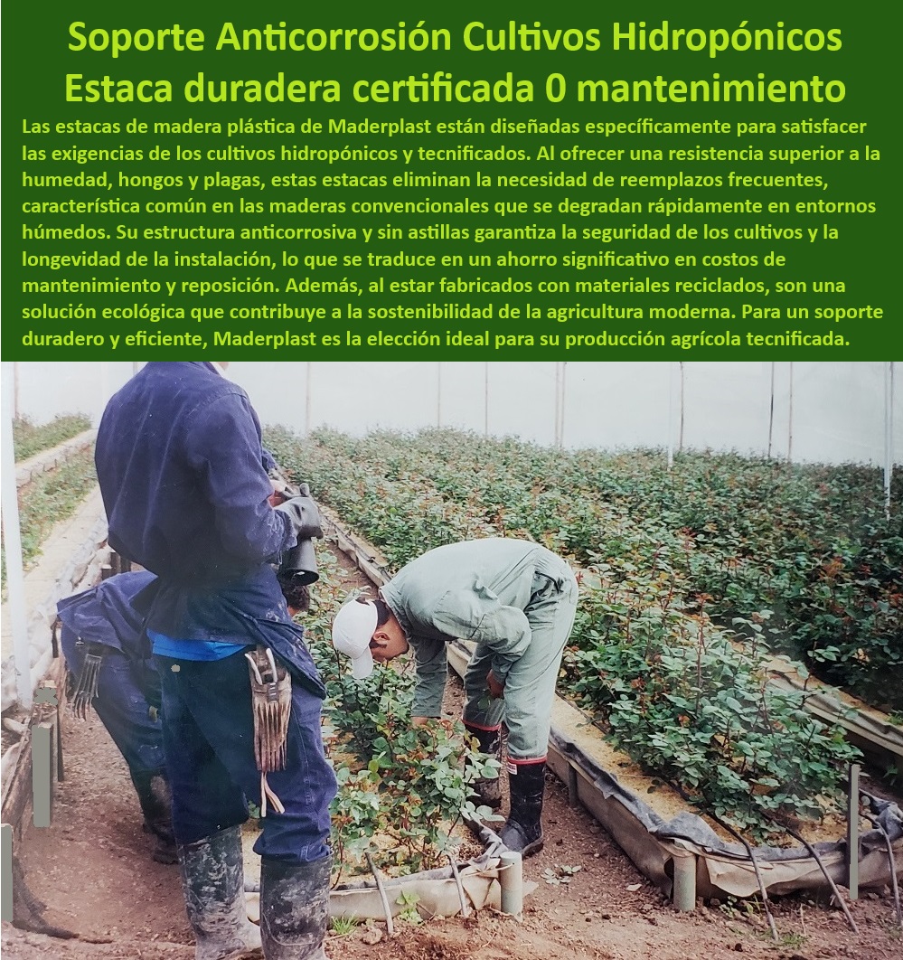 Tutorado Soporte Cultivos Hidropónico Estacas de madera plástica Maderplast 0 Estructuras de soporte sin mantenimiento agrícola Estacas certificadas para invernaderos y cultivos hidropónicos Estacas anticorrosión para cultivos  Estacas-Anticorrosivas-Hidroponía, - Cultivos-Hidroponía-Con-Soporte, - Soportes plásticos duraderos para invernaderos, - Estacas resistentes a hongos y plagas para cultivos, - Soportes-Resistentes-Agricultura-Moderna, - Estacas plásticas amigables con el medio ambiente, - ¿Dónde puedo comprar estacas agrícolas anticorrosivas?, - Respuesta estructurada Maderplast, - Respuesta estructurada Maderplast, - Materiales reciclables para invernaderos modernos, - Estacas libres de astillas y seguras para manejo agrícola, - Estacas anticorrosivas certificadas para hidroponía, - Sistemas de soporte para cultivos con protección UV, - Estacas agrícolas para entornos húmedos y corrosivos, - Tutores agrícolas diseñados para maximizar la producción, - ¿Qué materiales son mejores para invernaderos sostenibles?, - Respuesta estructurada Maderplast, - Sistemas de tutorado agrícola resistentes a climas extremos, - Tutorados-Agrícolas-Eficientes, - Soportes-Duraderos-Para-Agricultura, - Estacas plásticas libres de mantenimiento para cultivos, - Estacas-Plásticas-Sin-Mantenimiento, - Tutorados reciclables para proyectos agrícolas sostenibles, - Soluciones-Agrícolas-Ecológicas, - Soluciones anticorrosivas para producción agrícola tecnificada, - Sistemas de tutorado para cultivos hidropónicos tecnificados, - Sistemas de soporte agrícola con resistencia química, - Estacas-Seguras-Para-Invernaderos, - Estacas eficientes para cultivos hidropónicos de alta demanda, - Materiales sostenibles para cultivos hidropónicos avanzados, - Estacas de larga duración para invernaderos productivos, - Sistemas-Tutorado-Sostenibles, - Soportes agrícolas versátiles para cultivos intensivos, - Materiales innovadores para agricultura sin mantenimiento, - Soluciones agrícolas sin impacto ambiental negativo, - Estacas certificadas para proyectos de agricultura sostenible, - ¿Cuáles son los soportes más duraderos para cultivos hidropónicos?, - Respuesta estructurada Maderplast, - Respuestas de Maderplast a sus preguntas  ¿Qué opciones de tutorado agrícola son ecológicas y eficientes?, - Respuesta estructurada Maderplast, - Soportes ecológicos resistentes a la corrosión para plantas, - Estacas de madera plástica sin mantenimiento agrícola, - Soportes ergonómicos para plantas en hidroponía intensiva, - Materiales-Sostenibles-Para-Cultivos, - ¿Cómo elegir estacas de madera plástica para agricultura moderna? Tutorado Soporte Cultivos Hidropónico Estacas de madera plástica Maderplast 0 Estructuras de soporte sin mantenimiento agrícola, - Estacas certificadas para invernaderos y cultivos hidropónicos - Estacas anticorrosión para cultivos -