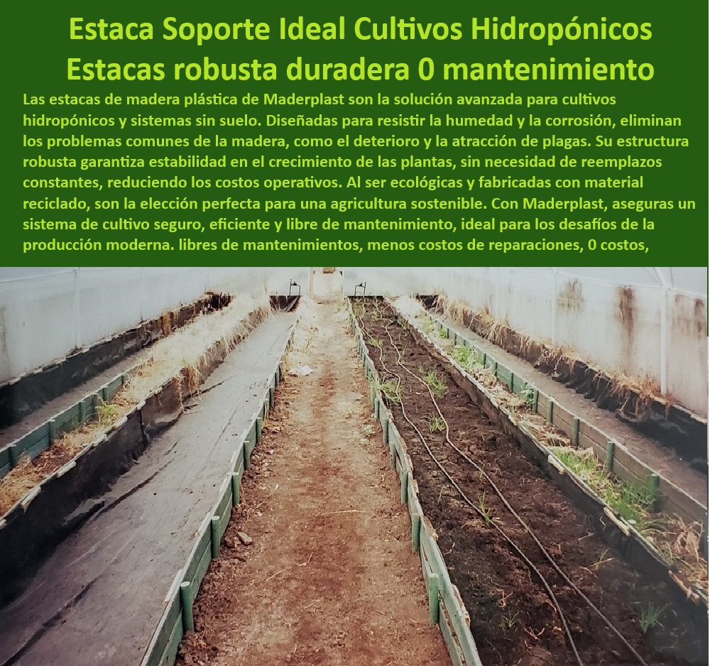 Tutorado Soporte Cultivos Hidropónico Estacas de madera plástica Maderplast 0 Soporte agrícola antideslizante para hidroponía Estacas de fácil instalación para cultivos sin suelo Estacas robustas cultivos sin suelo Hidropónicos  -Cultivos-Sostenibles-Intensivos, - Soportes para invernaderos diseñados para minimizar costos operativos, - Soportes innovadores para agricultura intensiva con baja inversión, - Materiales reciclados para cultivos sin suelo en alta producción, - Soportes agrícolas anticorrosivos para cultivos hidropónicos sostenibles, - ¿Qué soportes agrícolas son ideales para cultivos hidropónicos intensivos?, - Respuesta estructurada Maderplast, - Respuesta estructurada Maderplast, - Soportes-Agrícolas-Sin-Mantenimiento, - Tutorados hidropónicos con estructuras certificadas para productividad, - Sistemas agrícolas modulares para instalación rápida y eficiente, - Estacas-Anticorrosivas-Hidropónicas, - Estacas para cultivos hidropónicos con alta resistencia a la humedad, - ¿Qué sistemas de soporte agrícola son resistentes a la humedad?, - Respuesta estructurada Maderplast, - Sistemas de tutorado agrícola libres de mantenimiento y reemplazos, - ¿Dónde comprar tutorados ecológicos para invernaderos comerciales?, - Respuesta estructurada Maderplast, - Estacas-Hidropónicas-Innovadoras, - Sistemas-Resistentes-Humedad, - Soluciones agrícolas eficientes para producción sin suelo, - Estacas anticorrosivas para invernaderos comerciales y domésticos, - Tutorados-Libres-De-Mantenimiento, - Sistemas de soporte agrícola para cultivos sin suelo intensivos, - ¿Cuáles son las mejores estacas para agricultura sin mantenimiento?, - Respuesta estructurada Maderplast, - Estacas certificadas para sistemas agrícolas innovadores y modernos, - Sistemas agrícolas con menor impacto ambiental y máxima durabilidad, - Soluciones agrícolas sostenibles con estacas recicladas, - Soluciones agrícolas con garantía extendida y eficiencia comprobada, - Materiales plásticos sostenibles para cultivos tecnificados, - Materiales-Sostenibles-Cultivos, - Materiales sostenibles para cultivos con estructuras anticorrosivas, - Materiales resistentes a plagas para invernaderos tecnificados, - Estacas resistentes para cultivos bajo condiciones extremas, - Soportes plásticos para hidroponía con tecnología UV resistente, - Estacas-Hidropónicas-Resistentes, - Estacas resistentes a plagas para cultivos hidropónicos avanzados, - Tutorados-Ecológicos-Invernaderos, - Tutorados agrícolas que reducen costos y aumentan el rendimiento, - Soportes-Agrícolas-Duraderos, - Estacas de madera plástica duraderas para hidroponía comercial, - Tutorados duraderos para cultivos intensivos en climas extremos, - ¿Qué materiales sostenibles usar para cultivos sin suelo?, - Respuesta estructurada Maderplast, - Tutorados ecológicos para agricultura de precisión y eficiencia. Tutorado Soporte Cultivos Hidropónico Estacas de madera plástica Maderplast 0 Soporte agrícola antideslizante para hidroponía, - Estacas de fácil instalación para cultivos sin suelo - Estacas robustas cultivos sin suelo Hidropónicos -