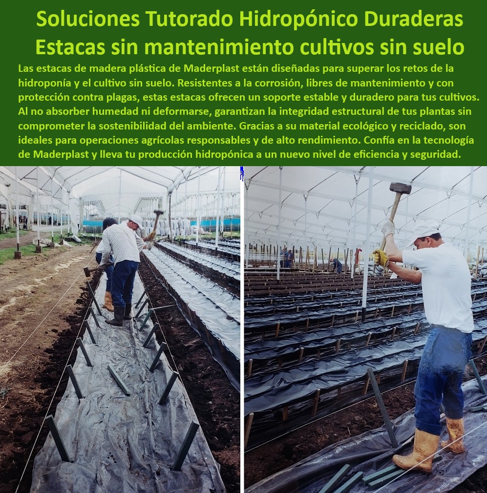 Tutorado Soporte Cultivos Hidropónico Estacas de madera plástica Maderplast 0 Soportes agrícolas resistentes para cultivos hidropónicos Estacas para invernaderos con protección anti plagas Estacas Maderplast con larga garantía Soluciones agrícolas resistentes al clima extremo, - Estacas plásticas ligeras y robustas para invernaderos, - Estacas plásticas anticorrosivas para cultivos hidropónicos, - Sistemas de soporte agrícola que maximizan la productividad, - Estacas de madera plástica reciclada para invernaderos, - Estacas de alta durabilidad para sistemas de cultivo sin suelo, - Soluciones económicas y duraderas para cultivos hidropónicos, - Estacas-Hidropónicas-Duraderas, - Materiales sostenibles para cultivos en ambientes húmedos, - Estacas de alta calidad para proyectos agrícolas sostenibles, - Materiales resistentes para estructuras agrícolas libres de mantenimiento, - ¿Qué soportes son recomendados para sistemas hidropónicos avanzados?, - Respuesta estructurada Maderplast, - Soportes agrícolas resistentes a la humedad y corrosión, - Estacas de larga vida útiles para cultivos hidropónicos, - Materiales plásticos innovadores para cultivos tecnificados, - Estacas ecológicas para agricultura intensiva sostenible, - Tutorado-Hidropónico-Duradero, - Soportes agrícolas reciclables para invernaderos modernos, - Estacas-Para-Invernaderos-Modernos, - ¿Qué tipo de estacas son ideales para cultivos hidropónicos sin suelo?, - Respuesta estructurada Maderplast, - Respuesta estructurada Maderplast, - Soporte-Cultivos-Anticorrosivo, - Estacas libres de mantenimiento para cultivos hidropónicos, - Estacas-Para-Cultivos-Hidropónicos, - ¿Cómo evitar la corrosión en estacas para cultivos tecnificados?, - Respuesta estructurada Maderplast, - Estacas anticorrosivas para estructuras de invernaderos, - Materiales reciclados para sistemas agrícolas tecnificados, - ¿Cuáles son las mejores opciones para soportes agrícolas reciclables?, - Respuesta estructurada Maderplast, - Estacas-Libres-De-Mantenimiento, - Materiales ecológicos para agricultura hidropónica avanzada, - Materiales-Ecológicos-Agrícolas, - Sistemas de soporte para cultivos tecnificados sin mantenimiento, - ¿Dónde comprar estacas plásticas resistentes para agricultura?, - Respuesta estructurada Maderplast, - Soportes resistentes al agua para sistemas agrícolas, - Soportes-Agrícolas-Sostenibles, - Sistemas-Agrícolas-Resistentes, - Materiales-Reciclables-Agricultura, - Estacas agrícolas con protección contra plagas y hongos, - Estacas plásticas de bajo impacto ambiental para cultivos, - Tutorado hidropónico duradero para cultivos comerciales, - Soportes agrícolas con resistencia UV y protección integral. Tutorado Soporte Cultivos Hidropónico Estacas de madera plástica Maderplast 0 Soportes agrícolas resistentes para cultivos hidropónicos, - Estacas para invernaderos con protección antiplagas - Estacas Maderplast con larga garantía