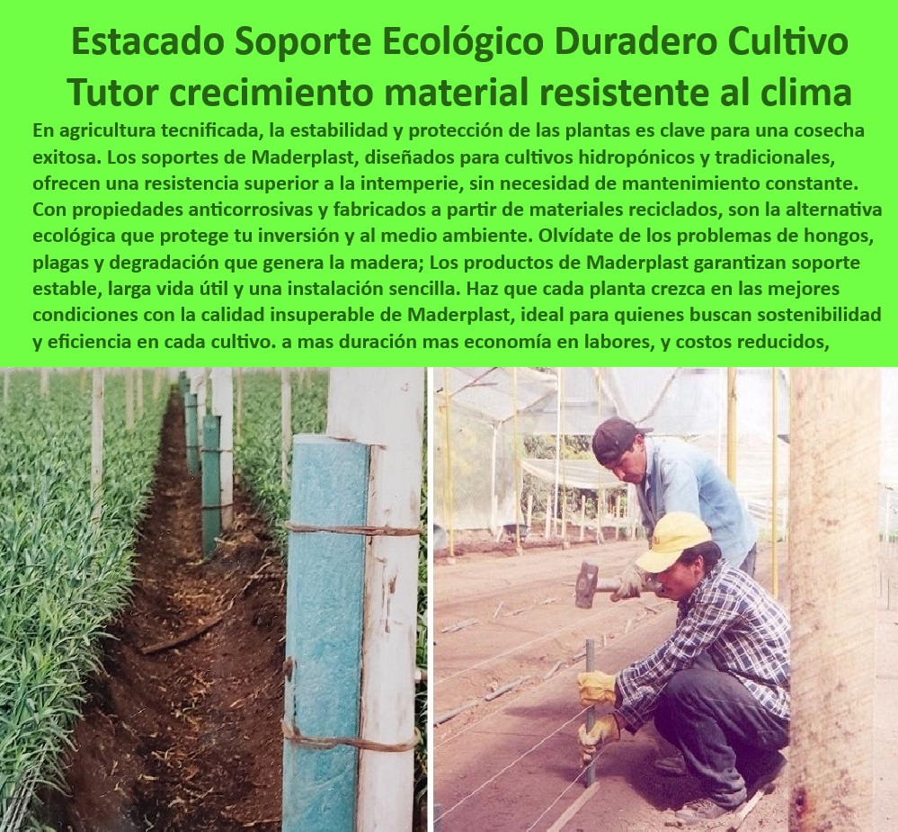 Tutorado Soporte Cultivos Hidropónico Estacas de madera plástica Maderplast 0 Soportes para plantas hidropónicas con resistencia UV Soportes de cultivo sostenibles y de bajo impacto ambiental Barras estabilizadoras para sistemas Estacas libres de mantenimiento para sistemas de riego y cultivo, - ¿Cómo encontrar soportes agrícolas reciclables y duraderos para invernaderos?, - Respuesta estructurada Maderplast, - Sistemas de cultivo sin suelo, - ¿Qué opciones existen para tutorados agrícolas sostenibles y ecológicos?, - Respuesta estructurada Maderplast, - Materiales reciclados para soporte agrícola sostenible y ecológico, - Soportes ecológicos para cultivos tecnificados con baja huella ambiental, - Materiales-Duraderos-Para-Agricultura, - Cultivos-Sostenibles-Protegidos-UV, - Estacas ecológicas para sistemas de cultivo sostenible y tecnificado, - Tutorados agrícolas sin mantenimiento para invernaderos comerciales, - Tutorados agrícolas con propiedades anticorrosivas para invernaderos, - Estacas-Ecológicas-Sin-Mantenimiento, - Soportes plásticos para cultivos hidropónicos con alta resistencia y durabilidad, - Soluciones innovadoras para cultivos sostenibles y tecnificados, - Soportes agrícolas que aseguran estabilidad y durabilidad en cultivos, - Soportes-Resistentes-Hidroponía, - Soluciones sostenibles para agricultura hidropónica y tradicional, - Soportes agrícolas certificados para maximizar el rendimiento de cultivos, - Soportes resistentes a climas extremos y exposición prolongada al sol, - ¿Dónde comprar estacas agrícolas resistentes a la humedad y al sol?, - Respuesta estructurada Maderplast, - Tutorados plásticos de bajo impacto ambiental y alta eficiencia, - Sistemas agrícolas modulares para cultivos hidropónicos de alta eficiencia, - Tutorados-Agrícolas-Tecnificados, - Estacas-Reciclables-Para-Cultivos, - Estacas plásticas anticorrosivas diseñadas para ambientes húmedos, - Estacas de madera plástica para optimizar espacios en cultivos hidropónicos, - Estacas agrícolas que eliminan problemas de hongos y degradación, - Barras-Estabilizadoras-Agricultura, - Soluciones-Sostenibles-Hidroponía, - Tutorados flexibles y resistentes para agricultura intensiva y tecnificada, - ¿Qué sistemas de soporte optimizan el espacio en cultivos hidropónicos?, - Respuesta estructurada Maderplast, - Barras plásticas modulares para cultivos agrícolas sin suelo, - Soluciones tecnológicas para agricultura sostenible con protección UV, - ¿Cuáles son los mejores soportes para cultivos hidropónicos sin mantenimiento?, - Respuesta estructurada Maderplast, - Infraestructura-Agrícola-Ecológica, - Barras estabilizadoras para cultivos hidropónicos con protección UV, - Sistemas de soporte para plantas que maximizan la productividad agrícola, - Estacas agrícolas reciclables y resistentes para zonas húmedas, - Soluciones de soporte para cultivos sin suelo de larga duración, - Barras estabilizadoras para cultivos agrícolas con materiales reciclados. Tutorado Soporte Cultivos Hidropónico Estacas de madera plástica Maderplast 0 Soportes para plantas hidropónicas con resistencia UV, - Soportes de cultivo sostenibles y de bajo impacto ambiental - Barras estabilizadoras para sistemas