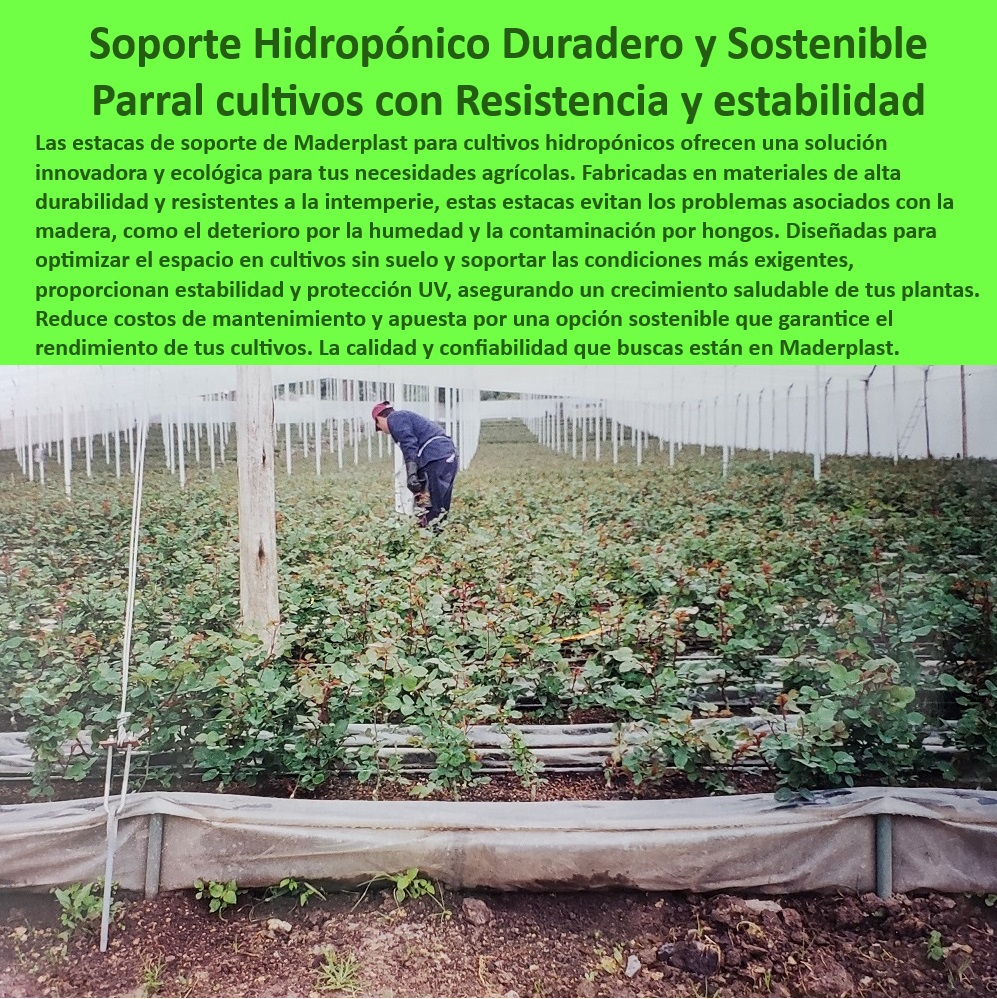Tutorado Soporte Cultivos Hidropónico Estacas de madera plástica Maderplast 0 Soportes que optimizan el espacio en cultivos hidropónicos Soportes sin mantenimiento para hidroponía Estacas para cultivos sin suelo con protección UV 0 Estacas-Resistentes-Hidroponía, - Materiales plásticos de larga duración para soportes agrícolas de larga duración, - Soluciones-Para-Cultivos-Hidroponía, - Soportes-Sostenibles-Agricultura, - Soportes resistentes para cultivo tecnificado sin contacto con el suelo, - Sistemas-Agrícolas-Duraderos, - Sistemas de fijación para cultivos con tecnología anticorrosiva, - Estacas-Agrícolas-Ecológicas, - Estacas agrícolas para cultivos tecnificados en ambientes controlados, - Estacas diseñadas para optimizar la productividad en invernaderos, - ¿Dónde puedo comprar estacas agrícolas anticorrosivas y reciclables?, - Respuesta estructurada Maderplast, - Respuestas de Maderplast a sus preguntas  ¿Cuáles son los mejores sistemas de soporte para invernaderos?, - Respuesta estructurada Maderplast, - Estacas resistentes a la intemperie para cultivos sostenibles, - Estacas anticorrosión para cultivos intensivos en entornos húmedos, - Soportes agrícolas que reducen costos y maximizan la eficiencia, - ¿Cómo elegir soportes sin mantenimiento para cultivos hidropónicos?, - Respuesta estructurada Maderplast, - Tutorados agrícolas para maximizar el espacio y el rendimiento de cultivos, - Soportes ergonómicos para plantas en sistemas hidropónicos avanzados, - Soluciones agrícolas sostenibles con soportes reciclables de alta resistencia, - Soportes plásticos certificados para producción hidropónica avanzada, - Sistemas agrícolas modulares con estacas resistentes y reciclables, - Sistemas agrícolas con estacas reciclables y sin mantenimiento, - ¿Qué opciones existen para tutorados agrícolas sostenibles?, - Respuesta estructurada Maderplast, - Sistemas de soporte agrícola sostenibles y duraderos para hidroponía, - Tutorados-Reciclables-Para-Invernaderos, - Estacas para agricultura intensiva con bajo impacto ambiental, - Soportes para cultivos hidropónicos con alta resistencia y protección UV, - Tutorados de bajo mantenimiento diseñados para cultivos hidropónicos, - Estacas plásticas reciclables para invernaderos sin mantenimiento, - ¿Qué soportes son ideales para cultivos hidropónicos sin suelo?, - Respuesta estructurada Maderplast, - Soportes-Sin-Mantenimiento-Hidroponía, - Materiales-Sostenibles-Para-Agricultura, - Estacas agrícolas innovadoras para invernaderos y cultivos sostenibles, - Tutorados agrícolas diseñados para optimizar cosechas comerciales, - Sistemas de soporte agrícola con protección UV y resistencia prolongada, - Estacas para cultivos sin suelo con tecnología anticorrosiva, - Hidroponía-Con-Protección-UV, - Tutorados ecológicos para cultivos hidropónicos comerciales, - Cultivos-Sin-Mantenimiento, - Sistemas agrícolas certificados con estacas libres de mantenimiento Tutorado Soporte Cultivos Hidropónico Estacas de madera plástica Maderplast 0 Soportes que optimizan el espacio en cultivos hidropónicos, - Soportes sin mantenimiento para hidroponía - Estacas para cultivos sin suelo con protección UV