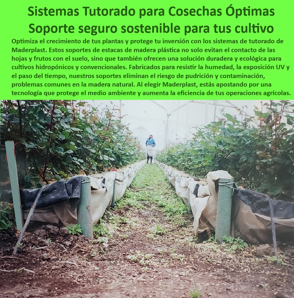 Tutorado Soporte Cultivos Hidropónico Estacas de madera plástica Maderplast 0 Soportes reciclables para cultivos sostenibles Fijación segura hidroponía con estacas sostenibles Estacas flexibles y resistentes sistemas Hidropónicos Soluciones agrícolas de bajo impacto ambiental con estacas plásticas, - Cultivos-Sostenibles-Con-Tutorado, - Sistemas de cultivo sin mantenimiento con estacas reciclables, - Estacas duraderas para plantas en ambientes tecnificados, - ¿Qué sistemas de soporte agrícola son más duraderos y ecológicos?, - Respuesta estructurada Maderplast, - Respuesta estructurada Maderplast, - Sistemas agrícolas sostenibles con estacas duraderas, - Estacas-Para-Invernaderos-Resistentes, - Soportes-Reciclables-Para-Agricultura, - ¿Qué opciones existen para tutorado agrícola sostenible?, - Respuesta estructurada Maderplast, - Fijación segura y ecológica para hidroponía avanzada, - Soluciones-Sostenibles-Para-Cultivos, - Soluciones sostenibles para soporte en cultivos de alta producción, - Soportes libres de astillas para agricultura moderna, - Estacas económicas y seguras para producción hidropónica, - Tutorados agrícolas con materiales reciclables y resistentes, - Sistemas innovadores para soporte en cultivos comerciales, - Estacas ecológicas con resistencia UV para invernaderos, - Sistemas de soporte anticorrosivos para cultivos tecnificados, - Sistemas de tutorado plásticos para mejorar cosechas hidropónicas, - Soportes agrícolas certificados para producción sostenible, - ¿Qué estacas son mejores para cultivos hidropónicos?, - Respuesta estructurada Maderplast, - Materiales innovadores para soporte de cultivos intensivos, - Soportes agrícolas reciclables diseñados para hidroponía, - Soportes plásticos duraderos y resistentes para invernaderos, - Materiales anticorrosivos para optimizar cultivos hidropónicos, - ¿Cuáles son las mejores soluciones para fijación en hidroponía?, - Respuesta estructurada Maderplast, - Tutorados-Seguros-Para-Cosechas, - ¿Dónde encontrar soportes de plásticos reciclables para invernaderos?, - Respuesta estructurada Maderplast, - Sistemas de fijación seguros y ergonómicos para cultivos, - Estacas agrícolas sin mantenimiento con resistencia prolongada, - Materiales-Resistentes-Agrícolas, - Sistemas-De-Fijación-Ecológica, - Estacas de madera plástica para entornos húmedos y corrosivos, - Estacas resistentes para maximizar la productividad agrícola, - Soportes-Agrícolas-Duraderos, - Estacas-Reciclables-Hidroponía, - Hidroponía-Con-Soportes-Sostenibles, - Estacas flexibles y seguras para entornos controlados, - Estacas plásticas reciclables para cultivos hidropónicos sostenibles, - Tutorados agrícolas que aumentan la eficiencia del cultivo Tutorado Soporte Cultivos Hidropónico Estacas de madera plástica Maderplast 0 Soportes reciclables para cultivos sostenibles, - Fijación segura hidroponía con estacas sostenibles - Estacas flexibles y resistentes sistemas Hidropónicos
