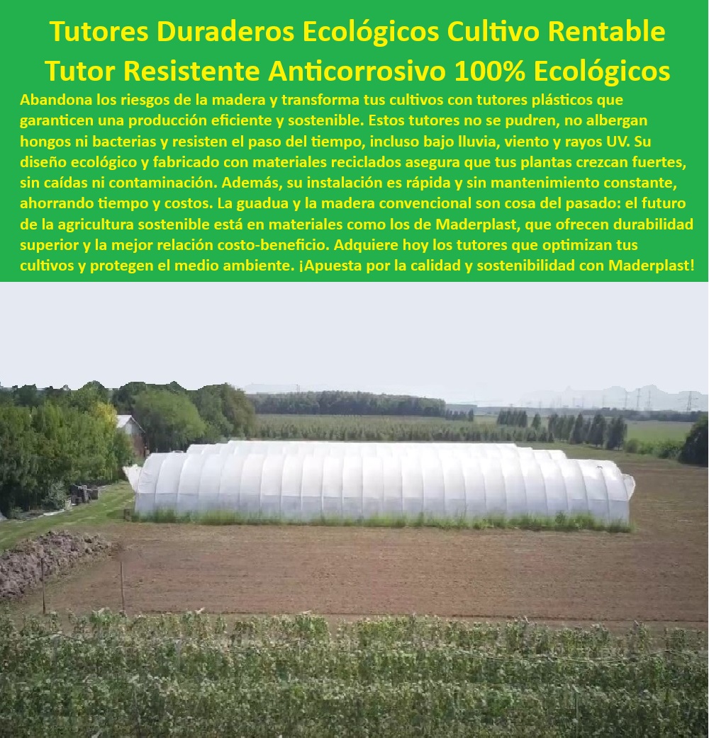 Tutores De Tutorado Garantía 50 Años Diseños Sistemas de invernadero Maderplast 0 Soportes agrícolas de fácil instalación Tutor con resistencia a impactos y flexibilidad Soportes agrícolas con protección contra rayos UV Poste Puestos agrícolas que maximizan la sostenibilidad en cultivos intensivos, - Postes-Agrícolas-Anticorrosivos, - Postes agrícolas reciclados para frutales y plantas trepadoras, - Postes plásticos ligeros y resistentes al clima extremo, - Varas-Agricolas-Recicladas, - Soportes-Para-Cultivos-Trepadores, - Tutores agrícolas diseñados para plantas de crecimiento vertical, - Postes agrícolas anticorrosivos con garantía de 50 años, - Soluciones agrícolas ecológicas para cultivos sin químicos, - Sistemas de tutorado flexibles con protección UV para invernaderos, - Postes-Plásticos-Duraderos, - Sistemas-De-Soporte-Agrícola, - Sistemas plásticos de tutorado con resistencia a hongos y plagas, - Soportes-Ecológicos-Para-Cultivos, - ¿Cómo instalar tutores de plásticos reciclados para frutales? Respuesta estructurada Maderplast, -  Postes de soporte para sistemas de invernadero modernos, - Tutores innovadores con alta durabilidad para sistemas de invernadero, - Soportes de tutorado para agricultura sostenible sin mantenimiento, - Tutores plásticos resistentes a impactos para plantas trepadoras, - Tutores resistentes a la intemperie para cultivos orgánicos, - Soportes plásticos duraderos para frutales y cultivos tecnificados, - Varas plásticas recicladas para cultivos de hortalizas y frutas, - Sistemas de soporte agrícola para reducir costos y mejorar la productividad, - Varas de tutorado resistentes a rayos UV y al agua, - Tutores-Con-Protección-UV, - ¿Qué soluciones ecológicas existen para el tutorado de cultivos intensivos? Respuesta estructurada Maderplast, -  -Tutores-Sostenibles-Para-Frutales, - Soportes ecológicos para cultivos intensivos y sostenibles, - Soluciones de tutorado para cultivos orgánicos y ecológicos, - Soportes plásticos ecológicos con instalación rápida y sencilla, - Tutores plásticos resistentes para cultivos en invernaderos, - ¿Dónde conseguir tutores plásticos para cultivos en invernaderos? Respuesta estructurada Maderplast, -  ¿Qué soportes agrícolas son resistentes a rayos UV y humedad? Respuesta estructurada Maderplast, -  Tutores agrícolas con protección UV para condiciones intensivas, - Sistemas-De-Tutorado-Resistentes, - Tutores-Plásticos-Para-Invernaderos, - ¿Cuáles son los mejores postes agrícolas con garantía extendida? Respuesta estructurada Maderplast, -  Sistemas de tutorado reciclables para agricultura de precisión, - Soportes agrícolas con diseño anticorrosivo y ecológico, - Varas agrícolas con alta resistencia y flexibilidad en invernaderos Tutores De Tutorado Garantía 50 Años Diseños Sistemas de invernadero Maderplast 0 Soportes agrícolas de fácil instalación, - Tutor con resistencia a impactos y flexibilidad, - Soportes agrícolas con protección contra rayos UV, Poste