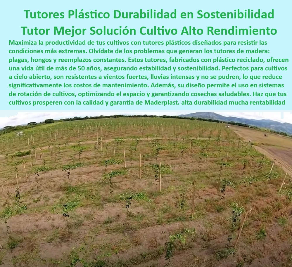 Tutores De Tutorado Garantía 50 Años Grandes Cultivos Intensivos Maderplast 0 Tutor de plástico reciclado para cultivos Estacas que reducen costos de mantenimiento en agricultura Postes de Emparrados cultivos verticales Puestos agrícolas reciclables que apoyan una agricultura sostenible, - Tutores agrícolas resistentes a plagas y hongos para cosechas saludables, - Sistemas-De-Emparrado-Eficientes, - Varas agrícolas que reducen el impacto ambiental de los cultivos, - Postes plásticos para plantaciones de exportación sostenibles, - ¿Dónde puedo encontrar tutores de plástico reciclado para cultivos sostenibles? Respuesta estructurada Maderplast, -  Postes agrícolas diseñados para reducir costos de mantenimiento, - ¿Cuáles son los beneficios de usar tutores plásticos en cultivos intensivos? Respuesta estructurada Maderplast, -  Tutores plásticos diseñados para soportar uso intensivo en cultivos, - Tutores-Plásticos-Para-Cultivos-Sostenibles, - Sistemas de soporte agrícola diseñados para climas extremos, - Soluciones de tutorado sin mantenimiento para cultivos de gran escala, - Postes-Agrícolas-Resistentes-UV, - Estacas de larga duración para cultivos al aire libre, - Estacas resistentes para cultivos verticales en agricultura tecnificada, - Tutores ecológicos para aumentar la rentabilidad agrícola, - Soluciones de tutorado agrícola con impacto ambiental reducido, - Tutores de plástico reciclado que maximizan el rendimiento agrícola, - ¿Qué sistemas de emparrado son ideales para climas extremos? Respuesta estructurada Maderplast, -  Sistemas de emparrado que optimizan espacio y producción agrícola, - Tutores agrícolas que garantizan estabilidad en terrenos difíciles, - Soluciones-Agrícolas-Sostenibles, - ¿Qué tutor agrícola es mejor para reducir costos de mantenimiento? Respuesta estructurada Maderplast, -  Tutores para cultivos intensivos con garantía de 50 años, - Estacas-Para-Cultivos-De-Alta-Densidad, - Soluciones ecológicas en tutorado agrícola para altas producciones, - Sistemas agrícolas para eliminar costos de reposición en tutores, - ¿Qué soluciones de tutorado garantizan alta productividad en cultivos? Respuesta estructurada Maderplast, -  Tutores de plástico reciclado para cosechas de alta productividad, - Estacas agrícolas para sistemas de riego y fertilización eficientes, - Postes-Resistentes-Para-Altas-Producciones, - Varas agrícolas ideales para cultivos rotativos de alta densidad, - Tutor agrícola de plástico reciclado para sistemas de emparrado, - Soportes-Agrícolas-Duraderos-Y-Ecológicos, - Varas agrícolas plásticas que resisten vientos fuertes y lluvias, - Tutores-Reciclados-Con-Garantía, - Postes plásticos con protección UV para cultivos a pleno sol, - Sistemas-De-Tutorado-Sin-Mantenimiento, - Tutores-Plásticos-Para-Cultivos-Verticales, - Soluciones plásticas para cultivos verticales en agricultura tecnificada. Tutores Tutores De Tutorado Garantía 50 Años Grandes Cultivos Intensivos Maderplast 0 Tutor de plástico reciclado para cultivos, - Estacas que reducen costos de mantenimiento en agricultura - Postes de Emparrados cultivos verticales Tutores