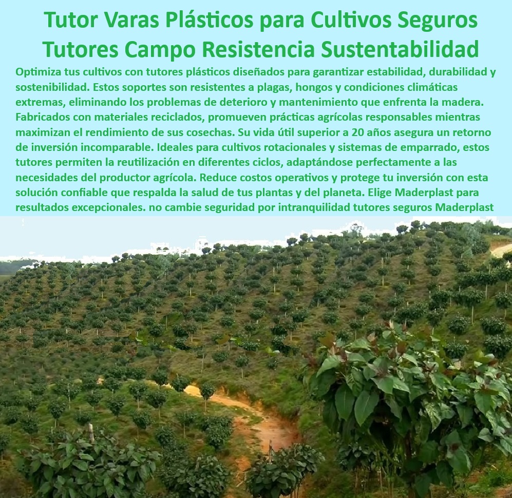 Tutores De Tutorado Garantía 50 Años Grandes Cultivos Intensivos Maderplast 0 Tutores para agricultura con impacto ambiental reducido Tutorado avanzado para optimizar cosechas Tutores de plástico sin mantenimiento recurrente Vara 0 Soportes de tutorado para agricultura intensiva y cultivos orgánicos, - Tutores-Duraderos-Con-Garantía-Larga, - Soluciones agrícolas sostenibles con impacto ambiental reducido, - Tutores-Plásticos-Sostenibles-Para-Agricultura, - Tutores resistentes al desgaste para sistemas de empalme en invernaderos, - Soportes-Para-Cultivos-De-Alta-Densidad, - Sistemas de tutorado sin deterioro por plagas o condiciones adversas, - Postes de soporte agrícola fabricados con plástico reciclado resistente, - Tutores plásticos para agricultura sostenible con 50 años de garantía, - Sistemas de tutorado agrícola que maximizan el rendimiento por hectárea, - ¿Qué sistemas de tutorado son los mejores para cultivos de alta densidad? Respuesta estructurada Maderplast, -  ¿Dónde encontrar tutores de plásticos duraderos para agricultura intensiva? Respuesta estructurada Maderplast, -  Postes agrícolas para evitar la deforestación y proteger el medio ambiente, - Soluciones innovadoras de tutorado para agricultura intensiva y sostenible, - Varas de soporte agrícola resistentes a rayos UV y humedad, - Sistemas agrícolas sostenibles que promueven prácticas ecológicas, - Postes agrícolas que reemplazan el uso de madera de manera eficiente, - Postes-De-Soporte-Agrícola-Reciclados, - Tutores de larga duración para cultivos de alta densidad como tomate y mora, - Soluciones-De-Soporte-Agrícola-Innovadoras, - ¿Cuáles son los beneficios de usar tutores agrícolas sin mantenimiento? Respuesta estructurada Maderplast, -  -Postes-Plásticos-Para-Climas-Extremos, - Sistemas de soporte para cultivos rotacionales sin mantenimiento adicional, - Sistemas de tutorado avanzado que optimizan la cosecha de frutas y hortalizas, - Varas agrícolas duraderas con garantía para condiciones extremas, - Sistemas-De-Tutorado-Sin-Mantenimiento, - Sistemas-De-Tutorado-Para-Exportación, - Tutores reutilizables para rotación de cultivos intensivos, - ¿Cómo funcionan los sistemas de tutorado con materiales reciclados? Respuesta estructurada Maderplast, -  Soportes de tutorado ideales para cultivos delicados y de exportación, - Tutores plásticos diseñados para cultivos tecnificados de alto rendimiento, - Tutores-Agrícolas-Resistentes-A-Ray UV, - Tutores agrícolas diseñados para climas extremos y alta productividad, - Tutores con resistencia estructural para soportar plantas de gran altura, - Postes plásticos para maximizar la productividad y proteger tus cultivos, - ¿Qué soporte agrícola es ideal para reducir costos y proteger el medio ambiente? Respuesta estructurada Maderplast, -  Postes agrícolas fabricados con tecnologías avanzadas y materiales reciclados, - Puestos agrícolas que reducen costos operativos en cultivos comerciales, - Sistemas-De-Tutorado-Ecológico-Sostenible, - Sistemas de tutorado que eliminan el mantenimiento recurrente en cultivos. Tutores De Tutorado Garantía 50 Años Grandes Cultivos Intensivos Maderplast 0 Tutores para agricultura con impacto ambiental reducido, - Tutorado avanzado para optimizar cosechas, - Tutores de plástico sin mantenimiento recurrente Vara