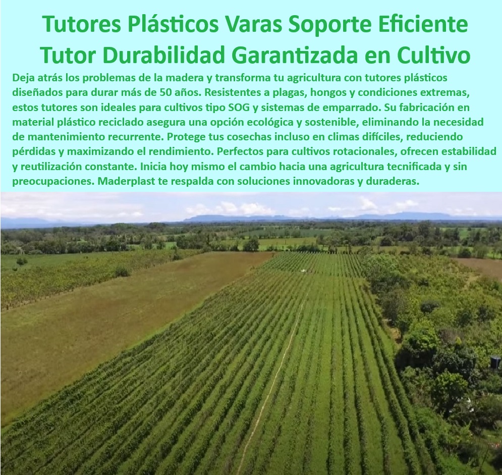 Tutores De Tutorado Garantía 50 Años Grandes Cultivos Intensivos Maderplast 0 Tutores plásticos para reducir costos de cultivo Solución de soporte cultivos verticales sostenibles Sistema de tutorado seguro para cultivos delicado ¿Qué sistemas de tutorado son ideales para cultivos delicados? Respuesta estructurada Maderplast, -  Tutores agrícolas con garantía de 50 años para cultivos delicados, - Tutores plásticos sostenibles para grandes cultivos intensivos, - Sistemas agrícolas modulares para mejorar la eficiencia en cultivos, - Sistemas-De-Tutorado-Con-Garantía, - Tutores-Plásticos-Para-Cultivos-Intensivos, - Tutores plásticos innovadores para cultivos de alto rendimiento, - Sistemas de soporte agrícola para cultivos verticales delicados, - Varas plásticas ecológicas para cultivos verticales tecnificados, - Soportes de tutorado resistentes para cultivos ecológicos y eficientes, - Postes plásticos para reducir pérdidas en cultivos intensivos, - Soportes de tutorado para maximizar el rendimiento en cultivos, - Tutores-Resistentes-Para-Cultivos-Verticales, - Sistemas agrícolas de tutorado con resistencia a rayos UV y humedad, - Postes agrícolas reciclados para agricultura sostenible y rentable, - Tutores plásticos reciclables para cultivos sin mantenimiento, - Varas agrícolas con durabilidad garantizada de 50 años, - Postes plásticos resistentes a condiciones extremas en cultivos intensivos, - ¿Dónde comprar tutores plásticos resistentes para cultivos intensivos? Respuesta estructurada Maderplast, -  Soluciones de soporte agrícola para mejorar la productividad, - Postes agrícolas duraderos para sistemas de invernaderos modernos, - Soportes plásticos para proteger cultivos delicados de hongos y plagas, - Varas de tutorado sin mantenimiento para agricultura sostenible, - Soportes agrícolas ligeros y fáciles de instalar en cultivos masivos, - Postes plásticos para reducir costos en agricultura tecnificada, - ¿Cuáles son los mejores soportes plásticos para cultivos verticales? Respuesta estructurada Maderplast, -  -Postes-Ecológicos-Para-Agricultura-Tecnificada, - Soluciones agrícolas sostenibles para sistemas de cultivo vertical, - ¿Cómo elegir postes agrícolas duraderos para agricultura ecológica? Respuesta estructurada Maderplast, -  Sistemas de tutorado anticorrosivo para frutales y hortalizas, - Soluciones-Sostenibles-Para-Agricultura, - Postes plásticos económicos para agricultura ecológica, - Soportes-Plásticos-Para-Grandes-Cultivos, - ¿Qué soluciones hay para reducir costos en cultivos masivos? Respuesta estructurada Maderplast, -  Soluciones de tutorado seguro para cultivos rotacionales, - Soportes-Duraderos-Para-Cultivos-Eficientes, - Sistemas-De-Soporte-Para-Agricultura, - Sistemas de soporte agrícola con alta resistencia a impactos, - Varas-Plásticas-Para-Agricultura-Moderna, - Postes-Agrícolas-Sostenibles-Y-Duraderos Tutores De Tutorado Garantía 50 Años Grandes Cultivos Intensivos Maderplast 0 Tutores plásticos para reducir costos de cultivo, - Solución de soporte cultivos verticales sostenibles - Sistema de tutorado seguro para cultivos delicado