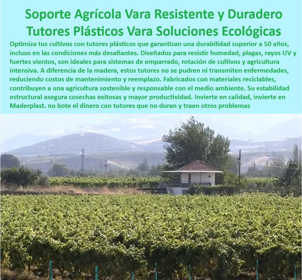 Tutores De Tutorado Garantía 50 Años Grandes Cultivos Intensivos Maderplast 0 Tutores reciclables y resistentes a los rayos UV Sistema de tutorado sin mantenimiento para agricultura tecnificada Postes de soporte resistentes Tutor Tutores agrícolas para optimizar cosechas en climas adversos, - Tutores agrícolas con resistencia estructural superior para empalmes, - Sistemas de tutorado que garantizan estabilidad en cultivos de exportación, - ¿Cuáles son los mejores sistemas de soporte agrícola para cultivos intensivos? Respuesta estructurada Maderplast, -  -Soluciones-Agrícolas-Con-Impacto-Ambiental-Bajo, - Soluciones agrícolas sostenibles con impacto ambiental reducido, - Puestos de tutorado diseñados para reducir costos de mantenimiento agrícola, - Sistemas agrícolas reciclables que evitan el uso de madera en cultivos, - ¿Dónde puedo encontrar tutores de plásticos reciclables con larga garantía? Respuesta estructurada Maderplast, -  ¿Qué tutores agrícolas son ideales para climas extremos y alta densidad? Respuesta estructurada Maderplast, -  -Tutores-Agrícolas-Reciclables-Duraderos, - Tutores plásticos reciclables para cultivos intensivos y tecnificados, - Sistemas-De-Tutorado-Sostenible-Para-Cultivos, - Varas agrícolas para sistemas de rotación de cultivos intensivos, - Soluciones de soporte agrícola que promueven prácticas sustentables, - Tutores agrícolas duraderos que optimizan la producción de cultivos, - Soportes-Agrícolas-Resistentes-A-Ray UV, - Sistemas-De-Soporte-Agrícola-Ecológicos, - Soluciones ecológicas en tutorado agrícola con garantía de 50 años, - Sistemas de soporte agrícola para eliminar pérdidas por deterioro, - Sistemas de tutorado resistentes a químicos agrícolas y fertilizantes, - ¿Qué beneficios ofrecen los tutores agrícolas sin mantenimiento? Respuesta estructurada Maderplast, -  -Sistemas-De-Tutorado-Sin-Mantenimiento, - Postes de soporte agrícola adaptables a cultivos de exportación, - Sistemas de tutorado sin mantenimiento para agricultura sostenible, - Tutores de plástico reciclado que maximizan el rendimiento por hectárea, - Postes agrícolas resistentes a rayos UV y condiciones climáticas extremas, - Postes-De-Soporte-Agrícola-Resistentes, - Tutores-De-Plástico-Reciclado-Para-Agricultura, - Varas-Agrícolas-Ideales-Para-Empalme, - Tutores agrícolas con garantía extendida y diseño innovador, - Tutores plásticos diseñados para resistir vientos fuertes y humedad, - Tutores reciclables para minimizar el impacto ecológico en cultivos tecnificados, - Varas agrícolas ideales para sistemas de empalme en plantaciones de alta densidad, - Sistemas avanzados de soporte agrícola para cultivos de alto rendimiento, - Postes agrícolas livianos para facilitar la instalación en cultivos grandes, - ¿Cómo elegir tutores agrícolas resistentes para cultivos sostenibles? Respuesta estructurada Maderplast, -  Tutores resistentes al agua, hongos y plagas para cultivos delicados, - Postes plásticos diseñados para soportar años de uso intensivo en agricultura, - Tutores-Plásticos-Para-Climas-Adversos Tutores De Tutorado Garantía 50 Años Grandes Cultivos Intensivos Maderplast 0 Tutores reciclables y resistentes a los rayos UV, - Sistema de tutorado sin mantenimiento para agricultura tecnificada - Postes de soporte resistentes Tutor