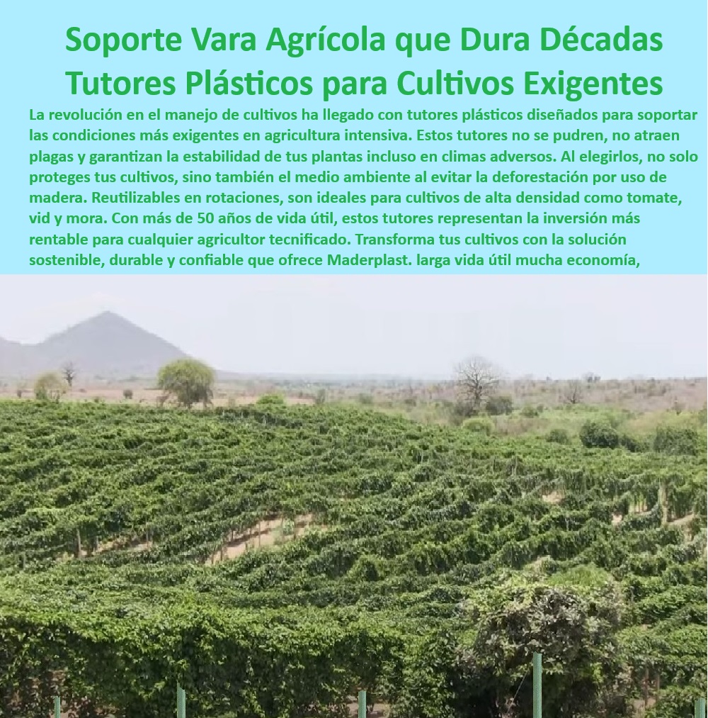 Tutores De Tutorado Garantía 50 Años Grandes Cultivos Intensivos Maderplast 0 soporte de cultivos Sistemas de tutorado para cultivos de alta densidad Soportes agrícolas de plástico reciclado y resistente Tutores agricultura PP Soportes plásticos para proteger cultivos en climas desafiantes, - Soluciones-De-Soporte-Para-Cultivos-Densos, - ¿Qué tutor agrícola es mejor para cultivos intensivos? Respuesta estructurada Maderplast, -  Varas plásticas resistentes a plagas y condiciones climáticas adversas, - Postes-Resistentes-A-Rayos-UV-Para-Cultivos, - Varas de soporte agrícola con resistencia superior y larga vida útil, - Postes de tutorado resistentes a rayos UV para cultivos intensivos, - Sistemas-De-Tutorado-Sostenible, - Postes agrícolas reutilizables en rotaciones de cultivos intensivos, - Postes agrícolas con garantía de 50 años para cultivos tecnificados, - Postes agrícolas ideales para climas húmedos y condiciones extremas, - Sistemas-De-Tutorado-Con-Garantía-50-Años, - Tutores resistentes y ligeros para agricultura tecnificada y sostenible, - Sistemas de tutorado para cultivos intensivos de alta densidad, - Soluciones de tutorado para agricultura intensiva y sostenible, - Varas-De-Tutorado-Para-Agricultura-Intensiva, - ¿Dónde encontrar soportes de plásticos reciclados para agricultura sostenible? Respuesta estructurada Maderplast, -  ¿Qué sistemas de tutorado son ideales para cultivos de alta densidad? Respuesta estructurada Maderplast, -  Soluciones de soporte agrícola que reducen costos de mantenimiento, - Postes-Agrícolas-De-Plástico-Reciclado, - Tutores plásticos diseñados para proteger cultivos delicados, - Tutores ecológicos de larga duración para cultivos de vid y mora, - Sistemas agrícolas sostenibles con soportes de plástico reciclado, - Varas de tutorado diseñadas para cultivos orgánicos y sostenibles, - Sistemas de soporte agrícola que maximizan el rendimiento de cultivos, - Sistemas de tutorado eficaces para vid, mora y hortalizas, - Tutores-Ecológicos-De-Larga-Duración, - Tutores de plástico PP para maximizar la productividad en cultivos, - Soportes-De-Tutorado-Anti-Plagas, - Sistemas de tutorado que eliminan el uso de madera en agricultura, - Soportes-Agrícolas-Resistentes-Y-Duraderos, - Sistemas de tutorado plásticos con diseño ecológico para cultivos, - Tutores-Plásticos-Para-Cultivos-Exigentes, - Soportes de tutorado sin mantenimiento para cultivos rentables, - ¿Cuáles son los mejores tutores resistentes a condiciones climáticas extremas? Respuesta estructurada Maderplast, -  Varas agrícolas duraderas para cultivos de alta densidad, - Sistemas de soporte agrícola ideales para cultivos rotacionales, - Soportes plásticos reciclados para cultivos agrícolas sostenibles, - ¿Cómo elegir varas de tutorado para maximizar la productividad agrícola? Respuesta estructurada Maderplast, -  Tutores plásticos resistentes para evitar la deforestación en cultivos. Tutores De Tutorado Garantía 50 Años Grandes Cultivos Intensivos Maderplast 0 soporte de cultivos, - Sistemas de tutorado para cultivos de alta densidad, - Soportes agrícolas de plástico reciclado y resistente - Tutores agricultura PP