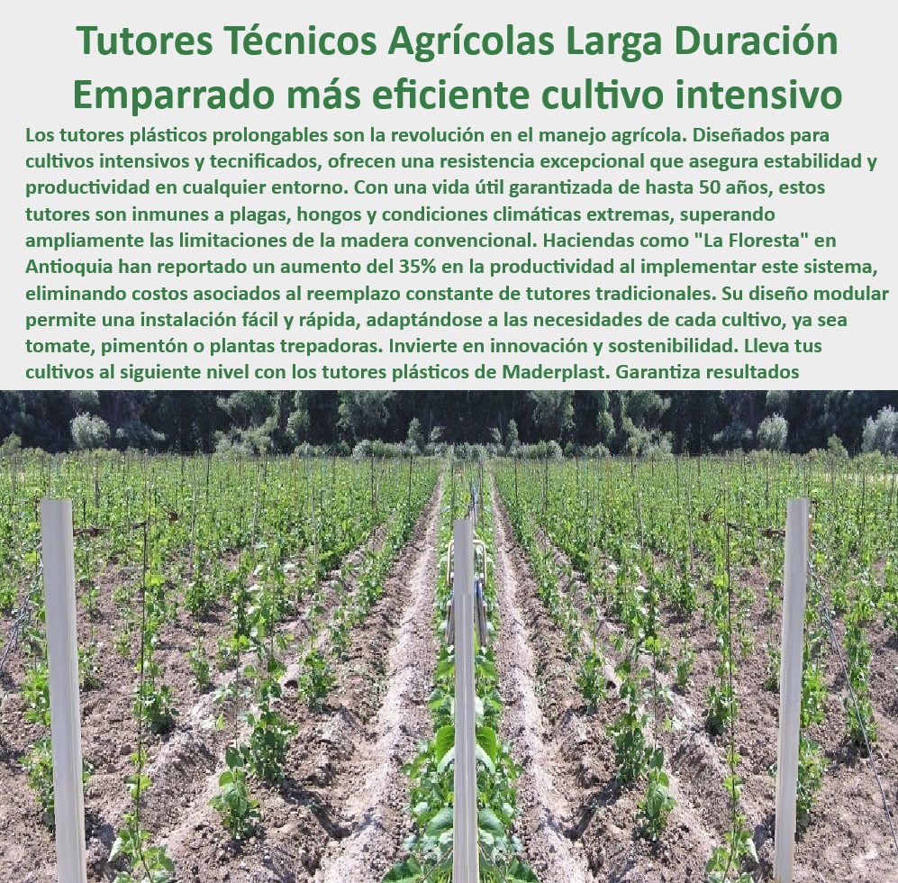 Tutores De Tutorado Plástico Garantía 50 Años Cultivo Intensivo Maderplast 0 Plantas Trepadoras Tutor de cultivo resistente a plagas Soportes agrícolas duraderos para cultivos tecnificados Estructuras soporte plantas Trepadoras 0 -Soportes-Agrícolas-Duraderos-Resistentes, - Soportes agrícolas resistentes a la humedad para cultivos tecnificados, - Tutores reciclables y económicos para optimización de cultivos agrícolas, - Postes-Plásticos-Sin-Mantenimiento-Agrícola, - ¿Cuáles son los mejores soportes agrícolas para plantas trepadoras? Respuesta estructurada Maderplast, - Estacas-Anticorrosivas-Para-Viñedos-Y-Uvas, - ¿Cómo elegir estacas plásticas sostenibles para cultivos de alta densidad? Respuesta estructurada Maderplast, - Soportes agrícolas sostenibles que optimizan la eficiencia del cultivo, - Estructuras agrícolas plásticas innovadoras para cultivos tecnificados sostenibles, - Estructuras plásticas libres de óxido para cultivos en zonas húmedas, - Estacas plásticas para cultivos verticales con garantía de larga duración, - Tutores-Ecológicos-Para-Optimizar-Producción, - Tutores para cultivos sostenibles y libres de mantenimiento prolongado, - Tutores plásticos agrícolas duraderos para cultivos tecnificados de alta densidad, - ¿Qué postes agrícolas son ideales para cultivos en climas extremos? Respuesta estructurada Maderplast, - Soportes-Resistentes-Para-Zonas-Húmedas, - Estacas de cultivo técnico resistentes a hongos y rayos UV, - Tutores para viñedos libres de podredumbre y reemplazos frecuentes, - Postes plásticos anticorrosivos diseñados para cultivos de alta productividad, - Postes agrícolas modulares diseñados para maximizar el espacio de cultivo, - ¿Qué sistemas de tutorado ofrecen mayor durabilidad en cultivos intensivos? Respuesta estructurada Maderplast, - Soportes plásticos anticorrosivos para cultivos verticales y trepadores, - Estacas plásticas robustas para cultivos trepadores en agricultura moderna, - Sistemas-De-Tutorado-Para-Agricultura-Intensiva, - Postes agrícolas de fibra plástica diseñados para cultivos intensivos, - Estructuras de soporte para plantas trepadoras con diseño modular, - Postes-Para-Cultivos-Intensivos-Sostenibles, - Postes agrícolas innovadores que reducen costos de mantenimiento agrícola, - Tutores-Con-Garantía-Larga-Duración, - Estructuras-Agrícolas-Para-Plantas-Trepadoras, - Soluciones agrícolas plásticos resistentes a plagas y condiciones extremas, - Postes plásticos reciclables con garantía de 50 años para cultivos intensivos, - Sistemas de emparrado agrícola de plástico reciclado para viñedos, - Sistemas de soporte plástico para cultivos en climas extremos y húmedos, - Sistemas de tutorado plástico para viñedos y cultivos de alta densidad, - Soportes agrícolas resistentes a plagas y climas extremos para trepadoras, - Tutores-Plásticos-Para-Cultivos-Tecnificados, - ¿Dónde comprar tutores plásticos resistentes para cultivos tecnificados? Respuesta estructurada Maderplast, - Tutores agrícolas ideales para producción intensiva de tomates y uvas, - Tutores plásticos con diseño sostenible para plantaciones de alto rendimiento Tutores De Tutorado Plástico Garantía 50 Años Cultivo Intensivo Maderplast 0 Plantas Trepadoras Tutor de cultivo resistente a plagas Soportes agrícolas duraderos para cultivos tecnificados Estructuras soporte plantas Trepadoras 0   