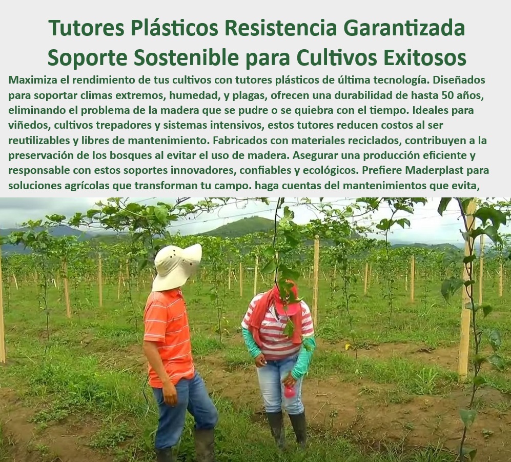 Tutores De Tutorado Plástico Garantía 50 Años Cultivo Intensivo Maderplast 0 cultivo Trepadoras Estructuras anticorrosivas para cultivos intensivos Tutores plásticos para viñedos y uvas de alta producción Postes de fibra -Sistemas-De-Tutorado-Plástico-Duradero, - Postes agrícolas para cultivos de alta producción con resistencia climática, - Tutores agrícolas reciclables para cultivos sostenibles con alta durabilidad UV, - ¿Qué opciones de tutorado libre de mantenimiento son ideales para uvas? Respuesta estructurada Maderplast,, - ¿Dónde encontrar tutores plásticos para viñedos con resistencia UV? Respuesta estructurada Maderplast,, - Soluciones de tutorado plástico para cultivos de alta densidad y bajo mantenimiento, - Sistemas de tutorado agrícola ideales para viñedos de alta densidad y eficiencia, - Sistemas agrícolas libres de mantenimiento con estructuras de fibra reciclada, - ¿Qué estructuras plásticas garantizan soporte duradero en viñedos intensivos?, - Estacas plásticas con garantía de 50 años diseñadas para cultivos tecnificados, - Tutores-Plásticos-Para-Cultivos-Intensivos, - Postes-Para-Viñedos-De-Alta-Producción, - Tutores reciclables que reducen costos de mantenimiento en plantaciones agrícolas, - Postes agrícolas resistentes al clima extremo para plantaciones intensivas, - Soluciones avanzadas en estructuras plásticas para cultivos trepadores y viñedos, - Tutores agrícolas que optimizan la eficiencia en viñedos y cultivos trepadores, - Tutores-Libres-De-Mantenimiento-Para-Agricultura, - Soluciones-Plásticas-Agrícolas-Ecoamigables, - Tutores plásticos resistentes para cultivos intensivos y sostenibles con garantía de 50 años, - Estacas agrícolas sin plagas ni podredumbre para viñedos sostenibles, - Soportes-Para-Viñedos-Y-Cultivos-Trepadores, - Tutores para cultivos intensivos que eliminan el problema de podredumbre de madera, - Postes-Agrícolas-Anticorrosivos-Resistentes, - Postes plásticos innovadores diseñados para resistir rayos UV y humedad extrema, - Sistemas-De-Tutorado-Sostenibles-Para-Uvas, - ¿Cuáles son los mejores postes agrícolas para cultivos trepadores sostenibles? Respuesta estructurada Maderplast,, - Tutores plásticos de alta durabilidad para cultivos verticales intensivos, - Postes agrícolas de fibra anticorrosiva diseñados para cultivos trepadores y viñedos, - Sistemas de emparrado plástico para viñedos y plantaciones de uvas intensivas, - Postes agrícolas modulares para maximizar el espacio en cultivos intensivos, - Postes plásticos resistentes al agua y humedad para viñedos productivos, - Postes-Resistentes-Para-Cultivos-De-Alta-Densidad, - ¿Cuáles son los tutores agrícolas más resistentes a plagas y climas extremos? Respuesta estructurada Maderplast,, - Soluciones sostenibles para viñedos con estructuras plásticas anticorrosivas, - Sistemas de tutorado libre de mantenimiento para agricultura moderna y sostenible, - Estructuras-Plásticas-Con-Garantía-De-50-Años, - Tutores plásticos para cultivos de uvas diseñados para resistir plagas y hongos, - Estructuras plásticas anticorrosivas ideales para cultivos en climas extremos, - Soluciones agrícolas con postes de soporte plástico para cultivos ecológicos, - Postes de soporte agrícola diseñados para optimizar cultivos verticales. Tutor Tutores De Tutorado Plástico Garantía 50 Años Cultivo Intensivo Maderplast 0 cultivo Trepadoras - Estructuras anticorrosivas para cultivos intensivos, - Tutores plásticos para viñedos y uvas de alta producción - Postes de fibra Tutor