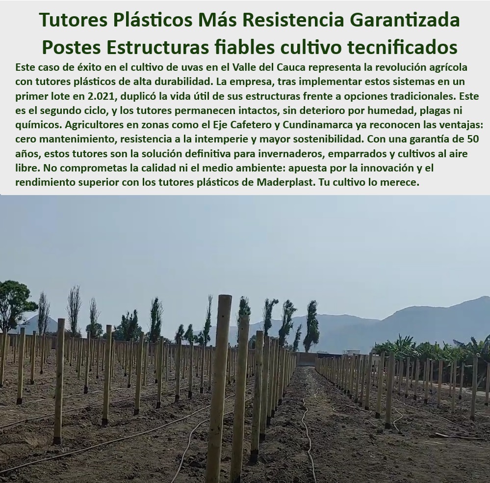 Tutores De Tutorado Plástico Garantía 50 Años Cultivo Tecnificado Maderplast 0 Emparrado De Parral Tutores con resistencia a la intemperie Estacas plásticas cultivos tecnificados Soportes de cultivo resistentes a químicos poste ¿Dónde comprar estacas agrícolas resistentes al clima extremo? Respuesta estructurada Maderplast, - Estacas de cultivo con protección UV para mayor durabilidad, - Sistemas de tutorado ecológicos con materiales reciclados, - Tutores para plantaciones que eliminan costos de reposición, - Tutores-Resistentes-A-La-Intemperie, - Soportes plásticos con garantía de 50 años para cultivos, - Estructuras de soporte anticorrosivas para emparrados productivos, - Estacas plásticas para cultivos con bajo impacto ambiental, - Sistemas agrícolas sostenibles para cultivos tecnificados, - Tutores plásticos resistentes para cultivos al aire libre, - Tutores anticorrosivos para plantaciones agrícolas intensivas, - ¿Cuáles son los mejores tutores plásticos para cultivos agrícolas? Respuesta estructurada Maderplast, - Postes agrícolas para plantaciones con fertilización intensiva, - Soportes-De-Cultivo-Sostenibles, - Soportes agrícolas resistentes al contacto con productos químicos, - Estacas-Recicladas-Para-Agricultura, - Tutores plásticos reciclados para plantaciones sostenibles, - Estructuras de soporte reciclables para cultivos tecnificados, - Estacas agrícolas de alta durabilidad y anticorrosión, - ¿Qué beneficios ofrecen los tutores reciclables para plantaciones agrícolas? Respuesta estructurada Maderplast, - Tutores ecológicos con garantía extendida para cultivos agrícolas, - Estacas plásticas libres de mantenimiento para cultivos de uvas, - Estacas de soporte diseñadas para cultivos de alta productividad, - Tutores-Plásticos-Agrícolas, - -Sistemas-De-Soporte-Tecnificados, - Tutores agrícolas diseñados para resistir climas extremos, - Tutores-Ecológicos-Para-Emparrados, - -Estacas-Para-Cultivos-Duraderos, - Sistemas de tutorado para emparrados tecnificados de uvas, - Soportes de emparrado sin mantenimiento para agricultura intensiva, - Tutores para cultivos diseñados para reducir costos operativos, - Sistemas-De-Tutorado-Anticorrosivos, - Postes de cultivo tecnificado ideales para climas adversos, - Sistemas de emparrado resistentes para uvas y frutales, - ¿Qué opciones de soporte agrícola requieren menos mantenimiento? Respuesta estructurada Maderplast, - ¿Qué sistemas de tutorado son ideales para emparrados de uvas? Respuesta estructurada Maderplast, - -Postes-Agrícolas-Resistentes, - Postes agrícolas con alta resistencia a la intemperie, - Postes-Para-Cultivos-De-Alta-Eficiencia, - Postes plásticos de bajo impacto ambiental para agricultura. Tutores De Tutorado Plástico Garantía 50 Años Cultivo Tecnificado Maderplast 0 Emparrado De Parral - Tutores con resistencia a la intemperie, - Estacas plásticas cultivos tecnificados - Soportes de cultivo resistentes a químicos poste