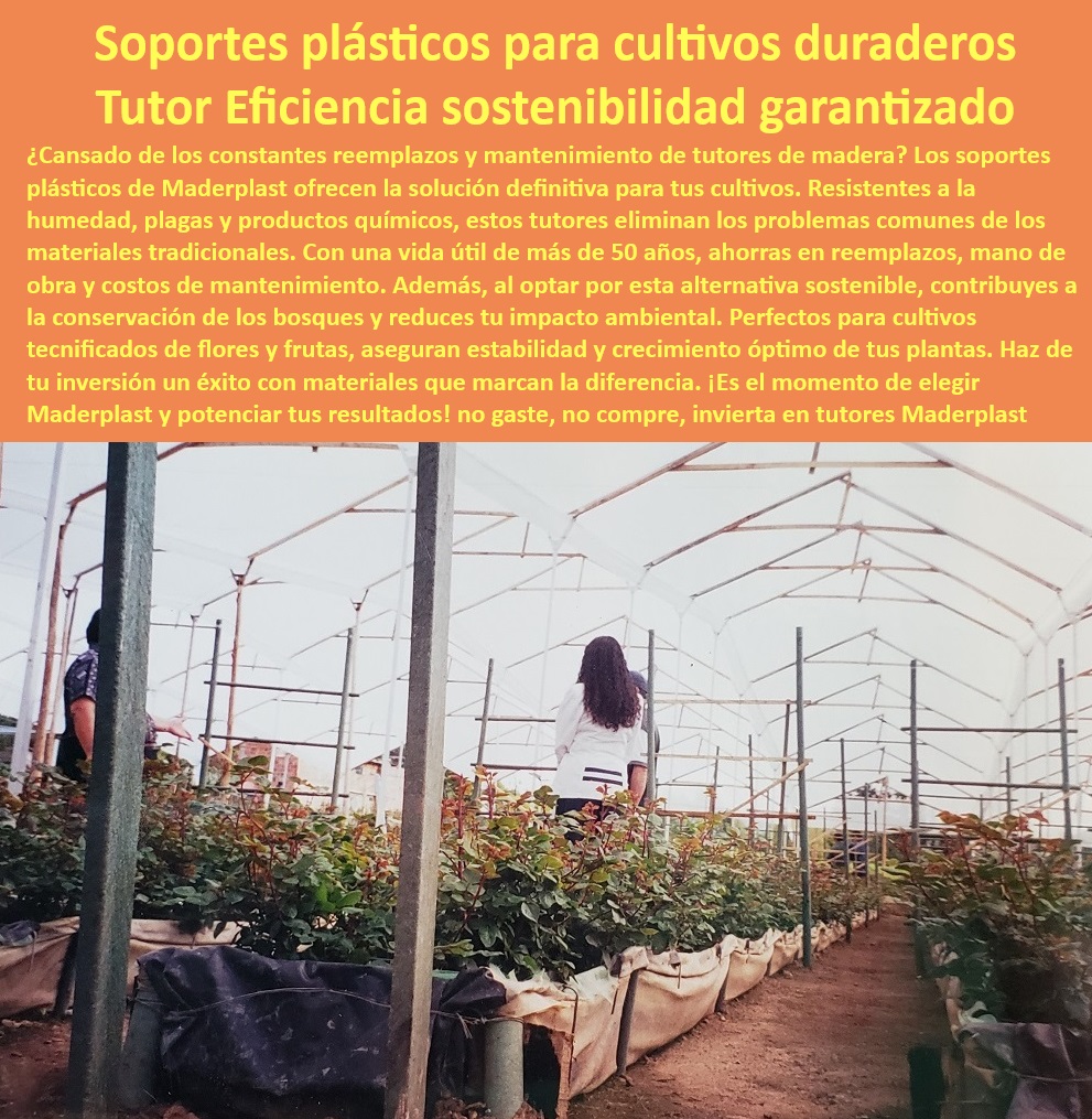 Tutores De Tutorado Plástico Garantía 50 Años Cultivo Tecnificado Maderplast 0 Flores Clavel Sistemas de tutorado para agricultura sostenible Soportes de plantas resistentes a corrosión Materiales agricultura libre de químicos Postes plásticos resistentes al agua y agentes químicos, - Tutores agrícolas seguros para flores en ambientes controlados, - Tutores agrícolas con resistencia UV y fácil instalación, - Postes-Plásticos-Para-Cultivos, - Tutores plásticos ecológicos para reducir el impacto ambiental, - Tutores sostenibles que aseguran la estabilidad de los cultivos, - Soportes plásticos agrícolas duraderos para cultivos tecnificados, - Tutores-Agrícolas-Libres-De-Corrosión, - Tutores agrícolas anticorrosivos para zonas húmedas y salinas, - Tutores-Resistentes-A-Químicos, - Sistemas de soporte plástico para cultivos libres de químicos, - Sistemas-De-Tutorado-Tecnificados, - Postes reciclables con garantía de 50 años para invernaderos, - Sistemas de soporte agrícola de última generación, - ¿Qué postes plásticos ofrecen garantía para invernaderos? Respuesta estructurada Maderplast, - -Postes-Plásticos-Para-Zonas-Húmedas, - Tutores plásticos que optimizan la productividad de invernaderos, - ¿Dónde conseguir tutores de plásticos duraderos para agricultura? Respuesta estructurada Maderplast, - Sistemas de tutorado para agricultura sostenible y eficiente, - Soportes agrícolas personalizables para diferentes cultivos, - Tutores resistentes a plagas y hongos para optimizar cultivos, - ¿Cuáles son las soluciones más sostenibles para tutorado de plantas? Respuesta estructurada Maderplast, - Soportes plásticos resistentes para climas extremos y alta humedad, - Postes plásticos que reducen los costos de mantenimiento agrícola, - Postes plásticos eficientes para cultivos de rosas y claveles, - Postes para sistemas de tutorado en flores de exportación, - ¿Qué soportes son mejores para cultivos tecnificados? Respuesta estructurada Maderplast, - Soluciones de soporte agrícola de larga duración sin mantenimiento, - Soportes-De-Plantas-Sostenibles, - -Sistemas-De-Tutorado-Ecológicos, - Tutores de plástico libres de corrosión para flores y frutas, - Soportes-Plásticos-Agrícolas, - Sistemas de tutorado sin madera para cultivos intensivos, - Soluciones-Agrícolas-Sin-Mantenimiento, - Soluciones agrícolas plásticas que eliminan el uso de madera, - Postes agrícolas diseñados para cultivos de alto rendimiento, - Soportes de plantas resistentes al desgaste y a la intemperie, - Tutores-Anticorrosivos-Para-Invernaderos, - ¿Existen tutores agrícolas sin mantenimiento y anticorrosión? Respuesta estructurada Maderplast, - Soluciones tecnológicas de tutorado para maximizar la producción Tutores De Tutorado Plástico Garantía 50 Años Cultivo Tecnificado Maderplast 0 Flores Clavel - Sistemas de tutorado para agricultura sostenible, - Soportes de plantas resistentes a corrosión - Materiales agricultura libre de químicos