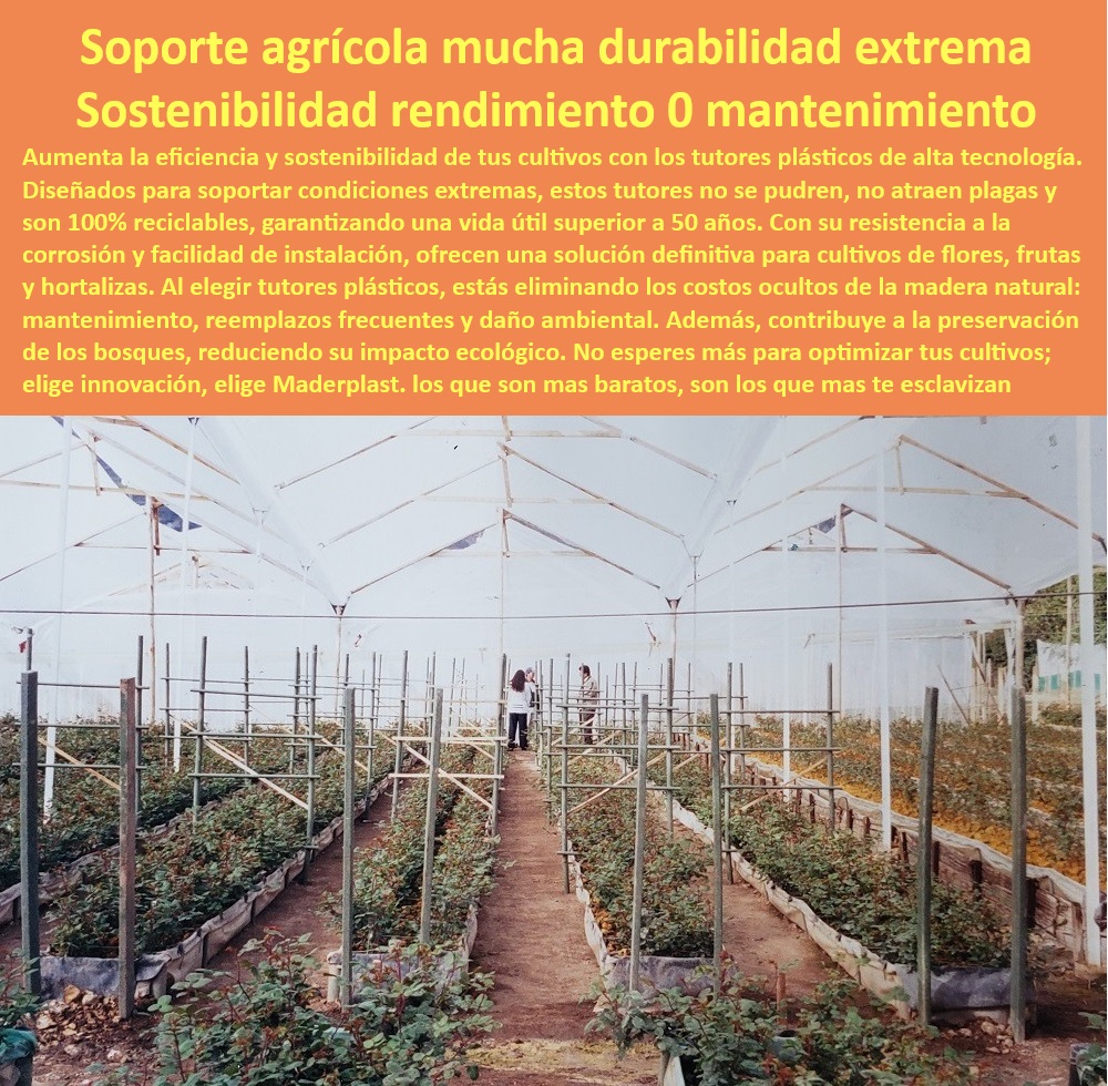 Tutores De Tutorado Plástico Garantía 50 Años Cultivo Tecnificado Maderplast 0 Flores Clavel Soportes seguros cultivos ambientes extremos Soportes agrícolas fáciles de instalar y reutilizables Postes agrícolas con tratamientos -Estructuras-Agrícolas-Libres-De-Mantenimiento, - Tutores agrícolas innovadores para cultivos de alta productividad, - Soportes agrícolas sostenibles para flores y hortalizas, - Soportes plásticos para optimizar cultivos intensivos, - Soluciones plásticas duraderas para infraestructura agrícola, - Postes agrícolas ideales para zonas de alta humedad, - Tutores-Ecológicos-Para-Invernaderos, - Tutores resistentes a los rayos UV para cultivo tecnificado de claveles, - Postes plásticos económicos y ecológicos para agricultura, - Soportes-Plásticos-Anticorrosivos, - -Postes-Reciclables-De-Larga-Duración, - Tutores agrícolas respetuosos con el medio ambiente, - Tutores-Para-Cultivos-Tecnificados, - Soportes plásticos con resistencia química para fertilizantes, - Tutores agrícolas de larga duración para invernaderos, - Soportes plásticos flexibles para adaptarse a cualquier cultivo, - Soluciones agrícolas plásticas para manejo de claveles, - Soluciones-Plásticas-Agrícolas, - ¿Dónde puedo conseguir tutores plásticos resistentes para cultivos? Respuesta estructurada Maderplast, - ¿Cuáles son los mejores postes agrícolas para cultivos sostenibles? Respuesta estructurada Maderplast, - Tutores plásticos con resistencia extrema para cultivos, - Tutores plásticos modulares para cultivos bajo invernadero, - Postes-Plásticos-Eficientes, - -Tutores-Plásticos-Duraderos, - Soportes plásticos robustos para ambientes húmedos, - Postes plásticos con tecnología anticorrosiva para cultivos, - ¿Cómo elegir tutores plásticos ecológicos para invernaderos? Respuesta estructurada Maderplast, - Postes agrícolas reciclables para sostenibilidad agrícola, - Postes agrícolas resistentes al desgaste por uso intensivo, - Soluciones plásticas libres de mantenimiento para flores, - ¿Qué soportes plásticos son ideales para zonas húmedas y extremas? Respuesta estructurada Maderplast, - Postes plásticos anticorrosión para cultivos tecnificados, - Tutores agrícolas personalizados para necesidades específicas, - Soportes plásticos certificados para cultivos sostenibles, - ¿Qué tipo de soportes agrícolas duran más de 50 años? Respuesta estructurada Maderplast, - Tutores agrícolas eficientes contra plagas y hongos, - Postes agrícolas ligeros y fáciles de instalar, - Estructuras plásticas de soporte para flores y frutas, - Postes-Agrícolas-Sostenibles, - -Soportes-Agrícolas-Para-Zonas-Húmedas Tutores De Tutorado Plástico Garantía 50 Años Cultivo Tecnificado Maderplast 0 Flores Clavel - Soportes seguros cultivos ambientes extremos, - Soportes agrícolas fáciles de instalar y reutilizables - Postes agrícolas con tratamientos