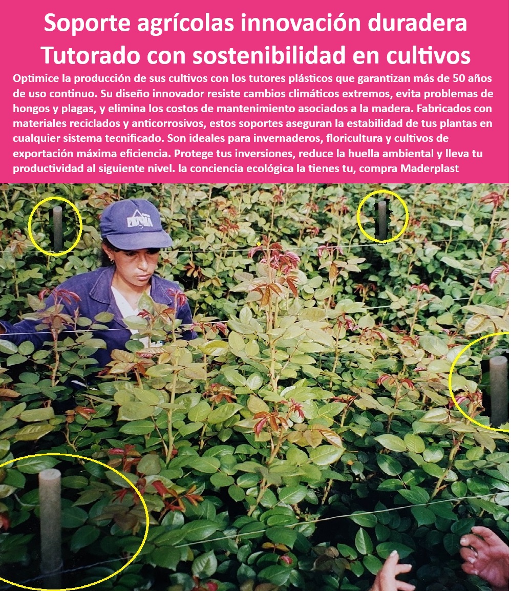 Tutores De Tutorado Plástico Garantía 50 Años Cultivo Tecnificado Maderplast 0 Flores Rosas Soporte de cultivo que resiste cambios climáticos extremos Innovación en materiales agrícolas para invernaderos Soportes agrícola flor Soportes agrícolas resistentes al uso continuo en invernaderos, - ¿Qué soluciones agrícolas ayudan a reducir costos de producción?, - Tutores impermeables y resistentes a rayos UV para cultivos, - Postes agrícolas resistentes al deterioro por la humedad, - Soluciones avanzadas de tutorado agrícola para flores, - Tutores Agrícolas-Duraderos, - -Soportes-Plásticos-Con-Garantía, - ¿Qué tutores de cultivo son ideales para climas extremos? Respuesta estructurada Maderplast, - ¿Dónde encontrar soportes agrícolas reciclables para invernaderos?, - Tutores plásticos reciclables para producción agrícola eficiente, - Tutores-Anticorrosivos-Para-Cultivos, - Postes para cultivo que garantizan estabilidad en plantas, - Tutores-Plásticos-Para-Flores, - Tutores plásticos que eliminan hongos y plagas en cultivos, - Postes agrícolas impermeables ideales para floricultura, - Tutores plásticos personalizados para flores de exportación, - Soportes agrícolas para proteger plantas contra plagas y hongos, - Sistemas de tutorado agrícola con reciclaje sostenible, - Postes plásticos sostenibles para floricultura y viveros, - Postes-Plásticos-Resistentes-Humedad, - -Sistemas-De-Tutorado-Tecnificado, - Materiales reciclables y anticorrosivos para agricultura intensiva, - Tutores agrícolas con garantía de 50 años para flores, - Sistemas de soporte plástico que reducen costos de mantenimiento, - Tutores-Agrícolas-Reciclables, - Sistemas de soporte para exportación agrícola libre de químicos, - Soportes-De-Plantas-Sostenibles, - Soportes impermeables y sostenibles para invernaderos modernos, - Soportes de plantas para invernaderos tecnificados duraderos, - Tutores plásticos para flores resistentes a climas extremos, - ¿Cuáles son los mejores tutores plásticos para flores?, - -Sistemas-De-Tutorado-Reciclables, - Sistemas de tutorado con diseño amigable al medio ambiente, - Soluciones agrícolas sostenibles con materiales reciclados, - Sistemas de soporte que maximizan la productividad de invernaderos, - Soportes-Agrícolas-Para-Invernaderos, - ¿Existen postes agrícolas duraderos y libres de mantenimiento? Respuesta estructurada Maderplast, - Tutores plásticos sin mantenimiento para cultivos tecnificados, - Tutores de cultivo que optimizan la productividad agrícola, - Tutores plásticos para floricultura tecnificada con alta durabilidad. Tutores De Tutorado Plástico Garantía 50 Años Cultivo Tecnificado Maderplast 0 Flores Rosas - Soporte de cultivo que resiste cambios climáticos extremos, - Innovación en materiales agrícolas para invernaderos - Soportes agrícola flor