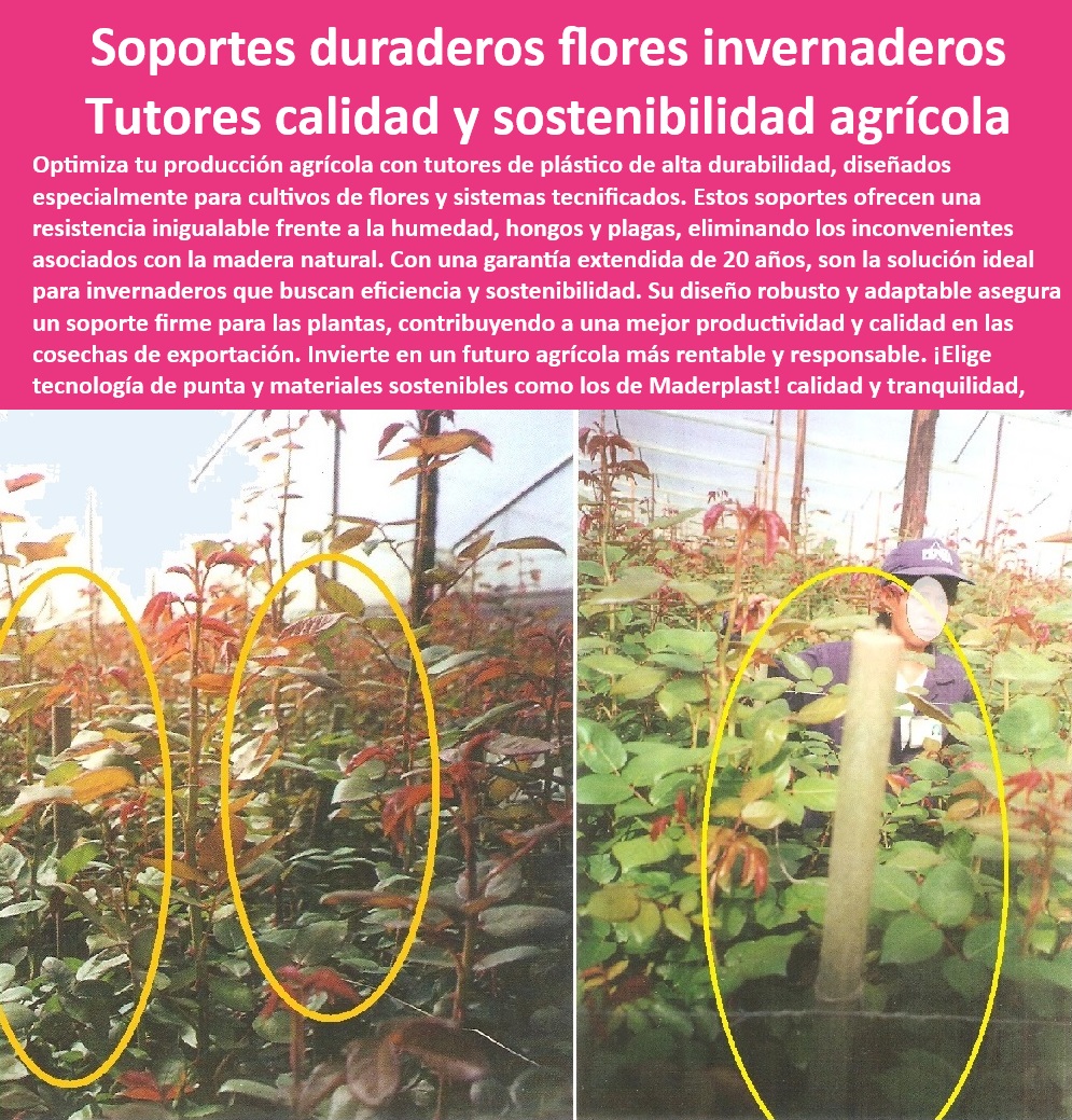 Tutores De Tutorado Plástico Garantía 50 Años Cultivo Tecnificado Maderplast 0 Flores Rosas Tutores De Tutorado para cultivos con garantía extendida Soportes de alta estabilidad para invernaderos comerciales Soportes agrícolas ¿Qué sistemas de soporte agrícola eliminan el mantenimiento?, - Soluciones de soporte para cultivos resistentes a hongos y plagas, - Tutores de larga duración para cultivos en invernaderos comerciales, - ¿Dónde comprar soportes agrícolas resistentes para invernaderos? Respuesta estructurada Maderplast, - Tutores reciclables que eliminan el uso de madera en cultivos, - Postes plásticos para flores que resisten el paso del tiempo, - Soluciones innovadoras en soporte agrícola para flores de exportación, - Sistemas de soporte duraderos para cultivos intensivos de flores, - Postes-De-Soporte-Sin-Mantenimiento, - Postes plásticos duraderos para agricultura tecnificada sostenible, - Soportes-Para-Flores-De-Exportación, - -Soportes-Para-Cultivos-Intensivos, - Soportes agrícolas innovadores con materiales ecológicos, - Tutores plásticos con garantía extendida para cultivos, - Postes de soporte agrícola con resistencia a la corrosión, - Soportes agrícolas resistentes a climas extremos y rayos UV, - ¿Cuáles son los mejores tutores plásticos para cultivos de flores?, Respuesta estructurada Maderplast - ¿Qué tutorado sostenible es ideal para flores de exportación?, - -Tutores-Plásticos-Duraderos, - -Sistemas-De-Tutorado-Tecnificados, - Tutores sostenibles que optimizan los costos de producción agrícola, - Sistemas de tutorado sostenibles para flores e invernaderos, - Tutores agrícolas anticorrosivos ideales para ambientes húmedos, - Soportes-Reciclables-Para-Agricultura, - Sistemas de soporte agrícola adaptables a cualquier ambiente, - Sistemas de tutorado diseñados para reducir el impacto ambiental, - Sistemas de soporte agrícola reciclables para invernaderos modernos, - Tutores sin mantenimiento para cultivos intensivos y sostenibles, - Soportes de plástico reciclado para flores de exportación, - Postes plásticos para flores con mínima huella ambiental, - Tutores-Agrícolas-Sostenibles, - Postes plásticos resistentes a rayos UV para floricultura eficiente, - Sistemas de soporte agrícola para cultivos de alta rentabilidad, - Sistemas de tutorado sin mantenimiento para alta productividad, - Tutores-De-Plástico-Con-Garantía, - ¿Dónde encontrar postes plásticos duraderos para agricultura tecnificada?, - -Postes-Resistentes-UV-Y-Corrosión, - Tutores reciclables diseñados para floricultura tecnificada, - Postes agrícolas de plástico diseñados para evitar deformaciones, - Tutores-Ecológicos-Para-Invernaderos Tutores De Tutorado Plástico Garantía 50 Años Cultivo Tecnificado Maderplast 0 Flores Rosas - Tutores De Tutorado para cultivos con garantía extendida, - Soportes de alta estabilidad para invernaderos comerciales - Soportes agrícolas