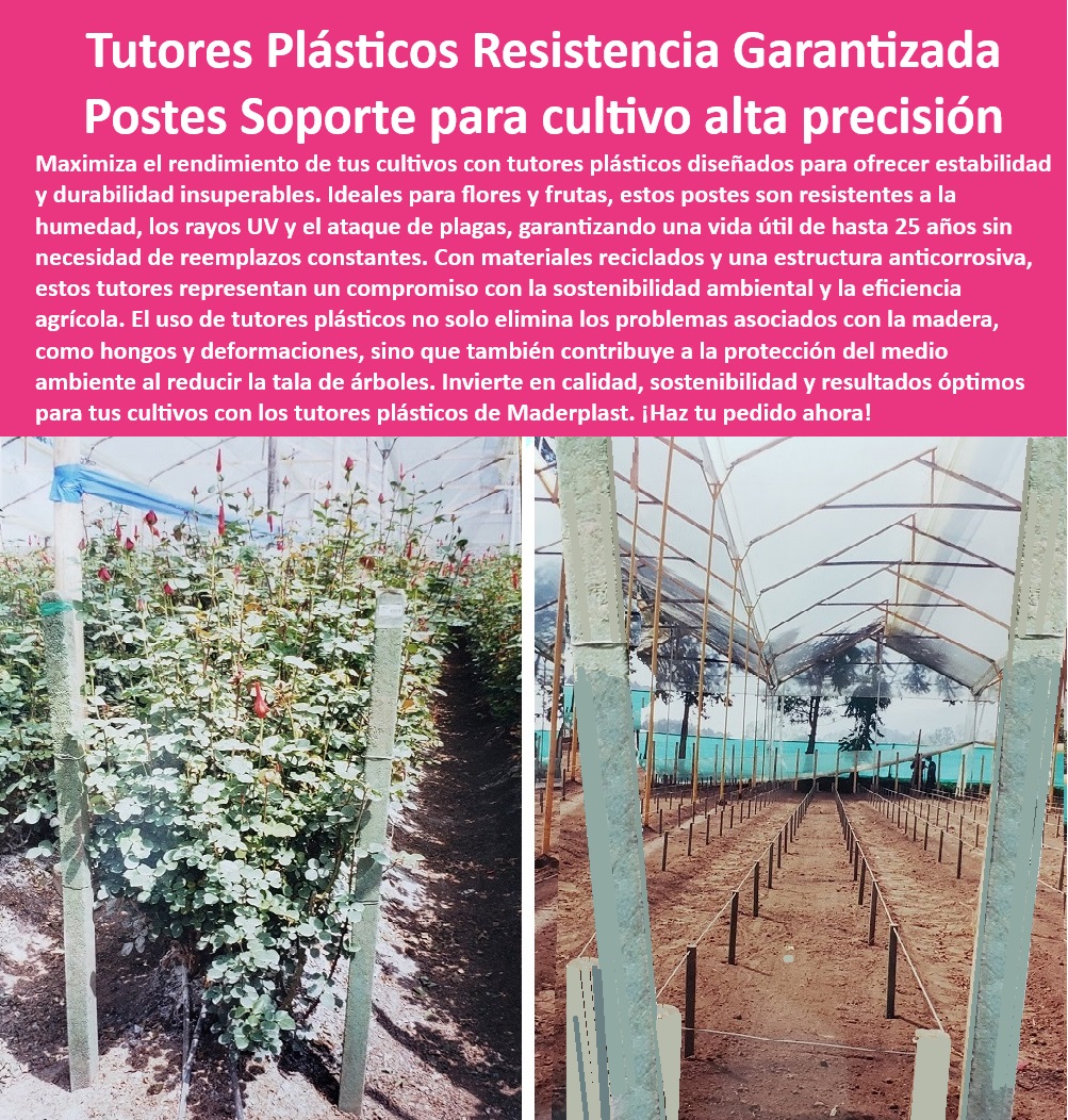 Tutores De Tutorado Plástico Garantía 50 Años Cultivo Tecnificado Maderplast 0 Flores Rosas Tutores para plantas con garantía de 25 años Soportes plásticos para agricultura tecnificada Postes de soporte cultivos flores frutas  0 Tutores agrícolas con protección contra rayos UV, - ¿Existen tutores de plásticos reciclados para invernaderos? Respuesta estructurada Maderplast, - Estructuras plásticas para cultivo intensivo de flores, - Tutores-Plásticos-Para-Cultivo, - Tutores plásticos resistentes a la humedad y plagas, - Soportes de plástico robustos para manejo de flores, - Tutores ecológicos para producción agrícola sostenible, - Soportes-Agrícolas-Con-Garantía, - -Postes Agrícolas-Duraderos, - -Estructuras-Plásticas-Para-Invernaderos, - -Postes-Para-Cultivos-Sostenibles, - -Tutores-Duraderos-Para-Frutas, - ¿Dónde puedo comprar tutores plásticos resistentes para cultivos? Respuesta estructurada Maderplast, - Soluciones plásticas para cultivos con alta humedad, - Soportes plásticos para cultivo tecnificado de frutas, - Tutores plásticos de larga duración para invernaderos, - Postes de soporte plástico para cultivos de flores, - ¿Cuáles son los mejores postes plásticos para agricultura tecnificada? Respuesta estructurada Maderplast, - Postes de soporte plástico para producción de frutas, - Soportes plásticos innovadores para cultivos protegidos, - ¿Qué tutor agrícola es ideal para flores y frutas? Respuesta estructurada Maderplast, - -Tutores-Plásticos-Anticorrosivos, - Tutores plásticos certificados para sistemas de tutorado, - Soportes-Plásticos-Ecológicos, - Tutores agrícolas sostenibles para reducir tala de árboles, - Agricultura-Tecnificada-Resistente, - -Postes-Plásticos-Con-Larga-Duración, - Soportes plásticos resistentes a productos químicos, - Tutores agrícolas impermeables y duraderos, - Soportes agrícolas plásticos para cultivos ecológicos, - Tutores plásticos resistentes para cultivos intensivos, - Soluciones plásticas anticorrosivas para cultivos agrícolas, - Postes plásticos eficientes para cultivos hidropónicos, - Postes plásticos reciclados para sistemas de riego agrícola, - Postes plásticos amigables con el medio ambiente, - Puestos agrícolas libres de mantenimiento para cultivos, - Tutores resistentes a los rayos UV para agricultura tecnificada, - Soportes plásticos duraderos para agricultura tecnificada, - ¿Cómo elegir soportes plásticos duraderos para cultivos intensivos? Respuesta estructurada Maderplast, - Postes plásticos anticorrosión para invernaderos Tutores De Tutorado Plástico Garantía 50 Años Cultivo Tecnificado Maderplast 0 Flores Rosas - Tutores para plantas con garantía de 25 años, - Soportes plasticos para agricultura tecnificada - Postes de soporte cultivos flores frutas -