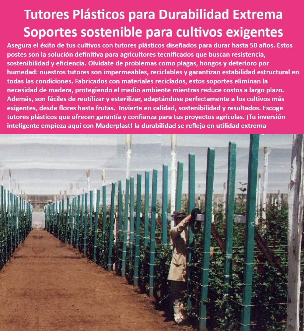 Tutores De Tutorado Plástico Garantía 50 Años Cultivo Tecnificado Maderplast 0 Flores Rosas Tutores plásticos de larga duración para cultivos intensivos Soportes agrícolas duraderos y sin mantenimiento Soporte uvas vivo resisten -Sistemas-De-Tutorado-Impermeables, - Postes agrícolas reciclables que reducen los costos de mantenimiento, - Postes-Plásticos-Resistentes-Humedad, - Tutores plásticos duraderos para cultivos agrícolas intensivos, - Soportes de plantas que aumentan la eficiencia de cultivos, - Tutores-Plásticos-Agrícolas, - -Tutores-Anticorrosivos-Para-Uvas, - -Soportes-Para-Cultivos-Sostenibles, - Tutores impermeables y sostenibles para zonas de alta humedad, - ¿Qué sistemas de tutorado son resistentes a la corrosión? Respuesta estructurada Maderplast, - Sistemas de tutorado profesional para flores y frutas, - Sistemas-De-Soporte-Ecológico, - Postes agrícolas anticorrosión para cultivos de uvas, - Soportes plásticos reciclables para agricultura sostenible, - Postes agrícolas ecológicos para invernaderos modernos, - Postes de plástico para zonas húmedas en cultivos de exportación, - Tutores de cultivo tecnificado para flores de exportación, - Soluciones agrícolas avanzadas con tutores plásticos, - Sistemas de soporte plástico para producción agrícola eficiente, - Tutores-Agrícolas-Con-Garantía, - Tutores de larga duración para invernaderos y exteriores, - Soluciones agrícolas sostenibles con tutores impermeables, - Tutores agrícolas libres de mantenimiento para cultivos tecnificados, - Sistemas de tutorado libres de químicos para agricultura sostenible, - Soluciones-Agrícolas-Sostenibles, - ¿Qué soportes agrícolas son más sostenibles y duraderos? Respuesta estructurada Maderplast, - Soportes agrícolas para optimizar la productividad de invernaderos, - Tutores plásticos para reducir el impacto ambiental en cultivos, - Sistemas de tutorado resistentes a la humedad para flores, - Sistemas de tutorado agrícola con resistencia UV certificada, - Sistemas de tutorado con garantía de 50 años, - Soportes-De-Plantas-Duraderos, - ¿Cuáles son los mejores soportes para cultivos intensivos? Respuesta estructurada Maderplast, - Soportes plásticos que eliminan hongos y plagas en cultivos, - ¿Existen tutores agrícolas con garantía para uvas? Respuesta estructurada Maderplast, - Soportes agrícolas personalizados para flores y frutas, - ¿Dónde comprar tutores de plásticos reciclables para flores? Respuesta estructurada Maderplast, - -Sistemas-De-Tutorado-Reciclables, - Postes resistentes para climas extremos en agricultura intensiva, - Tutores reciclables para proteger el medio ambiente en agricultura. Tutores De Tutorado Plástico Garantía 50 Años Cultivo Tecnificado Maderplast 0 Flores Rosas - Tutores plásticos de larga duración para cultivos intensivos, - Soportes agrícolas duraderos y sin mantenimiento - Soporte uvas viv resisten 