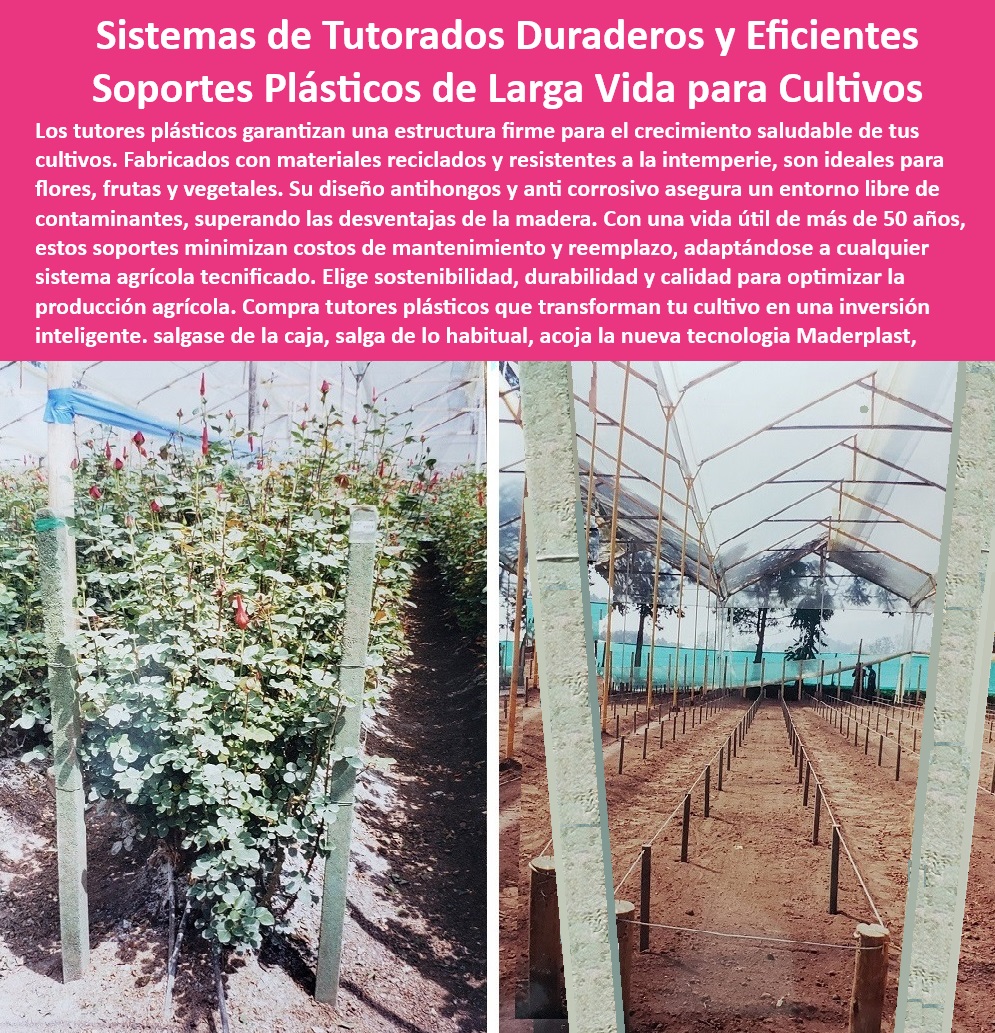 Tutores De Tutorado Plástico Garantía 50 Años Cultivo Tecnificado Maderplast 0 Flores Rosas Tutores plásticos de larga duración para cultivos intensivos Soportes agrícolas duraderos y sin mantenimiento Soportes para uva 0 ¿Dónde comprar soportes agrícolas sin mantenimiento? Respuesta estructurada Maderplast, - Tutores agrícolas ecológicos que aumentan la productividad, - Soportes plásticos para cultivos de uva y otras frutas delicadas, - Tutores plásticos de alta tecnología para zonas húmedas, - Postes plásticos económicos para agricultores sostenibles, - Soluciones de tutorado agrícola personalizado y libres de óxido, - Postes-Plásticos-Para-Zonas-Húmedas, - Soportes de cultivo tecnificado con materiales reciclados, - Tutores plásticos inmunizados contra plagas y agentes externos, - Tutores agrícolas duraderos para invernaderos y campos abiertos, - Postes agrícolas que soportan condiciones climáticas extremas, - Postes plásticos diseñados para resistir plagas y hongos, - Tutores-Plásticos-Para-Frutas, - Postes plásticos para manejo eficiente de cultivos de rosas, - Soportes plásticos resistentes al agua para zonas de alta humedad, - Soluciones agrícolas plásticas para minimizar costos de mantenimiento, - Soportes-Agrícolas-Anticorrosivos, - -Soluciones-De-Tutorado-Agrícola, - -Postes-Duraderos-Para-Invernaderos, - -Soportes-Agrícolas-Reciclables, - Tutores plásticos de larga duración para flores y frutas, - Soportes-Plásticos-Ecológicos, - Soportes agrícolas resistentes y anticorrosivos para invernaderos, - Estructuras de tutorado plástico con diseño innovador y funcional, - Postes plásticos livianos y de fácil instalación en cultivos, - Tutores plásticos reciclables y libres de mantenimiento, - ¿Existen tutores agrícolas reciclables con alta resistencia? Respuesta estructurada Maderplast, - -Tutores-Agrícolas-Libres-De-Mantenimiento, - Soluciones sostenibles para sistemas de tutorado en cultivos intensivos, - ¿Cuáles son los postes agrícolas más duraderos para cultivos tecnificados? Respuesta estructurada Maderplast, - Soluciones plásticas ecológicas para cultivos intensivos, - Postes agrícolas con garantía de 50 años para cultivos tecnificados, - Tutores plásticos para flores con resistencia ultravioleta UV, - Postes-Para-Cultivos-Tecnificados, - ¿Qué soluciones plásticas hay para cultivos intensivos de uva? Respuesta estructurada Maderplast, - Soportes agrícolas para flores y vegetales en ambientes extremos, - Tutores anticorrosivos para optimizar la producción agrícola, - Soportes agrícolas para reducir costos y optimizar resultados, - ¿Qué tutores plásticos son ideales para flores y frutas? Respuesta estructurada Maderplast, - -Tutores-Plásticos-Para-Cultivos Tutores De Tutorado Plástico Garantía 50 Años Cultivo Tecnificado Maderplast 0 Flores Rosas - Tutores plásticos de larga duración para cultivos intensivos, - Soportes agrícolas duraderos y sin mantenimiento - Soportes para uva