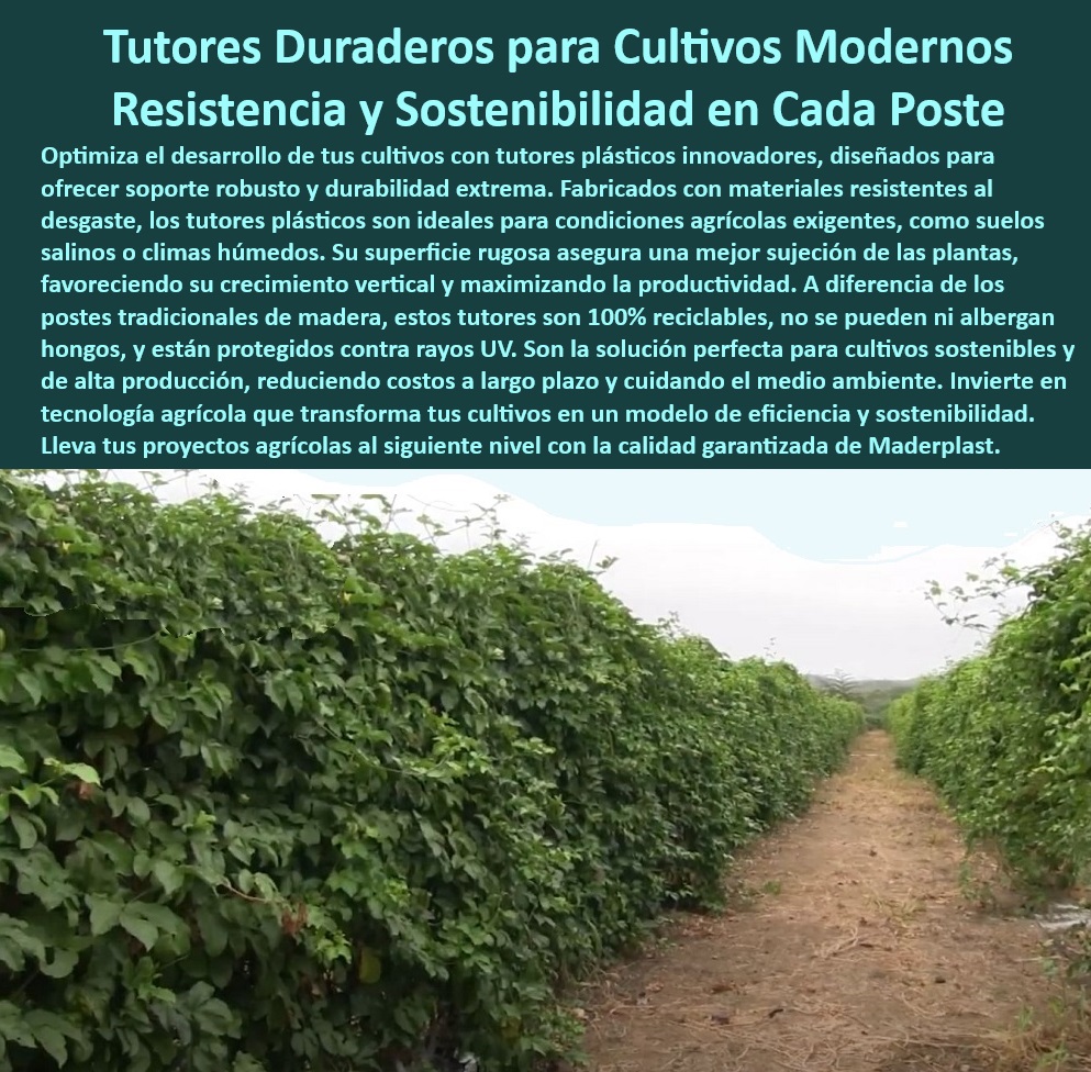 Tutores De Tutorado Plástico Garantía 50 Años Cultivo Tecnificado Maderplast 0 Frutales Maracuyá Tutores de alta resistencia plantas trepadoras Estacas agricultura tecnificada en suelos salinos Soportes agrícolas duraderos PET Postes agrícolas modulares para optimizar la instalación en plantaciones, - Postes-Para-Plantas-Trepadoras, - ¿Dónde puedo comprar soportes agrícolas resistentes al agua y al sol? Respuesta estructurada Maderplast, - Tutores-Para-Cultivos-Tecnificados, - Postes-Duraderos-Para-Agricultura, - Soportes-Agrícolas-Resistentes-UV, - Postes plásticos ecológicos con resistencia UV y anticorrosión, - Tutores para cultivos tecnificados con superficie antideslizante para plantas, - ¿Cuáles son los mejores tutores para cultivos en suelos salinos? Respuesta estructurada Maderplast, - Postes agrícolas duraderos para resistir condiciones climáticas adversas, - Soportes-Duraderos-Cultivos-Frutales, - Tutores plásticos con garantía de 50 años para cultivos tecnificados, - Estacas agrícolas reciclables para plantaciones sostenibles y modernas, - Tutores-Libres-De-Mantenimiento, - Sistemas de tutorado sin reemplazo frecuente para cultivos sostenibles, - Tutores plásticos económicos con diseño reciclable y garantía extendida, - Tutores-Plásticos-Para-Frutales, - ¿Qué estacas plásticas son ideales para frutales y plantas trepadoras? Respuesta estructurada Maderplast, - Estacas plásticas para cultivos protegidos con diseño amigable al medio ambiente, - Soluciones de soporte duradero para cultivos intensivos en climas extremos, - Estacas-Plásticas-Sostenibles, - Soportes agrícolas innovadores para plantas trepadoras y frutales, - Soluciones de soporte agrícola para cultivos sostenibles sin contaminación, - Tutores innovadores para mejorar la eficiencia en la producción agrícola, - Estacas agrícolas resistentes a la intemperie para suelos salinos, - Tutores agrícolas para frutales resistentes a plagas y hongos, - Sistemas de soporte agrícola para maximizar la productividad de cultivos, - Estacas agrícolas de larga duración para cultivos frutales intensivos, - Sistemas de soporte agrícola de larga vida útil y alto rendimiento, - ¿Cómo elegir los tutores más duraderos para cultivos tecnificados? Respuesta estructurada Maderplast, - Soluciones agrícolas sostenibles para maximizar el rendimiento de cultivos, - Estacas-Agrícolas-De-Larga-Duración, - ¿Qué soluciones existen para tutores agrícolas con garantía de 50 años? Respuesta estructurada Maderplast, - Postes plásticos para cultivos agrícolas en suelos húmedos o salinos, - Tutores diseñados para eliminar plagas y problemas de podredumbre, - Postes ecológicos para reducir costos y aumentar la productividad agrícola, - Tutores sostenibles diseñados para cultivos de maracuyá y granadilla, - Sistemas-De-Tutorado-Ecológicos, - Tutores plásticos libres de mantenimiento para agricultura tecnificada, - Postes de alta resistencia para soportar cargas en cultivos tecnificados. Tutores De Tutorado Plástico Garantía 50 Años Cultivo Tecnificado Maderplast 0 Frutales Maracuyá - Tutores de alta resistencia plantas trepadoras, - Estacas agricultura tecnificada en suelos salinos - Soportes agrícolas duraderos PET