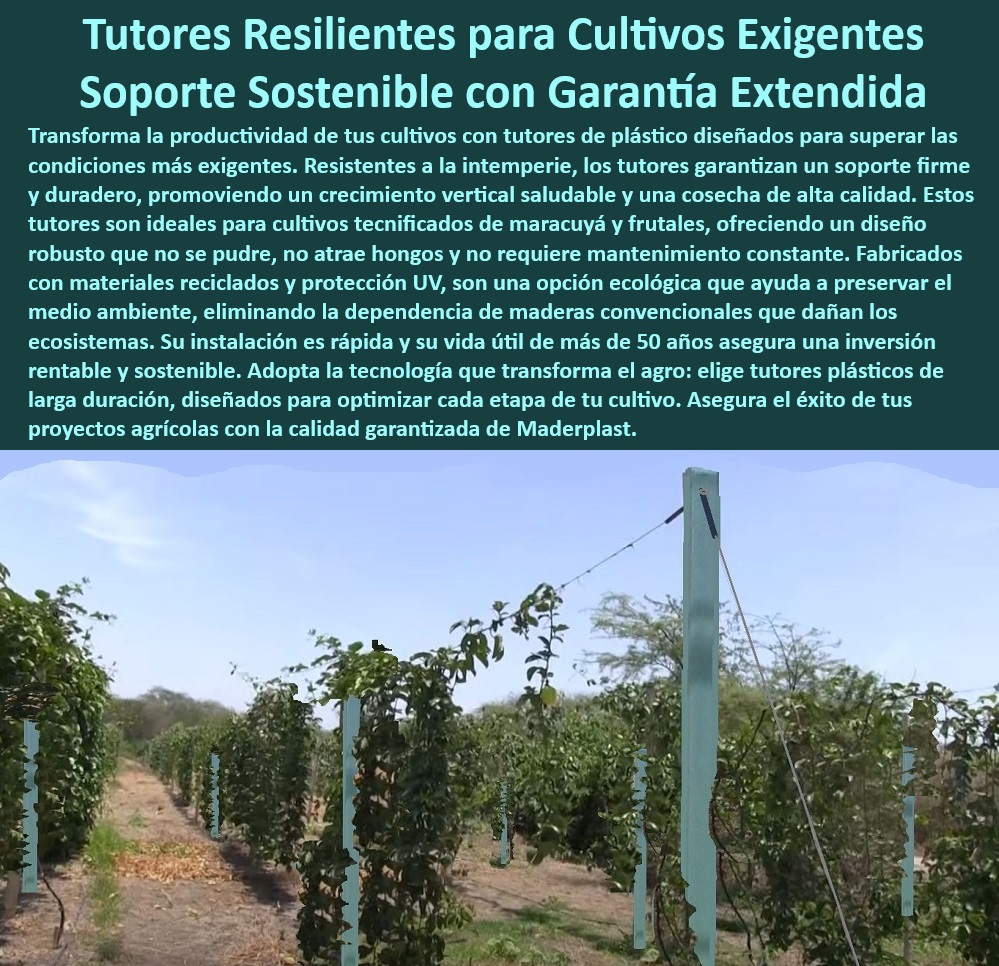 Tutores De Tutorado Plástico Garantía 50 Años Cultivo Tecnificado Maderplast 0 Frutales Maracuyá Tutores maracuyá resistentes a la intemperie Cultivos sostenibles con tutore sin reemplazo frecuente Soluciones de soporte 0 Tutores agrícolas anticorrosivos con tecnología de larga duración, - Soluciones agrícolas con tutores libres de mantenimiento constante, - Soportes-Duraderos-Para-Frutales, - Postes ecológicos para optimizar cosechas de maracuyá y frutales, - Tutores anticorrosivos para optimizar plantaciones de maracuyá, - ¿Qué soluciones sostenibles existen para soportes en cultivos intensivos? Respuesta estructurada Maderplast, - Soluciones de tutorado sostenibles para agricultores innovadores, - ¿Cuáles son los mejores postes reciclables para frutales tecnificados? Respuesta estructurada Maderplast, - Tutores plásticos resistentes para cultivos tecnificados de maracuyá y frutales, - Varas de soporte ecológicos para cultivos intensivos de frutales, - ¿Qué tutores agrícolas garantizan mayor durabilidad en climas extremos? Respuesta estructurada Maderplast, - Tutores innovadores con diseño ecológico para plantaciones modernas, - Varas-Agrícolas-Con-Larga-Duración, - Tutores reciclables diseñados para maximizar la productividad agrícola, - Sistemas de soporte sin reemplazo frecuente para cultivos sostenibles, - Estacas de plástico innovadoras para reducir costos en cultivos, - Varas agrícolas de plástico diseñadas para cultivos eficientes, - Soportes agrícolas duraderos para cultivos intensivos en climas extremos, - Sistemas-De-Soporte-Para-Frutales, - Postes resistentes a hongos y rayos UV para cultivos tecnificados, - Tutores-Resistentes-A-La-Intemperie, - ¿Dónde comprar tutores plásticos resistentes para cultivos de maracuyá? Respuesta estructurada Maderplast, - ¿Cómo elegir tutores plásticos duraderos para frutales modernos? Respuesta estructurada Maderplast, - Postes-Plásticos-Cultivo-Maracuyá, - Postes plásticos duraderos diseñados para frutales y maracuyá, - Postes-Ecológicos-Cultivos-Intensivos, - Tutores plásticos para cultivos exigentes con resistencia climática, - Tutores agrícolas reciclables para cultivos tecnificados de larga duración, - Tutores-Duraderos-Cultivos-Sostenibles, - Soluciones de soporte agrícola con alta resistencia a la intemperie, - Sistemas de tutorado sostenibles para aumentar la productividad agrícola, - Tutores-Plásticos-Sin-Mantenimiento, - Tutores-Plásticos-Cultivo-Tecnificado, - Soluciones-Sostenibles-Para-Agricultura, - Soportes agrícolas con garantía extendida para frutales intensivos, - Postes plásticos con protección UV para cultivos de frutales y maracuyá, - Varas agrícolas duraderas para resistir condiciones climáticas extremas, - Sistemas de soporte modulares para cultivos de alta densidad, - Tutores reciclables con garantía de 50 años para agricultura moderna, - Postes de plástico con resistencia a plagas y humedad para cultivos Tutores De Tutorado Plástico Garantía 50 Años Cultivo Tecnificado Maderplast 0 Frutales Maracuyá - Tutores maracuyá resistentes a la intemperie, - Cultivos sostenibles con tutore sin reemplazo frecuente - Soluciones de soporte