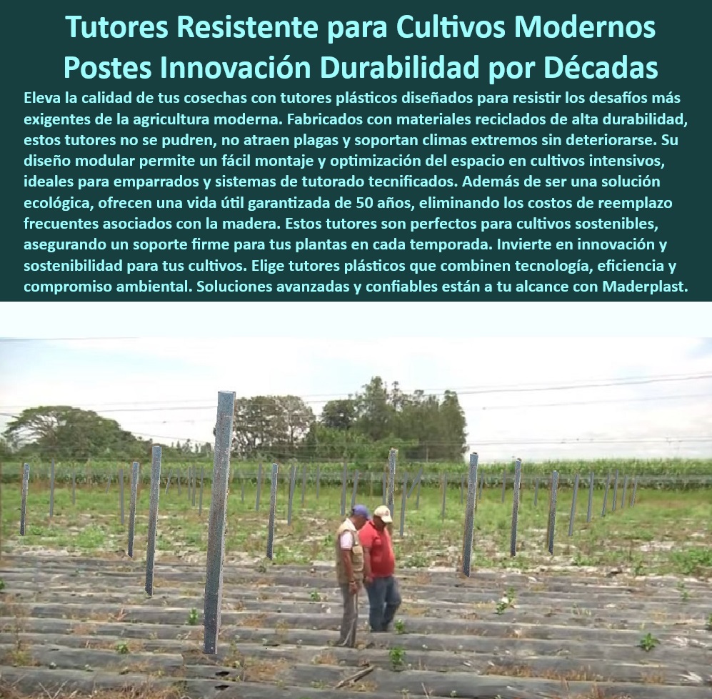 Tutores De Tutorado Plástico Garantía 50 Años Cultivo Tecnificado Maderplast 0 Parral Emparrado Soporte agrícola con resistencia a climas extremos Soportes modulares maximizar el espacio en cultivos Postes resistencia UV Postes plásticos que aseguran estabilidad y resistencia en plantaciones, - Tutores de larga vida útil para proyectos agrícolas modernos, - Sistemas de tutorado plástico para reducir costos de mantenimiento agrícola, - ¿Qué tutores plásticos garantizan cosechas sin mantenimiento frecuente? Respuesta estructurada Maderplast, -  Soluciones de soporte agrícola respetuosas con el medio ambiente, - Tutores agrícolas sin podredumbre, ideales para sistemas tecnificados, - Postes de soporte agrícola que maximizan la eficiencia del espacio, - Tutores agrícolas sin riesgo de plagas para cosechas saludables, - Soportes agrícolas modulares diseñados para maximizar el espacio en cultivos, - Tutores-Plásticos-Para-Cultivos-Tecnificados, - Soluciones plásticas avanzadas para optimizar cultivos de gran escala, - ¿Dónde comprar tutores de plásticos reciclados para cultivos sostenibles? Respuesta estructurada Maderplast, -  -Postes-Agrícolas-Resistentes-A-UV, - Soluciones avanzadas en tutorado para cultivos de alta densidad, - Tutores plásticos resistentes para cultivos tecnificados con garantía de 50 años, - Tutores agrícolas sin mantenimiento para cultivos intensivos al aire libre, - Postes de soporte agrícola resistentes a climas extremos y plagas, - Postes para cultivos verticales resistentes a condiciones extremas, - Soluciones-Plásticas-Para-Agricultura, - Soportes-Modulares-Para-Cultivos, - Emparrados-Plásticos-Para-Cultivos, - Estacas-Plásticas-Sin-Mantenimiento, - Sistemas agrícolas avanzados que optimizan cosechas y productividad, - Estacas agrícolas con diseño modular para mayor eficiencia en cultivos, - Postes-Para-Rotación-De-Cultivos, - Sistemas de emparrado agrícola con postes de alta durabilidad UV, - ¿Cuáles son los mejores postes agrícolas resistentes a climas extremos? Respuesta estructurada Maderplast, -  Postes agrícolas reciclables con resistencia a rayos UV y humedad, - Postes-Resistentes-A-Climas-Extremos, - Tutores-Sostenibles-Con-Garantía, - Estacas agrícolas sin mantenimiento diseñadas para climas variables, - Soluciones de emparrado plástico para cultivos intensivos tecnificados, - Postes agrícolas de alta resistencia diseñados para uso continuo, - ¿Qué opciones de emparrados agrícolas son sostenibles y duraderos? Respuesta estructurada Maderplast, -  Postes plásticos reciclados para cultivos sostenibles y productivos, - Soluciones plásticas innovadoras para cultivos de exportación sostenibles, - Sistemas agrícolas de bajo impacto ambiental con tutores reciclados, - Varas agrícolas para emparrados sostenibles y rotación de cultivos, - Sistemas-De-Tutorado-Sostenibles, - ¿Qué sistemas de tutorado optimizan espacio en cultivos intensivos? Respuesta estructurada Maderplast, Tutor Tutores De Tutorado Plástico Garantía 50 Años Cultivo Tecnificado Maderplast 0 Parral Emparrado - Soporte agrícola con resistencia a climas extremos, - Soportes modulares maximizar el espacio en cultivos - Postes resistencia UV Tutor