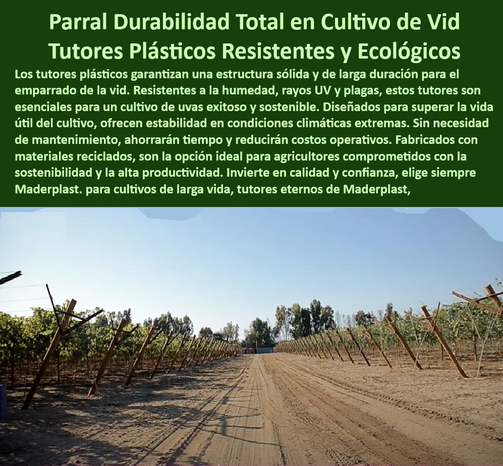 Tutores De Tutorado Plástico Garantía 50 Años Cultivo Tecnificado Maderplast 0 Parral viñedos Soluciones sostenibles invernaderos tecnificados Tutor frutales resistencia al sol y humedad Soportes plantas de alto Postes ecológicos para plantaciones de frutas y verduras, - Tutores de larga duración para plantaciones de uvas y frutales, - Estructuras agrícolas que mejoran la eficiencia y la sostenibilidad, - Postes para viñedos que reducen los costos operativos agrícolas, - Tutores-Plásticos-Para-Cultivos, - Postes agrícolas con protección UV para climas cálidos y húmedos, - Estructuras recicladas para soporte agrícola en invernaderos, - Sistemas de cultivo intensivo con tutores duraderos y ecológicos, - Postes de emparrado resistentes al sol y la humedad para viñedos, - ¿Cómo elegir soportes agrícolas que reduzcan costos de mantenimiento? Respuesta estructurada Maderplast, - -Soportes-De-Plantas-Reciclados, - -Estructuras-Plásticas-Anti Mantenimiento, - Soportes agrícolas de bajo mantenimiento para cultivos de vid, - Tutores plásticos reciclados para cultivos sostenibles y duraderos, - Soportes-Agrícolas-Sostenibles, - ¿Cuáles son los beneficios de usar postes reciclados en agricultura? Respuesta estructurada Maderplast, - -Tutores-Duraderos-Para-Viñedos, - Tutores plásticos para agricultura moderna y sostenible, - Tutores plásticos para cultivos que no requieren mantenimiento, - ¿Qué soportes agrícolas son mejores para plantaciones frutales? Respuesta estructurada Maderplast, - -Postes-Resistentes-A-Rayos-UV, - Soportes agrícolas sostenibles que maximizan la productividad, - Tutores-Anticorrosivos-Para-Agricultura, - Soportes de plantas innovadoras con baja huella de carbono, - Soportes plásticos para cultivos intensivos en invernaderos tecnificados, - Tutores resistentes a fertilizantes y productos químicos agrícolas, - Sistemas de tutorado plásticos para viñedos en climas extremos, - Postes agrícolas ecológicos con garantía de resistencia UV, - Tutores resistentes al agua y plagas para cultivos tecnificados, - Soportes agrícolas anticorrosivos diseñados para optimizar el rendimiento, - Tutores reciclables diseñados para uso intensivo en agricultura, - ¿Qué tutores para viñedos resisten la humedad y los rayos UV? Respuesta estructurada Maderplast, - -Soportes-Innovadores-Para-Frutales, - -Postes-Ecológicos-De-Larga-Duración, - -Sistemas Agrícolas Modernos, - Postes agrícolas de alta resistencia para emparrados de vid, - Sistemas agrícolas que eliminan problemas de hongos y bacterias, - Estructuras de soporte plásticos ideales para cultivos frutales, - Tutores duraderos para cultivos tecnificados al aire libre, - ¿Dónde puedo comprar tutores plásticos para viñedos sostenibles? Respuesta estructurada Maderplast Tutores Tutores De Tutorado Plástico Garantía 50 Años Cultivo Tecnificado Maderplast 0 Parral viñedos - Soluciones sostenibles invernaderos tecnificados, - Tutor frutales resistencia al sol y humedad - Soportes plantas de alto Tutores