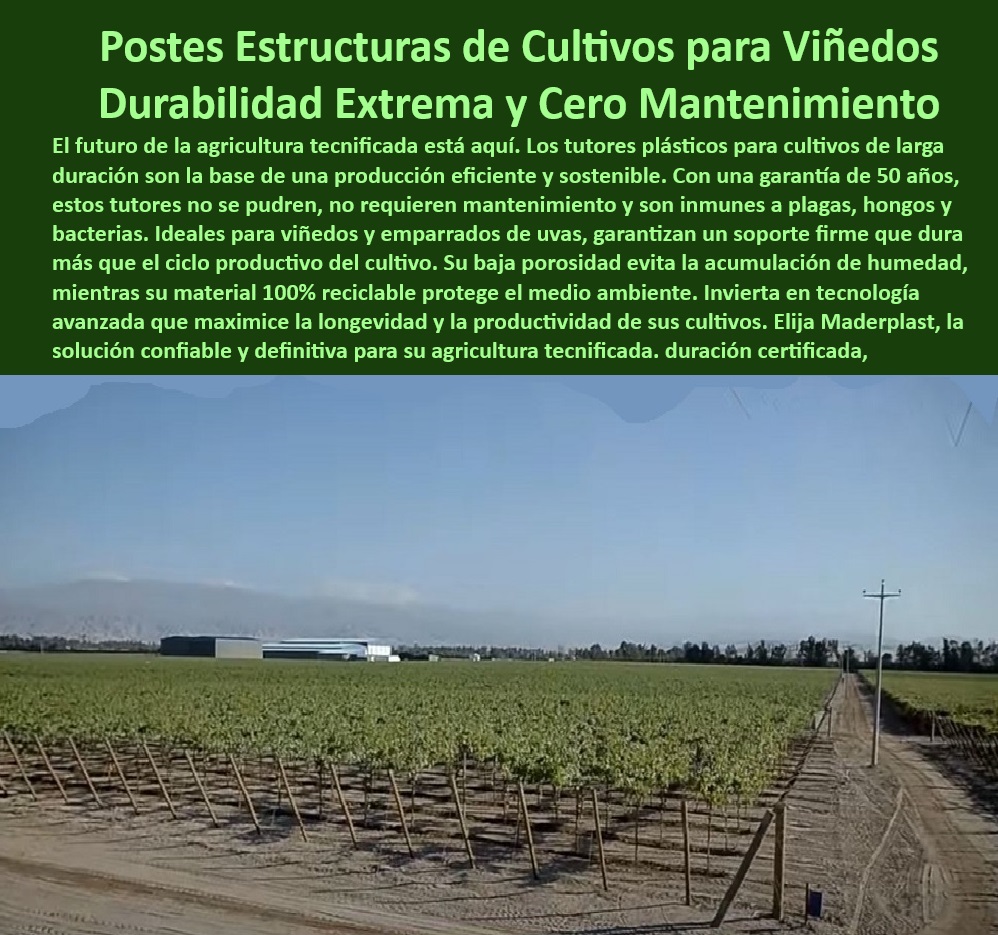 Tutores De Tutorado Plástico Garantía 50 Años Cultivo Tecnificado Maderplast 0 Parral viñedos Tutores invernaderos baja porosidad Estructuras sostenibles agricultura tecnificada Tutor sin riesgo de infestación de plagas Postes plásticos anticorrosivos diseñados para cultivos duraderos, - Tutores reciclables con protección UV para plantaciones extensas, - Soportes plásticos certificados para agricultura sostenible, - Tutores para viñedos tecnificados resistentes a climas extremos, - ¿Qué soportes agrícolas eliminan infestaciones en cultivos intensivos? Respuesta estructurada Maderplast, - Tutores agrícolas reciclables para agricultura sin impacto ambiental, - Tutores plásticos resistentes al deterioro por rayos UV, - Soportes plásticos resistentes a hongos y plagas para invernaderos, - Postes para agricultura ecológica de larga vida útil, - Postes-Duraderos-Sostenibles, - -Tutores-Ecológicos-Para-Cultivos, - Postes agrícolas reciclables para viñedos de alta producción, - Soportes-Agrícolas-Sin-Mantenimiento, - Estructuras agrícolas tecnológicas con baja huella de carbono, - Postes agrícolas que reducen los costos de producción agrícola, - ¿Qué tutores agrícolas resisten condiciones extremas y plagas? Respuesta estructurada Maderplast, - Tutores certificados para plantaciones de alto rendimiento agrícola, - Sistemas-De-Soporte-Ecológicos, - Tutores plásticos impermeables resistentes a la humedad y el calor, - Sistemas de soporte agrícola para cultivos a gran escala, - Tutores-Resistentes-Humedad-Plagas, - ¿Cómo elegir tutores de plásticos reciclables para cultivos tecnificados? Respuesta estructurada Maderplast, - -Soportes-Plásticos-De-Larga-Vida, - Soportes agrícolas ecológicos para cultivo tecnificado de frutas, - ¿Dónde encontrar tutores agrícolas reciclables para viñedos sostenibles? Respuesta estructurada Maderplast, - Postes agrícolas ligeros y fuertes para viñedos ecológicos, - Postes-Agrícolas-Anticorrosivos, - Tutores sostenibles con durabilidad garantizada de 50 años, - Postes de cultivo anticorrosivos ideales para suelos ácidos, - Tutores-Para-Cultivos-Extremos, - ¿Cuáles son los mejores postes para viñedos de duración? Respuesta estructurada Maderplast, - Tutores de alta resistencia para cultivos intensivos de uva, - Sistemas-Tecnificados-De-Tutorado, - Postes para viñedos que resisten infestaciones y bacterias, - Tutores de cultivo que optimizan la productividad agrícola sostenible, - Postes innovadores para viñedos con tecnología avanzada, - Sistemas plásticos de tutorado agrícola con garantía extendida, - Tutores agrícolas plásticos con baja porosidad para cultivos tecnificados, - Tutores-Reciclables-Para-Viñedos, - Postes para cultivos intensivos que eliminan mantenimiento continuo. Tutores De Tutorado Plástico Garantía 50 Años Cultivo Tecnificado Maderplast 0 Parral viñedos - Tutores invernaderos baja porosidad, - Estructuras sostenibles agricultura tecnificada - Tutor sin riesgo de infestación de plagas