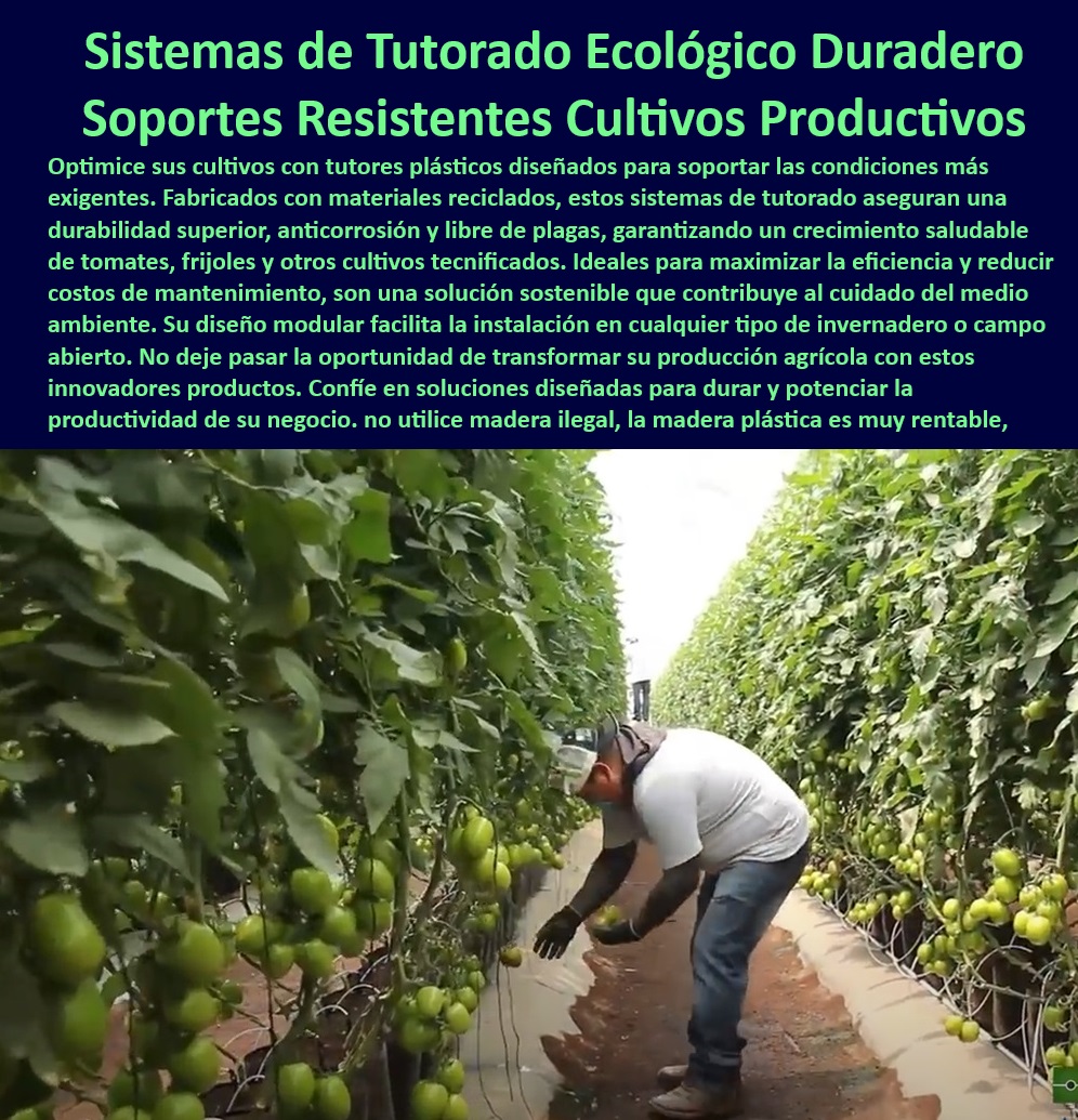 Tutores De Tutorado Plástico Garantía 50 Años Cultivo Tecnificado Maderplast 0 Tomates Materiales reciclados para emparrados de alta eficiencia Estacas resistentes a condiciones climáticas extremas Soportes plásticos para Tutor 0 Tutores de emparrado diseñados para cultivo de tomates orgánicos, - Tutores-Plásticos-Ecológicos, - Estacas de larga duración para cultivos tecnificados en climas extremos, - Postes plásticos para maximizar la productividad en cultivos de tomate, - Soportes-Plásticos-Agrícolas, - Materiales plásticos certificados para agricultura ecológica intensiva, - Tutores plásticos innovadores para cultivos protegidos de hortalizas, - Sistemas de soporte agrícolas libres de mantenimiento, - Materiales reciclables para sistemas de cultivo vertical en invernaderos, - Sistemas de tutorado ecológico para invernaderos de alto rendimiento, - Tutores anticorrosivos para maximizar la eficiencia agrícola, - Varas agrícolas para optimización de espacio y productividad, - Tutores plásticos diseñados para resistir condiciones de humedad extrema, - Tutores-Duraderos-Para-Tomates, - Estacas-Plásticas-Para-Cultivos, - Sistemas-De-Tutorado-Anticorrosivos, - Estacas ligeras y duraderas para cultivos intensivos de frutales, - Tutores-Reciclados-Agricultura, - Tutores sostenibles que contribuyen al cuidado del medio ambiente, - Postes agrícolas reciclados con protección UV y anticorrosión, - ¿Cuáles son los mejores sistemas de tutorado para cultivos intensivos? Respuesta estructurada Maderplast, - Soportes plásticos sostenibles para agricultura de precisión, - Materiales plásticos avanzados para agricultura sostenible, - Varas de tutorado diseñadas para cultivos orgánicos y tecnificados, - Sistemas agrícolas de soporte que garantizan cosechas más saludables, - Materiales-Sostenibles-Para-Cultivos, - ¿Qué materiales son ideales para tutorado sostenible en agricultura? Respuesta estructurada Maderplast, - Soportes agrícolas modulares y fáciles de instalar en invernaderos, - Postes-Resistentes-Invernaderos, - ¿Dónde puedo encontrar tutores plásticos para cultivos de tomate tecnificados? Respuesta estructurada Maderplast, - Sistemas de soporte agrícola eficientes y resistentes al desgaste, - ¿Qué ventajas tienen los tutores de plásticos reciclados para invernaderos? Respuesta estructurada Maderplast, - Tutores plásticos resistentes para cultivos intensivos de tomate, - Tutores plásticos con garantía de 50 años para cultivos intensivos, - ¿Cómo elegir tutores agrícolas resistentes al clima extremo? Respuesta estructurada Maderplast, - Sistemas-De-Tutorado-Resistentes, - Estacas plásticas anticorrosivas para cultivos al aire libre y bajo cubierta, - Materiales de alta tecnología para soluciones de tutorado agrícola, - Varas-De-Tutorado-Sostenibles, - Tutores reciclables diseñados para mejorar la eficiencia agrícola. Tutores De Tutorado Plástico Garantía 50 Años Cultivo Tecnificado Maderplast 0 Tomates - Materiales reciclados para emparrados de alta eficiencia, - Estacas resistentes a condiciones climáticas extremas, - Soportes plásticos para Tutor