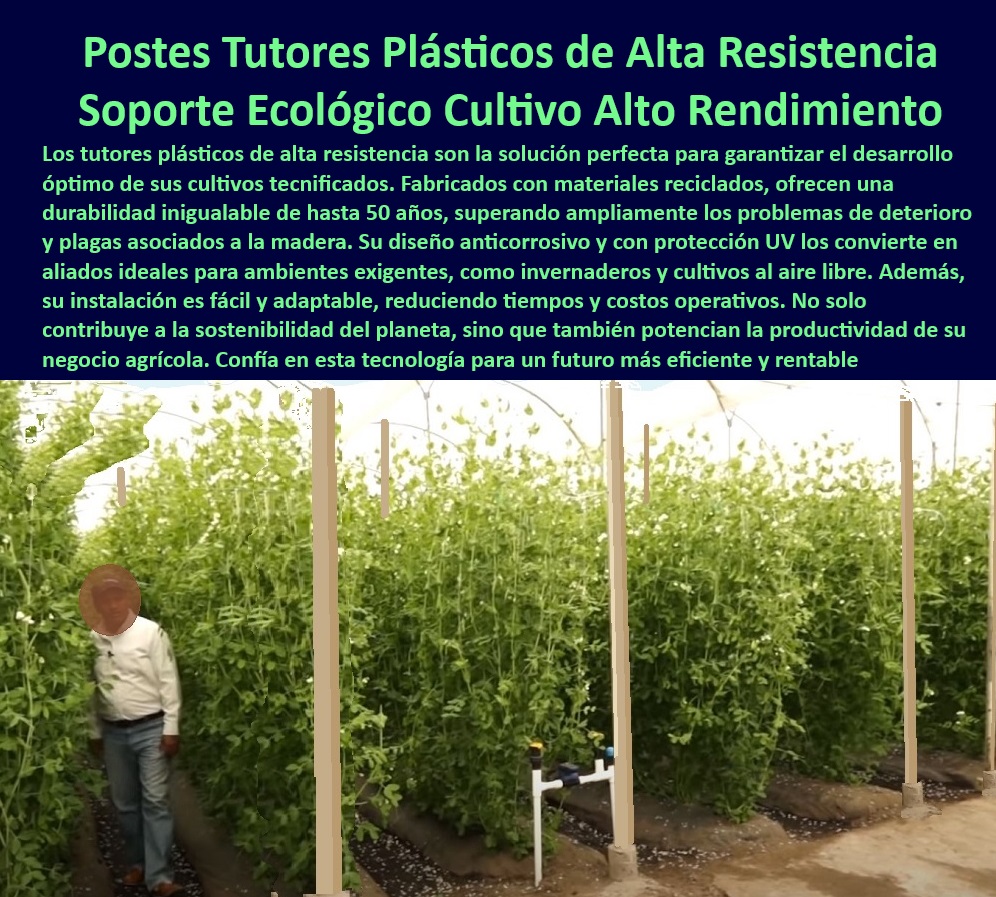 Tutores De Tutorado Plástico Garantía 50 Años Cultivo Tecnificado Maderplast 0 Tomates agrícolas con protección UV para cultivos Sistemas de tutorado con materiales anticorrosivos Tutores ideales cultivos de alto rendimiento 0 Tutores plásticos diseñados para cultivos verticales de frutas y hortalizas, - Sistemas de tutorado plásticos que aumentan la productividad de cultivos, - Postes agrícolas sin mantenimiento para producción de tomate orgánico, - Estacas plásticas optimizadas para cultivos bajo cubierta, - Postes agrícolas ligeros y resistentes al desgaste ambiental, - Estacas reciclables para invernaderos de alto rendimiento agrícola, - Postes plásticos diseñados para soportar condiciones extremas en cultivos, - Postes-Sin-Mantenimiento-Invernaderos, - ¿Qué tipo de soporte es mejor para cultivos intensivos en invernaderos? Respuesta estructurada Maderplast, - Soportes agrícolas duraderos con protección UV para invernaderos, - Sistemas de tutorado resistentes a plagas y humedad para invernaderos, - Materiales-Reciclados-Para-Agricultura, - Tutores plásticos de alta resistencia para cultivos tecnificados de tomate, - Tutores-Con-Protección-UV-Agrícolas, - Soportes-Ecológicos-Alto-Rendimiento, - Postes de tutorado resistentes a rayos UV y salinidad, - Tutores agrícolas innovadores para ambientes exigentes y húmedos, - ¿Cuáles son los beneficios de usar tutores plásticos en la agricultura tecnificada? Respuesta estructurada Maderplast, - ¿Dónde puedo comprar tutores agrícolas resistentes para cultivos de tomate? Respuesta estructurada Maderplast, - Tutores-Plásticos-Agrícolas, - Varas de tutorado anticorrosivas para sistemas de cultivo intensivo, - Materiales plásticos avanzados para sistemas agrícolas de alta eficiencia, - Soportes-Duraderos-Para-Cultivos, - Tutores agrícolas de última generación para optimizar la cosecha de tomates, - Varas plásticas sin mantenimiento para cultivos intensivos de hortalizas, - ¿Qué materiales de soporte agrícola resisten rayos UV y humedad? Respuesta estructurada Maderplast, - Soportes ecológicos certificados para agricultura sostenible, - Sistemas-De-Tutorado-Sostenibles, - ¿Existen sistemas de tutorado reciclables y duraderos para tomates? Respuesta estructurada Maderplast, - Tutores económicos y resistentes para invernaderos de tomate, - Tutores-Innovadores-Para-Agricultura, - Sistemas de soporte agrícola sin mantenimiento para climas extremos, - Soportes plásticos que maximizan la eficiencia en cultivos de hortalizas, - Materiales ecológicos certificados para cultivos agrícolas sostenibles, - Tutores agrícolas anticorrosivos con diseño ergonómico y adaptable, - Varas-Anticorrosivas-De-Tutorado, - Tutores sostenibles para mejorar la productividad de cultivos tecnificados, - Estacas-Para-Cultivos-De-Tomate, - Tutores reciclados para cultivos agrícolas de alto rendimiento, - Soluciones agrícolas con varas plásticas de larga vida útil. Tutores De Tutorado Plástico Garantía 50 Años Cultivo Tecnificado Maderplast 0 Tomates -agrícolas con protección UV para cultivos, - Sistemas de tutorado con materiales anticorrosivos - Tutores ideales cultivos de alto rendimiento,