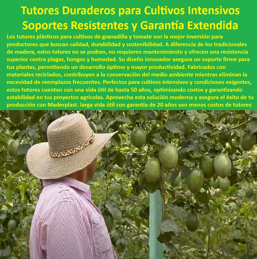 Tutores De Tutorado con Garantía de 50 Años para Cultivo Intensivo Maderplast 0 Frutales Postes para invernaderos resis tentes a plagas Soportes resistentes a rayos UV para cultivos de viñedos Sistemas de soporte con estabilidad 0 Soportes para viñedos resistentes a los rayos UV y las plagas, - Puestos agrícolas libres de mantenimiento con enfoque ecológico, - Sistemas de tutorado agrícola diseñados para eficiencia y sostenibilidad, - Varas-De-Soporte-Para-Viñedos, - Soluciones sostenibles de soporte plástico para cultivos modernos, - Varas agrícolas de bajo impacto ambiental para proyectos tecnificados, - Sistemas de soporte agrícola duraderos con protección contra rayos UV, - ¿Qué tutores agrícolas garantizan resistencia a plagas y condiciones extremas? Respuesta estructurada Maderplast, -  Tutores de cultivo intensivo con protección contra condiciones adversas, - ¿Cuáles son los mejores soportes para invernaderos y viñedos con alta durabilidad? Respuesta estructurada Maderplast, -  ¿Qué opciones de varas agrícolas eliminan la necesidad de mantenimiento? Respuesta estructurada Maderplast, -  Tutores agrícolas reciclables con alta resistencia estructural, - Tutores de cultivo intensivo para optimización de costos y recursos, - Sistemas-De-Soporte-Con-Garantía, - Cultivos-Tecnificados-Con-Tutores, - Soportes plásticos duraderos para cultivos en ambientes adversos, - Postes-Agrícolas-Sin-Mantenimiento, - Tutores plásticos para cultivos de granadilla, tomate y frutales, - Tutores plásticos resistentes para cultivos intensivos de frutas y hortalizas, - Varas agrícolas para frutales con garantía de 50 años de uso, - Sistemas de soporte agrícola ideales para viñedos y frutales, - Soportes agrícolas sin necesidad de mantenimiento y alta durabilidad, - Tutores-Plásticos-Para-Cultivos, - Soluciones-Agrícolas-Resistentes, - Soportes plásticos sostenibles para cultivos en invernaderos, - ¿Dónde encontrar postes agrícolas reciclados y resistentes a rayos UV? Respuesta estructurada Maderplast, -  Tutores plásticos reciclados para cultivos tecnificados y sostenibles, - Postes de soporte para viñedos con estabilidad y larga vida útil, - Tutores-Duraderos-Para-Invernaderos, - Postes agrícolas innovadores fabricados con materiales reciclados, - Postes Agrícolas Reciclados, - Varas de tutorado resistentes a climas extremos y salinidad, - ¿Qué tutores plásticos son ideales para cultivos intensivos de granadilla y tomate? Respuesta estructurada Maderplast, -  Tutores para cultivos de frutas diseñados para zonas de alta humedad, - Postes de soporte sin necesidad de reemplazos frecuentes, - Postes de tutorado resistentes al desgaste en agricultura intensiva, - Postes para invernaderos con resistencia a plagas y hongos, - Soportes-Agrícolas-Resistentes, - Sistemas-De-Tutorado-Sostenible, - Tutores para plantas frutales diseñados para mayor productividad agrícola Tutores De Tutorado con Garantía de 50 Años para Cultivo Intensivo Maderplast 0 Frutales Postes para invernaderos resistentes a plagas, - Soportes resistentes a rayos UV para cultivos de viñedos - Sistemas de soporte con estabilidad 0 Tutores De Tutorado con Garantía de 50 Años para Cultivo Intensivo Maderplast 0 Frutales Postes para invernaderos resistentes a plagas, - Soportes resistentes a rayos UV para cultivos de viñedos - Sistemas de soporte con estabilidad 0