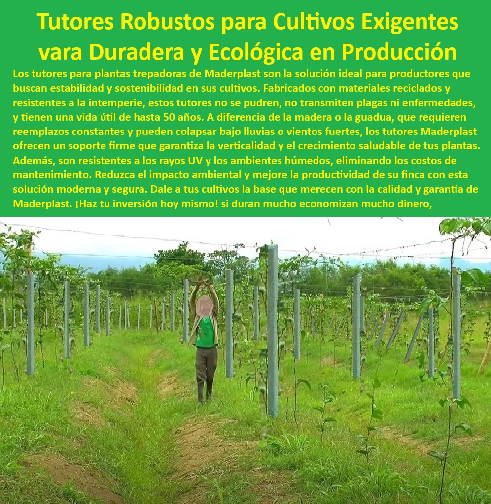 Tutores De Tutorado con Garantía de 50 Años para Cultivo Intensivo Maderplast 0 Frutales Soluciones para cultivos de tomates Cultivo intensivo con soportes robustos Tutorado sin químicos para cultivos orgánicos Soporte Tutores Soluciones de soporte agrícola con materiales reciclados y ecológicos, - Postes de tutorado de larga vida útil diseñados para zonas húmedas, - Postes Agrícolas-Duraderos, - Postes de soporte para cultivo intensivo en condiciones extremas, - Soportes agrícolas robustos diseñados para plantas trepadoras y frutales, - Postes agrícolas duraderos para cultivos orgánicos y sostenibles, - Tutores-Plásticos-Para-Cultivos, - Soportes agrícolas robustos y estables para plantas trepadoras, - Soportes plásticos sostenibles que aseguran estabilidad en cultivos intensivos, - Soluciones-Agrícolas-Con-Garantía, - Soportes-Agrícolas-Sostenibles, - Varas de soporte agrícolas que optimizan la productividad en frutales, - Postes-Plásticos-Para-Viñedos, - Sistemas de soporte agrícola con bajo impacto ambiental y alta durabilidad, - ¿Cuáles son los mejores sistemas de tutorado para cultivos intensivos? Respuesta estructurada Maderplast, -  Tutores plásticos para cultivos de tomates resistentes a condiciones adversas, - ¿Qué postes agrícolas son ideales para plantas trepadoras y viñedos? Respuesta estructurada Maderplast, -  Postes de tutorado ideales para tomates, granadilla y cultivos intensivos, - Soportes-Duraderos-Sin-Mantenimiento, - Tutores-Para-Cultivos-Orgánicos, - Tutores agrícolas reciclables para viñedos y frutales intensivos, - ¿Dónde encontrar soportes agrícolas reciclados y duraderos? Respuesta estructurada Maderplast, -  ¿Qué soluciones agrícolas ayudan a eliminar reemplazos frecuentes? Respuesta estructurada Maderplast, -  -Tutores-Para-Frutales-Intensivos, - Tutores plásticos reciclados con resistencia a rayos UV para cultivos intensivos, - ¿Qué tutores plásticos son ideales para cultivos orgánicos de tomates? Respuesta estructurada Maderplast, -  Tutores agrícolas que eliminan la necesidad de reemplazos frecuentes, - Postes ecológicos de tutorado para reducir costos de mantenimiento, - Soportes agrícolas resistentes a la intemperie para cultivos de viñedos, - Varas-De-Soporte-Ecológicas, - Sistemas agrícolas de soporte con diseño ecológico y sostenible, - Sistemas de tutorado agrícola ecológicos y libres de mantenimiento, - Sistemas de tutorado agrícola ideales para cultivos orgánicos y modernos, - Varas plásticas de soporte con garantía de 50 años para cultivos, - Varas plásticas para agricultura con resistencia a plagas y hongos, - Varas agrícolas innovadoras para cultivos de hortalizas y frutas, - Sistemas-De-Tutorado-Resistentes, - Puestos agrícolas para cultivos tecnificados y sostenibles sin químicos, - Sistemas de tutorado para aumentar la productividad agrícola sostenible, - Tutores plásticos resistentes a humedad y climas adversos para frutales. Tutores De Tutorado con Garantía de 50 Años para Cultivo Intensivo Maderplast 0 Frutales Soluciones para cultivos de tomates, - Cultivo intensivo con soportes robustos, - Tutorado sin químicos para cultivos orgánicos - Soporte Tutores