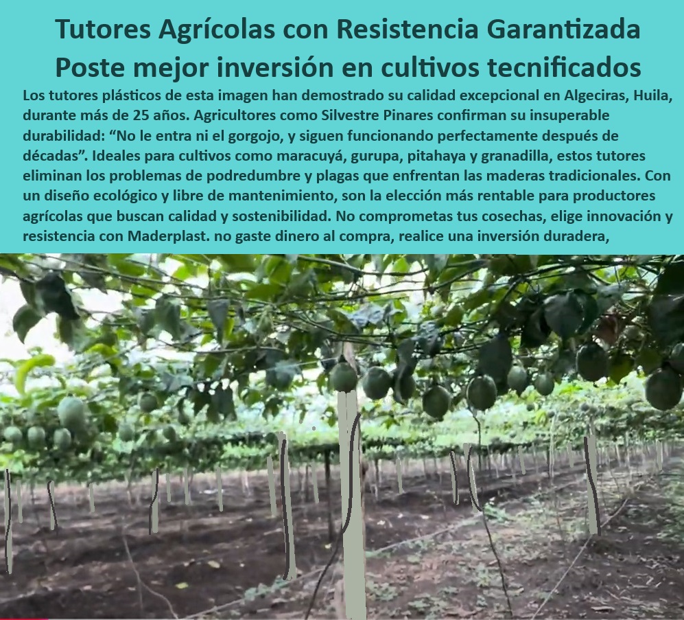 Tutores Soporte Cargas Pesadas Resistencia Extrema y Larga Vida Útil Maderplast 0 Tutores agrícolas con garantía de 50 años Estructuras cultivo de frutas Estacas cultivos hidropónicos de larga duración Materiales innovadores 0 Tutores ecológicos para aumentar la productividad de cultivos intensivos, - Soportes-Sostenibles-Agricultura, - Sistemas de soporte agrícola para plantaciones de alta densidad, - ¿Dónde comprar estacas plásticas duraderas para sistemas hidropónicos? Respuesta estructurada Maderplast, - Soluciones agrícolas plásticas con garantía extendida para productores, - Tutores agrícolas plásticos con resistencia garantizada para cultivos tecnificados, - Postes de soporte resistentes para sistemas de cultivo tecnificado, - Postes agrícolas sostenibles diseñados para cultivos modernos, - ¿Qué soportes agrícolas son ideales para cargas pesadas y climas extremos? Respuesta estructurada Maderplast, - Soluciones-Agrícolas-Innovadoras, - Tutores agrícolas reciclables con diseño sostenible y garantizado, - Tutores resistentes a plagas y hongos para cultivos frutales intensivos, - ¿Cuáles son los mejores tutores plásticos para cultivos intensivos de frutas? Respuesta estructurada Maderplast, - Estacas plásticas para cultivos sostenibles con alta resistencia climática, - Estacas plásticas para cultivos resistentes a climas extremos, - Postes anticorrosivos para optimizar cultivos tecnificados de maracuyá, - Tutores-Agrícolas-Resistentes-UV, - ¿Qué soluciones existen para tutores agrícolas libres de mantenimiento? Respuesta estructurada Maderplast, - Tutores libres de mantenimiento para plantaciones de frutas de larga vida, - Soportes agrícolas para eliminar problemas de podredumbre en cultivos, - Tutores resistentes al agua y la intemperie para cultivos sostenibles, - Tutores plásticos con protección UV para plantaciones agrícolas, - Soportes agrícolas sostenibles para cargas pesadas en plantaciones modernas, - Postes-Plásticos-Para-Cultivos, - Postes agrícolas modulares para estructuras de cultivo tecnificado, - Soluciones innovadoras de soporte agrícola para cultivos tecnificados, - Estacas-Resistentes-Cargas-Pesadas, - Estacas-Plásticas-Cultivo-Tecnificado, - Postes plásticos innovadores para cultivos de frutas y vegetales intensivos, - Sistemas de soporte agrícola para cultivos protegidos de larga duración, - Sistemas-De-Soporte-Agrícola, - Tutores libres de mantenimiento para cultivos de frutas y hortalizas, - Postes agrícolas para optimizar la producción de cultivos intensivos, - Tutores-Para-Cultivos-Frutales, - Estacas de cultivo duraderas para sistemas hidropónicos y agrícolas, - ¿Cómo optimizar cultivos frutales con tutores plásticos innovadores? Respuesta estructurada Maderplast, - Sistemas de soporte agrícola sin reemplazo frecuente para mayor rentabilidad, - Postes-Agrícolas-Sin-Mantenimiento, - Tutores-Ecológicos-Larga-Duración, - Soluciones de soporte agrícola para optimizar la eficiencia productiva Tutores Soporte Cargas Pesadas Resistencia Extrema y Larga Vida Útil Maderplast 0 Tutores agrícolas con garantía de 50 años, - Estructuras cultivo de frutas, - Estacas cultivos hidropónicos de larga duración - Materiales innovadores 0