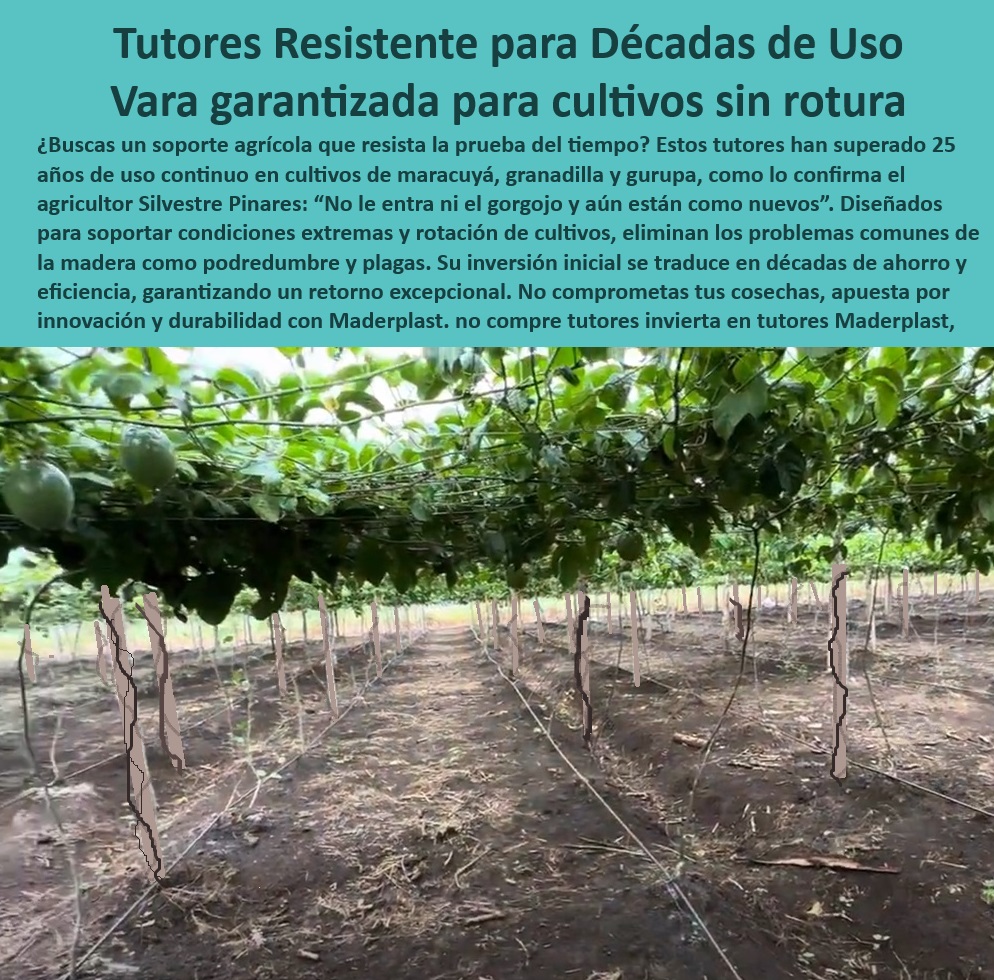 Tutores Soporte Cargas Pesadas Resistencia Extrema y Larga Vida Útil Maderplast 0 Tutores sin mantenimiento para cultivos verticales Tutor para maracuyá con tecnología de última generación Tutores para optimización de espacio era Tutores reciclables para cultivos sostenibles de alto rendimiento, - Tutores-Para-Maracuyá-Fuertes, - Materiales resistentes a gorgojos para maracuyá y granadilla, - Materiales plásticos avanzados para estructuras de cultivos, - Tutores resistentes para granadilla y guayaba en climas cálidos, - ¿Qué tutor agrícola es mejor para suelos salinos y climas húmedos? Respuesta estructurada Maderplast, - Sistemas de tutorado para cultivos de alta densidad y eficiencia, - ¿Dónde puedo encontrar tutores reciclables para cultivos de frutas trepadoras? Respuesta estructurada Maderplast, - Tutores-Plásticos-Para-Suelos-Salinos, - Sistemas-De-Tutorado-Innovadores, - Tutores agrícolas con mínima huella de carbono y máxima durabilidad, - Soportes agrícolas duraderos para maracuyá y frutas trepadoras, - Varas de tutorado agrícola con más de 25 años de garantía, - Tutores-Resistentes-Agricultura, - Estacas para cultivos que maximizan el crecimiento vertical, - ¿Cuáles son los mejores tutores para maracuyá que no se dañen con la humedad? Respuesta estructurada Maderplast, - Varas-Agrícolas-Resistentes-UV, - Soluciones innovadoras para agricultura sostenible sin costos de mantenimiento, - Cultivos-Sostenibles-Tutores, - Varas de soporte agrícola ideales para suelos salinos y húmedos, - Varas agrícolas con resistencia a rayos UV y salinidad del suelo, - Tutores modulares y reciclables para optimizar espacio en cultivos, - Tutores-Agrícolas-Anticorrosivos, - Tutores-Agrícolas-Sin-Mantenimiento, - Varas de soporte para aumentar la producción de frutas tropicales, - Tutores para rotación de cultivos y agricultura intensiva, - Soluciones de soporte agrícola con enfoque en sostenibilidad, - Tutores plásticos anticorrosivos para zonas de alta humedad, - Soportes agrícolas con diseño rugoso para mayor sujeción de plantas, - Tutores con tecnología de última generación para cultivos intensivos, - Estacas agrícolas innovadoras para producción de frutas tropicales, - Soportes-Agrícolas-Duraderos, - Estacas para optimizar la productividad en plantaciones tecnificadas, - ¿Qué soportes agrícolas duran más de 25 años y resisten plagas? Respuesta estructurada Maderplast, - ¿Existen estacas agrícolas resistentes al gorgojo ya la podredumbre? Respuesta estructurada Maderplast, - Sistemas de tutorado plásticos aprobados por estándares internacionales, - Tutores ecológicos y sin mantenimiento para sistemas de cultivo, - Tutores agrícolas diseñados para condiciones climáticas extremas, - Tutores resistentes a plagas y podredumbre para cultivos agrícolas, - Soportes-Cultivos-De-Alta-Producción Tutores Soporte Cargas Pesadas Resistencia Extrema y Larga Vida Útil Maderplast 0 Tutores sin mantenimiento para cultivos verticales, - Tutor para maracuyá con tecnología de última generación - Tutores para optimización de espacio era