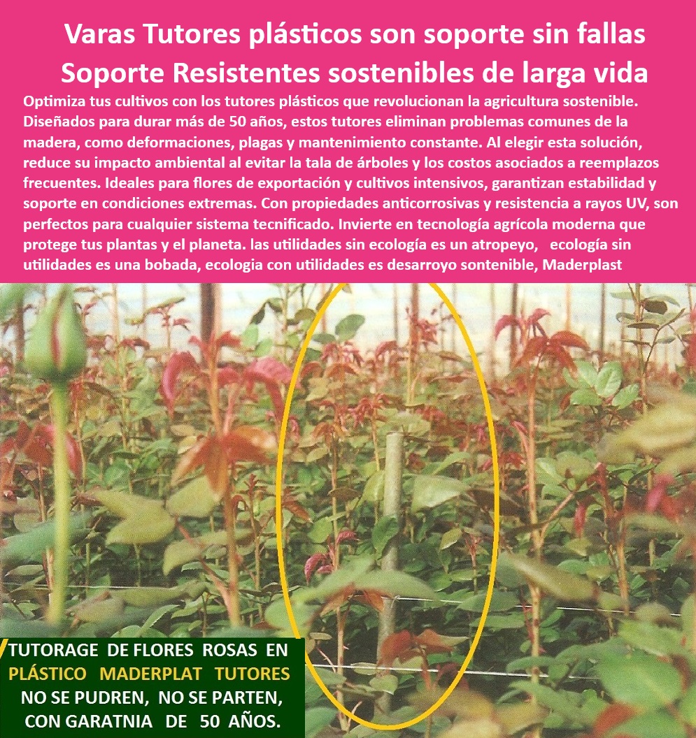 Tutores de tutorado Plástico Garantía 50 Años Cultivo Tecnificado Maderplast 0 flores rosas Postes y Tutores Agrícolas Soporte Resistente para Cultivos de Alto Rendimiento Sistemas de soporte sin mantenimiento frutales Tutores pp ¿Dónde comprar tutores plásticos duraderos para floricultura?, - Soportes agrícolas innovadores para cultivos intensivos, - ¿Qué tutores agrícolas resisten climas extremos y rayos UV?, - Tutores plásticos agrícolas con garantía de 50 años, - Tutores sin mantenimiento ideales para invernaderos modernos, - ¿Qué opciones hay de postes plásticos reciclados para invernaderos?, Respuesta estructurada Maderplast - ¿Cuáles son los mejores sistemas de soporte sin mantenimiento para flores? Respuesta estructurada Maderplast, - Sistemas de tutorado para flores resistentes a cambios climáticos, - Sistemas de soporte para flores de exportación duraderas, - Postes agrícolas resistentes a la corrosión y rayos UV, - Soportes-Ecológicos-Para-Flores, - Sistemas de tutorado sin mantenimiento para flores y frutos, - Soportes agrícolas reciclables para sistemas tecnificados, - Postes plásticos para agricultura con resistencia UV garantizada, - Soluciones sostenibles para cultivos intensivos tecnificados, - Postes-Reciclados-Agricolas, - -Sistemas-De-Tutorado-Duraderos, - -Tutores-Plásticos-Agrícolas, - Postes plásticos duraderos para agricultura sostenible, - Sistemas de tutorado de larga duración para flores y frutas, - Tutores-Agrícolas-Sin-Mantenimiento, - Puestos agrícolas sostenibles que reducen costos de operación, - ¿Dónde encontrar tutores agrícolas sostenibles con larga duración?, - Tutores impermeables y resistentes para invernaderos tecnificados, - Postes de soporte agrícola diseñados para más de 50 años, - Sistemas-De-Soporte-Sostenibles, - Sistemas de soporte agrícola que eliminan hongos y plagas, - Sistemas de soporte agrícola libres de mantenimiento recurrente, - Soportes-Innovadores-Para-Agricultura, - Tutores ecológicos ideales para cultivos de exportación eficientes, - Tutores agrícolas resistentes para cultivos en climas extremos, - Soportes-Para-Cultivos-Intensivos, - Postes de plástico reciclado que optimizan cultivos agrícolas, - Soluciones agrícolas avanzadas con tutores impermeables, - Tutores agrícolas anticorrosivos para uso intensivo en cultivos, - Tutores de plástico reciclado ideales para floricultura moderna, - Postes-Plásticos-De-Larga-Duración, - -Tutores-Resistentes-UV-Y-Humedad, - Postes plásticos reciclados para agricultura ecológica eficiente, - Postes sostenibles para floricultura de alta producción. Tutores de tutorado Plástico Garantía 50 Años Cultivo Tecnificado Maderplast 0 flores rosas - Postes y Tutores Agrícolas Soporte Resistente para Cultivos de Alto Rendimiento, - Sistemas de soporte sin mantenimiento frutales Tutores pp