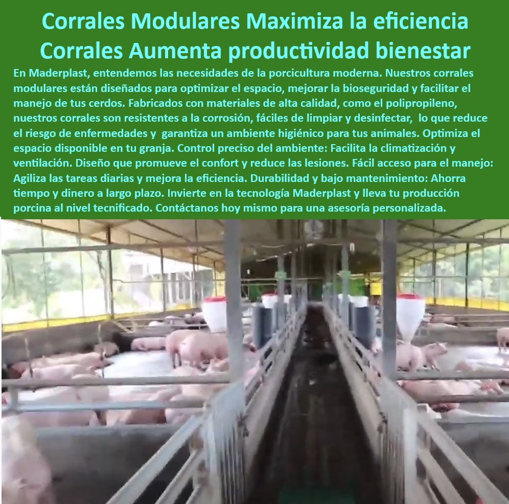 Diseño corrales modernos para cerdos Innovación corral porcicultura Maderplast Corrales con sistemas automatizados Diseño ergonómico de corrales para bienestar animal porcino Infraestructura especializada granjas porcinas intensivas 0 Corrales modulares porcinos - Innovación en porcicultura - Materiales plásticos para corrales porcinos - ¿Qué beneficios ofrecen los corrales tecnificados para cerdos? - Infraestructura tecnificada para cerdos - Diseño ergonómico para el bienestar animal. - Jaulas resistentes a la humedad - Diseño modular de granjas - ¿Cuáles son los mejores corrales para optimizar el espacio en las granjas? - Control térmico en corrales porcinos - ¿Qué materiales son mejores para corrales de cerdos? - Soluciones higiénicas para granjas modernas - ¿Dónde comprar corrales modulares para granjas porcinas? - Corrales-Higiénicos-Para-Cerdos - Soluciones-Sostenibles-Porcicultura - Corrales resistentes y duraderos - Materiales-Resistentes-Anticorrosivos - Equipos modulares para cerdos - Sistemas-De-Bioseguridad-Corrales - Sistemas fáciles de limpiar en granjas - Corrales con sistemas automatizados - Materiales anticorrosivos para porcicultura - ¿Cómo instalar sistemas de ventilación en granjas porcinas? - Corrales de bajo mantenimiento para cerdos - Soluciones tecnológicas para manejo porcino - Optimización de espacio en granjas porcinas - Infraestructura moderna para el bienestar porcino - Soluciones económicas para porcicultura intensiva - Sistemas de ventilación en corrales. - Innovación en corrales de cerdos - Eficiencia en porcicultura - Manejo eficiente en porcicultura - Corrales modulares para granjas porcinas - Sistemas de bioseguridad en corrales - Reducción de enfermedades en porcicultura - Diseño modular para eficiencia agrícola. - Bienestar-Animal-En-Granjas - Infraestructura sostenible para granjas - Innovación en manejo de residuos porcinos. - Infraestructura-Tecnificada-Cerdos Diseño corrales modernos para cerdos Innovación corral porcicultura Maderplast - Corrales con sistemas automatizados - Diseño ergonómico de corrales para bienestar animal porcino - Infraestructura especializada granjas porcinas intensivas 0