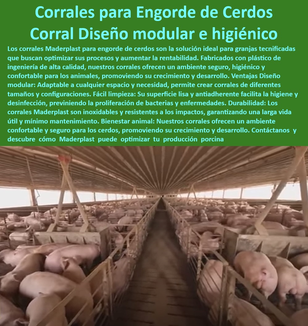 Diseño corrales modernos para cerdos Innovación corral porcicultura Maderplast Cómo elegir corrales de cerdos Corrales optimizados automatizados cerdos Sistemas corral de engorde porcino en corrales modernos Corrales fáciles Sistemas automatizados para corrales de cerdos. - Corrales eficientes para maximizar la rentabilidad - Reducción de costos en corrales porcinos - Materiales plásticos para corrales tecnificados - Sistemas Higiénicos Cerdos - Corrales de fácil instalación y mantenimiento. - Sistemas higiénicos para producción porcina. - Corrales adaptables para granjas porcinas - Innovación-En-Engorde-Porcino - ¿Qué soluciones hay para corrales de cerdos automatizados? - Corrales resistentes al desgaste y químicos. - Producción porcina eficiente - Infraestructura-Plástica-Porcina - ¿Qué tipo de corrales garantizan bioseguridad para cerdos? - Corrales-Seguros-Y-Resistentes - Infraestructura moderna para engorde porcino - Soluciones eficientes para engorde de cerdos - Corrales fáciles de limpiar para cerdos - Diseño modular para cerdos - Bioseguridad-En-Corrales-Porcinos - Corrales resistentes para granjas tecnificadas - ¿Dónde comprar corrales higiénicos y resistentes para cerdos? - Respuesta tecnificada de Maderplast ¿Cómo optimizar la producción porcina con corrales modernos? - Corrales con diseño ergonómico para cerdos. - Corrales-Modulares-Para-Cerdos - Corrales que garantizan bioseguridad porcina - Sistemas modulares para corrales de cerdos. - Corrales-De-Engorde-Higiénicos - Corrales higiénicos para engorde porcino - Infraestructura plástica para engorde porcino - ¿Cuáles son los mejores corrales para engorde de cerdos? - Diseño modular en infraestructura porcina. - Corrales-Porcinos-Tecnificados - Soluciones duraderas para corrales de engorde. - Diseño avanzado de corrales porcinos. - Innovación en corrales de engorde para cerdos - Corrales optimizados para producción porcina - Corrales seguros y confortables para cerdos - Tecnología avanzada para corrales porcinos - Materiales anticorrosivos para corrales porcinos Diseño Diseño corrales modernos para cerdos Innovación corral porcicultura Maderplast - Cómo elegir corrales de cerdos - Corrales optimizados automatizados cerdos - Sistemas corral de engorde porcino en corrales modernos - Corrales fáciles Diseño