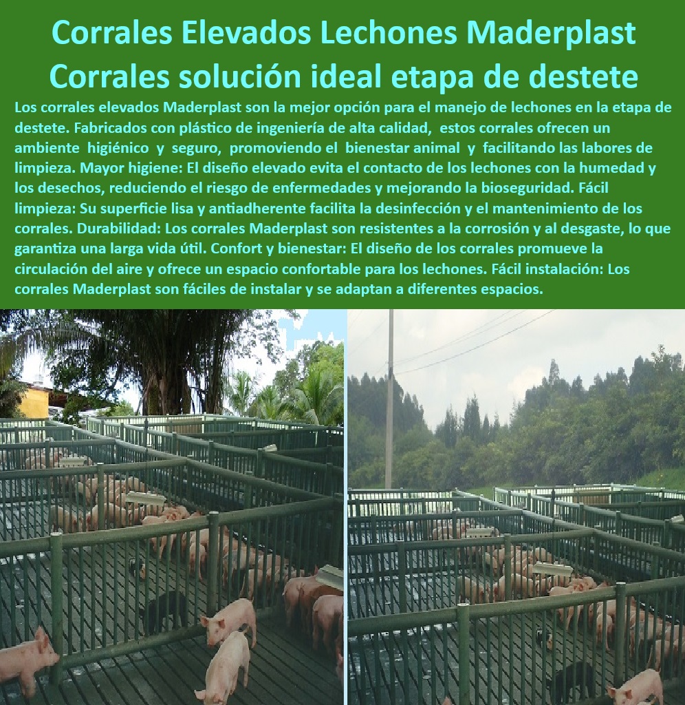 Diseño corrales modernos para cerdos Innovación corral porcicultura Maderplast Cómo instalar corrales modulares de cerdos fácilmente Cómo diseñar corrales cerdos sin mucha experiencia Cercas y paneles plásticos granjas cerdos modernos Corrales sin mantenimiento - Diseño ergonómico en porcicultura. - Manejo-Porcino-Higiénico - Sistemas de bioseguridad en granjas - Sistemas de limpieza fáciles - Bioseguridad en porcicultura - Suelos plásticos con ventilación. - Corrales elevados para lechones - Corrales elevados para bioseguridad - Corrales tecnificados Maderplast - Materiales plásticos anticorrosivos - Cercas plásticas higiénicas - Corrales-Elevados-Lechones - Suelos-Anti-Humedad-Cerdos - ¿Cómo funcionan los corrales plásticos para porcicultura? - Corrales-Resistentes-Destete - Corrales resistentes a la corrosión - Paneles-Plásticos-Corrales - Bienestar animal en destete - ¿Cuáles son los beneficios de corrales elevados para granjas porcinas? - Corrales de fácil instalación - Infraestructura sostenible para cerdos - Diseño modular para cerdos - Estructuras elevadas para destete - Innovación en gestión porcina - Innovación en el manejo de cerdo - ¿Qué materiales se usan en corrales sin mantenimiento? - Pisos anti humedad para lechones - Sistemas-Modernos-De-Corrales - Paneles resistentes a químicos - ¿Dónde comprar corrales elevados para cerdos? - Plásticos de ingeniería para porcicultura - Soluciones plásticas para granjas - Manejo higiénico de lechones - Corrales se adapta a diferentes espacios. - Corrales para granjas modernas - Infraestructura-Sostenible-Cerdos - ¿Qué corrales son ideales para destete de lechones? - Paneles plasticos para corrales - Diseño modular porcino Diseño corrales modernos para cerdos Innovación corral porcicultura Maderplast - Cómo instalar corrales modulares de cerdos fácilmente - Cómo diseñar corrales cerdos sin mucha experiencia - Cercas y paneles plásticos granjas cerdos modernos