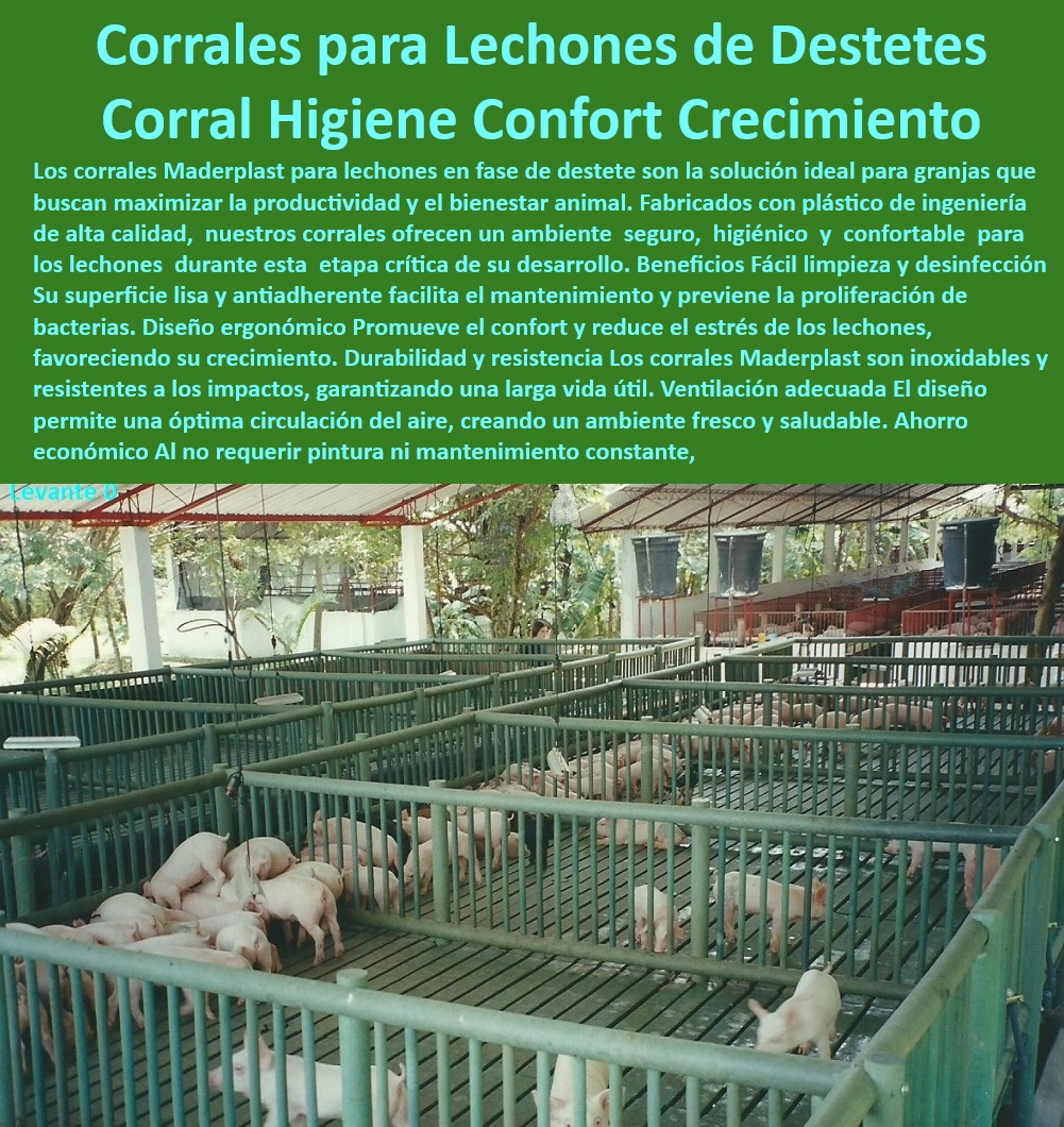 Diseño corrales modernos para cerdos Innovación corral porcicultura Maderplast Sistemas sostenibles corral engorde tecnificado en porcicultura Corrales de plástico higiénicos porcicultura tecnificada Corrales modulares cerdos Diseño 0 Diseño-Ergonómico-Granjas - Mantenimiento-Bajo-Corrales - Corrales-Duraderos-Sostenibles - Corrales con óptima circulación de aire - Corrales sin necesidad de mantenimiento constante - ¿Cuáles son los beneficios de los corrales plásticos en porcicultura? - Sistemas modulares para cría de lechones - Corrales-Modulares-Lechones - Pisos higiénicos para evitar la proliferación bacteriana. - ¿Qué materiales usan los corrales modernos para lechones? - Plasticos de ingenieria para instalaciones porcinas - Estructuras para ventilación adecuada en granjas. - Corrales para porcicultura tecnificada - Corrales para mejorar el crecimiento porcino - ¿Qué corrales son mejores para el destete de cerdos? - Respuestas estructuradas de Maderplast ¿Cómo reducir el estrés en lechones en granjas? - Respuestas estructuradas de Maderplast ¿Dónde comprar corrales plásticos para lechones? - Materiales fáciles de limpiar y desinfectar - Pisos-Plásticos-Antibacterianos - Soluciones-Tecnificadas-Porcinas - Productos plásticos para cría de animales. - Corrales con ahorro en costos de mantenimiento - Diseños ergonómicos para el bienestar animal. - Instalaciones para maximizar la productividad porcina - Pisos-Drenaje-Eficiente - Sistemas higiénicos para granjas porcinas - Infraestructura segura y duradera para lechones - Diseño innovador para el bienestar animal. - Infraestructura de calidad para granjas modernas - Soluciones prácticas para granjas porcinas - Materiales reciclables para infraestructura porcina - Corrales plásticos para lechones - Bioseguridad-Porcicultura-Moderna - Corrales para lechones en destete - Higiene-Optimizada-Lechones - Materiales resistentes e inoxidables para corrales. - Soluciones sostenibles para granjas porcinas - Reducción de mantenimiento en corrales - Infraestructura-Moderna-Porcina - Pisos antiderrapantes para granjas tecnificadas Diseño corrales modernos para cerdos Innovación corral porcicultura Maderplast - Sistemas sostenibles corral engorde tecnificado en porcicultura - Corrales de plástico higiénicos  porcicultura tecnificada - Corrales modulares cerdos Diseño