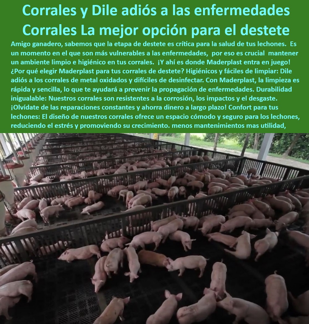 Diseño corrales modernos para cerdos Innovación corral porcicultura Maderplast corrales para cerdos tecnificados Corrales económicos para iniciar en la porcicultura Instalaciones plásticas corrales en granjas de cerdos Divisiones 0  Materiales plásticos para la porcicultura. - Diseño de corrales cómodos para cerdos. - Corrales-Duraderos-Para-Destete - Sistemas-Tecnificados-Porcicultura - ¿Qué corrales son mejores para destete de cerdos? - Soluciones-Modernas-Para-Destete - Divisiones ergonómicas para granjas de cerdos. - Corrales resistentes a la corrosión - Pisos de polipropileno para manejo porcino - Infraestructura avanzada para reducción de estrés porcino - Divisiones-Modulares-Para-Granjas - Bioseguridad-En-Corrales-Porcinos - Corrales para prevención de enfermedades porcinas - Instalaciones para manejo de lechones - Corrales modulares económicos para porcicultura - Divisiones plásticas para granjas porcinas - Materiales sostenibles para granjas de cerdos - ¿Cuáles son las ventajas de corrales higiénicos en porcicultura? - Corrales-Higiénicos-Para-Cerdos - Pisos modulares para corrales de cerdos - Pisos antideslizantes para lechones destetados - Estructuras desmontables para corrales porcinos. - ¿Cómo prevenir enfermedades en corrales de destete? - Manejo-Eficiente-De-Lechones - Infraestructura tecnificada para destete - Pisos-Plásticos-Destete-Porcino - Soluciones modernas para granjas tecnificadas - Sistemas avanzados para destete porcino - Sistemas para mejorar el bienestar animal porcino - Materiales-Sostenibles-En-Granjas - Corrales higiénicos para cerdos destetados - Corrales duraderos para destete de cerdos - Pisos-Antideslizantes-En-Porcicultura - ¿Qué materiales usar en granjas tecnificadas de cerdos? - Sistemas de destetes eficientes para lechones - ¿Dónde comprar pisos plásticos para corrales de cerdos? - Instalaciones resistentes al desgaste y corrosión. - Paneles plásticos para bioseguridad en cerdos - Corrales para optimización de espacios porcinos - Pisos fáciles de limpiar en granjas porcinas Diseño corrales modernos para cerdos Innovación corral porcicultura Maderplast corrales para cerdos tecnificados Corrales económicos para iniciar en la porcicultura Instalaciones plásticas corrales en granjas de cerdos Divisiones 0  