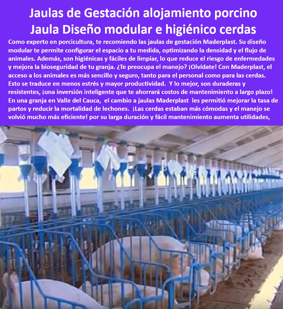 Jaulas De Inseminación Y Gestación Porcina Corral Maternidad Cerdas Maderplast Corrales de gestación avanzados cerdas Sistemas de maternidad porcina Sistemas prácticos maternidad porcina Sistemas avanzados de maternidad tecnificada  0 Jaulas con pisos térmicos para cerdas - ¿Cómo optimizar la bioseguridad en maternidad porcina? - Corrales de inseminación con control térmico - Jaulas antiadherentes para maternidad porcina - Corrales de gestación resistentes a UV - Infraestructura-Avanzada-Cerdas - Infraestructura avanzada para manejo porcino. - Sistemas higiénicos de inseminación porcina - ¿Qué opciones existen para jaulas de inseminación porcina? - Diseño-Higiénico-Gestión - Jaulas de gestación para cerdas modernas - Equipos-Técnicos-Porcinos - ¿Cómo reducir costos de mantenimiento en corrales porcinos? - Innovación-Maternidad-Porcina - Jaulas duraderas para maternidad de cerdos - Jaulas desmontables para granjas tecnificadas - Sistemas eficientes para gestación porcina - Soluciones personalizadas para maternidad porcina - Infraestructuras modulares para cerdas gestantes - ¿Dónde comprar sistemas modulares para cerdos? - Sistemas modulares cerdas - Bioseguridad en sistemas de maternidad - Infraestructura porcina libre de mantenimiento - Equipos para optimizar la producción de cerdos - Jaulas-Duraderas-Porcinas - Corrales-Tecnificados-Porcinos - Corrales de maternidad resistentes a la corrosión - Soluciones sostenibles para crianza de cerdos - Jaulas ergonómicas para manejo porcino - Diseño modular para granjas porcinas. - ¿Qué jaulas son mejores para cerdas gestantes? - Maternidad tecnificada con jaulas sostenibles - Jaulas-Eficientes-Maternidad - Jaulas-Gestación-Cerdas - Innovación en sistemas de gestación de cerdos - Bioseguridad-Maternidad-Porcina - Sistemas avanzados para maternidad porcina - Corrales de inseminación higiénica - Sistemas de bioseguridad en maternidad porcina - Equipos modulares para granjas porcinas Jaulas De Inseminación Y Gestación Porcina Corral Maternidad Cerdas Maderplast - Corrales de gestación avanzados cerdas - Sistemas de maternidad porcina - Sistemas prácticos maternidad porcina - Sistemas avanzados de maternidad tecnificada