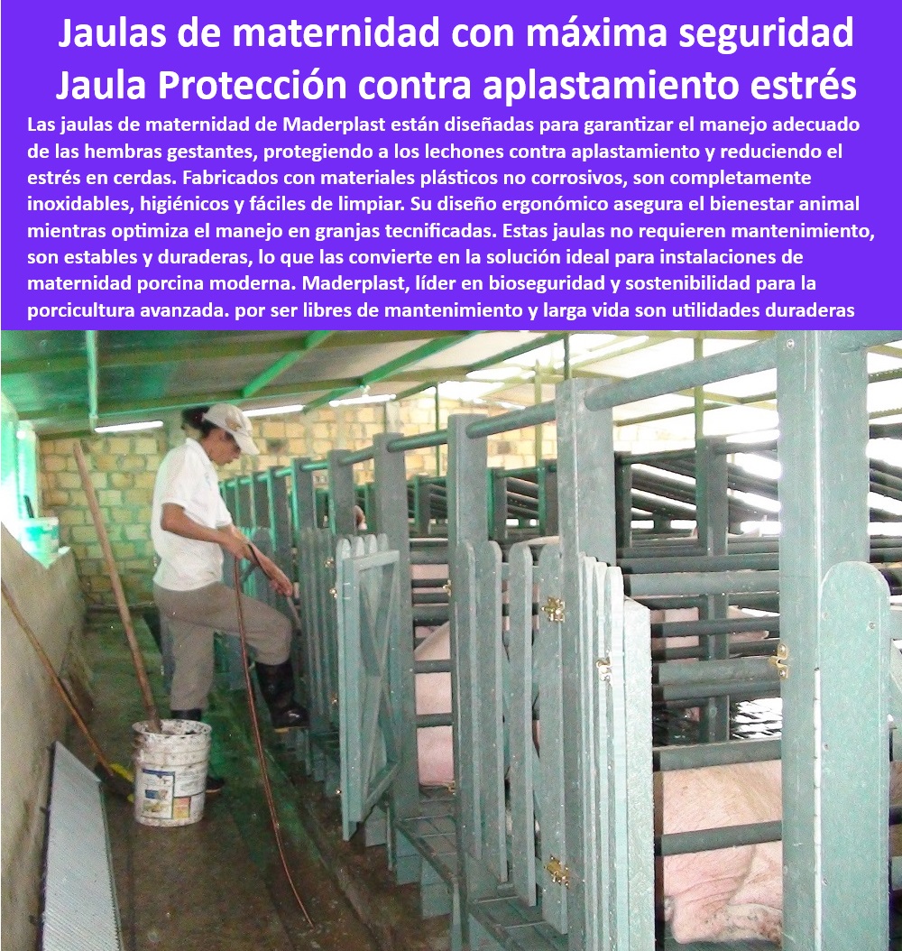 Jaulas De Inseminación Y Gestación Porcina Corral Maternidad Cerdas Maderplast Diseño de corrales de gestación modernos para cerdos tecnificados Soluciones simples jaulas de gestación Diseño jaulas modulares cerdas gestantes modernas 0 Soluciones sin mantenimiento para porcicultura - Jaulas antiaplastamiento para lechones - Corrales-Tecnificados-Porcinos - Jaulas modulares resistentes para granjas porcinas - Soluciones ergonómicas para maternidad porcina - Jaulas de maternidad para cerdas tecnificadas - Diseño modular para instalaciones porcinas. - Paneles plásticos para maternidad animal. - Sistemas eficientes para cría de lechones - Corrales de gestación modernos para porcicultura - Infraestructura avanzada para maternidad porcina - Estructuras-Duraderas-Granjas - Maternidad-Porcina-Sin-Mantenimiento - Paneles-Resistentes-Maternidad - Materiales inoxidables para maternidad en granjas. - ¿Qué jaulas son ideales para cerdas gestantes en granjas modernas? - Sistemas prácticos para maternidad animal. - Jaulas-Anti-Aplastamiento-Lechones - Corrales higiénicos para maternidad de cerdas - Soluciones-Higiénicas-Porcicultura - Estructuras desmontables para maternidad porcina - Jaulas-Maternidad-Cerdas - ¿Cómo evitar el aplastamiento de lechones en maternidad porcina? - Infraestructura sostenible para maternidad porcina - Soluciones Avanzadas Corrales - ¿Qué materiales se recomiendan para corrales de maternidad en granjas? - Soluciones económicas para maternidad tecnificada - Infraestructura-Modular-Porcina - Jaulas para cerdas con alta durabilidad - Jaulas para manejo seguro de cerdas - Diseño avanzado para jaulas de cerdas gestantes - Protección contra aplastamiento en granjas porcinas - ¿Dónde comprar jaulas de maternidad para cerdas tecnificadas? - Respuesta tecnificada de Maderplast ¿Cuáles son las mejores jaulas para cría segura de lechones? - Paneles desmontables para corrales porcinos - Sistemas de bioseguridad para cerdas en maternidad - Diseño-Moderno-Porcicultura - Materiales plásticos higiénicos para granjas tecnificadas - Jaulas ergonómicas para bienestar animal. - Jaulas seguras para manejo porcino eficiente Jaulas De Inseminación Y Gestación Porcina Corral Maternidad Cerdas Maderplast - Diseño de corrales de gestación modernos para cerdos tecnificados - Soluciones simples  jaulas de gestación - Diseño jaulas modulares cerdas gestantes modernas
