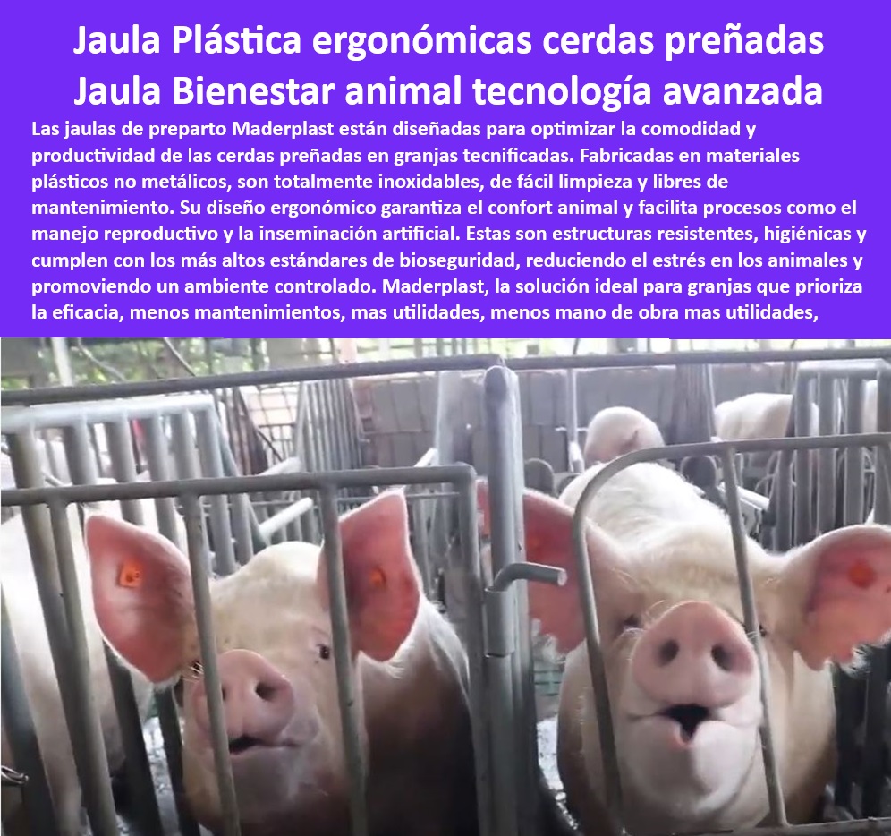 Jaulas De Inseminación Y Gestación Porcina Corral Maternidad Cerdas Maderplast Diseño sencillo de corrales para maternidad Diseño de instalaciones avanzadas para cerdas de gestación tecnificada Jaulas para maternidad y gestación cerda 0 ¿Cuáles son las mejores jaulas para cerdas preñadas? - Jaulas de bienestar animal porcino - ¿Dónde comprar jaulas para maternidad porcina? - Jaulas para cerdas preñadas tecnificadas - Jaulas-Plásticas-Cerdas-Gestantes - Bienestar-Animal-Porcicultura - Diseño avanzado en instalaciones porcinas. - Jaulas ergonómicas para maternidad porcina - Corrales de gestación higiénica - Corrales avanzados para granjas tecnificadas - Corrales-Higiénicos-Maternidad - ¿Qué jaulas recomiendan para cerdas gestantes? - Corrales plásticos sin mantenimiento - Sistemas de inseminación artificial porcicultura - Sistemas plasticos para bioseguridad - Jaulas ergonómicas para cerdas gestantes - Jaulas tecnológicas para cerdas preñadas - Infraestructura modular para porcicultura - ¿Cómo elegir jaulas para reproducción porcina? - Sistemas de bioseguridad para maternidad - Jaulas resistentes para maternidad tecnificada - Sistemas de confort para granjas porcinas - Jaulas-Innovadoras-Cerdas-Gestantes - Sistemas-Reproductivos-Porcinos - Jaulas personalizables para cerdas gestantes - Jaulas-Ergonómicas-Porcinas - Jaulas plásticas inoxidables para cerdas - Sistemas de manejo reproductivo en cerdos - Infraestructura plástica en granjas tecnificadas - Estructuras higiénicas para maternidad porcina - Jaulas antiadherentes para corrales porcinos - Infraestructura-Tecnificada-Granjas - Materiales duraderos para jaulas porcinas. - Divisiones plásticas para maternidad porcina - ¿Cómo mejorar la bioseguridad en corrales de cerdos? - Jaulas-Bioseguridad-Porcicultura - Corrales-Duraderos-Sin-Mantenimiento - Sistemas de control para reproducción porcina - Jaulas para producción porcina eficiente - Manejo-Reproductivo-Tecnificado 