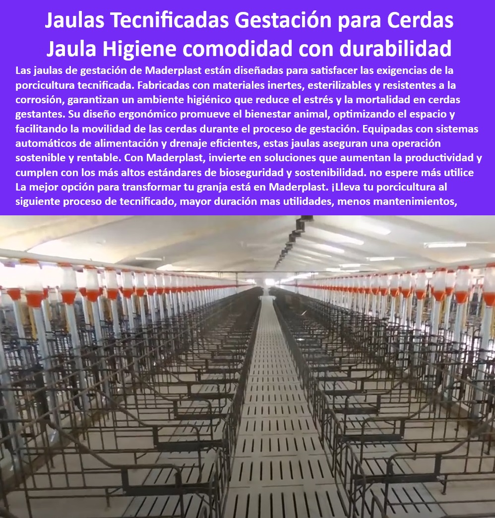 Jaulas De Inseminación Y Gestación Porcina Corral Maternidad Cerdas Maderplast Guía básica para sistemas de gestación porcinos Sistemas modulares de gestación para cerdas en confinamiento Sistemas de inseminación y gestación porcina  0 Jaulas de gestación porcina - Sistemas de maternidad para cerdos - Jaulas duraderas para maternidad - Corrales higiénicos para cerdas - Sistemas de alimentación automática - Materiales plásticos para porcicultura. - ¿Cómo mejorar el bienestar de las cerdas gestantes? - Equipos-tecnificados-para-cerdas - Corrales-para-maternidad-cerdas - Equipos para granjas modernas - Equipos tecnificados para porcicultura - Corrales especializados para inseminación - ¿Qué jaulas usar para cerdas en confinamiento? - Pisos modulares para porcicultura - Bienestar-animal-en-porcicultura - Sistemas de inseminación y gestación - ¿Cuáles son las mejores jaulas para gestación de cerdas? - Jaulas ergonómicas para gestación. - Sistemas-de-drenaje-higiénicos - Jaulas resistentes a la corrosión - Instalaciones higiénicas para cerdos - Corrales para granjas tecnificadas - Sistemas-antibacteriales-porcinos - Sistemas higiénicos para maternidad porcina, ¿cuáles son? - Jaulas tecnificadas para cerdas - Sistemas eficientes de drenaje porcino - Soluciones para el bienestar animal - Sistemas de confinamiento porcino - Jaulas antibacteriales para cerdas - Infraestructura-porcina-sostenible - Jaulas para producción porcina - Jaulas para cerraduras duraderas - Jaulas modulares para porcinos - Soluciones para bioseguridad en granjas porcinas, ¿dónde encontrar? - Infraestructura para porcicultura sostenible - Jaulas modulares para porcicultura - Jaulas sostenibles para cerdos - Pisos-plásticos-para-porcinos - Soluciones para granjas porcinas - Sistemas-tecnificados-porcinos Jaulas De Inseminación Y Gestación Porcina Corral Maternidad Cerdas Maderplast - Guía básica para sistemas de gestación porcinos - Sistemas modulares de gestación para cerdas en confinamiento - Sistemas de inseminación y gestación porcina -