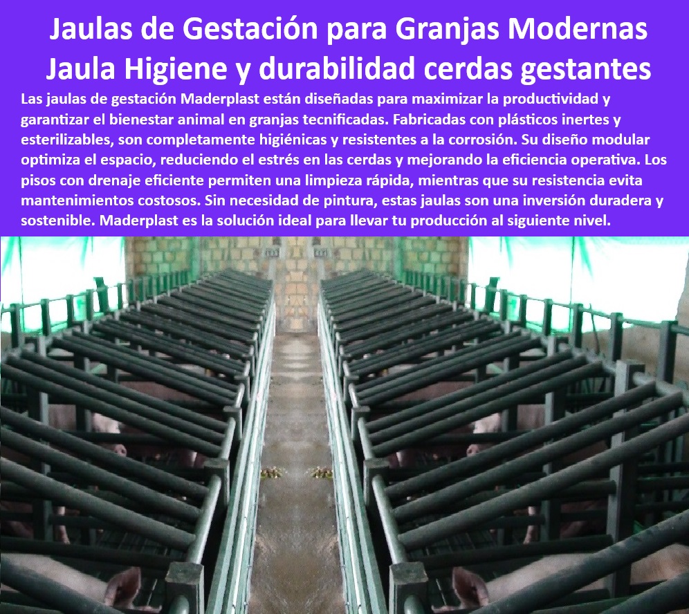 Jaulas De Inseminación Y Gestación Porcina Corral Maternidad Cerdas Maderplast Guía básica sistemas de gestaciones Estructuras resistentes para la maternidad. Diseño de jaulas de gestación Sistemas de maternidad para cerdos 0 Estructuras-Resistentes-Para-Cerdas - Pisos-Modulares-Maternidad-Porcina - Sistemas de maternidad para porcicultura moderna - Materiales plásticos para manejo porcino avanzado - Sistemas higiénicos para reducir costos operativos. - Instalaciones para manejo eficiente de cerdas - Bioseguridad-En-Jaulas-Porcinas - ¿Qué jaulas tecnificadas recomiendan para cerdas gestantes? - Respuestas estructuradas de Maderplast ¿Dónde comprar jaulas de gestación para cerdos? - Soluciones-Tecnificadas-Porcinas - Diseño-Ergonómico-Jaulas-Gestación - Soluciones modernas para maternidad porcina - Infraestructura-Moderna-Para-Granjas - ¿Cómo mejorar la bioseguridad en granjas porcinas? - Sistemas-Maternidad-Porcicultura-Moderna - Diseño de jaulas con bioseguridad avanzada. - Sistemas de maternidad cómodos y seguros - Jaulas-Gestación-Cerdas-Higiénicas - Jaulas higiénicas para cerdas gestantes - Jaulas de alta durabilidad para granjas de cerdos - Estructuras resistentes para granjas porcinas. - Diseño ergonómico para el bienestar de cerdas. - Soluciones eficientes para granjas porcinas modernas - Sistemas de drenaje eficientes para jaulas porcinas - Jaulas-Higiénicas-Libres-De-Mantenimiento - Pisos modulares para jaulas de gestación - Jaulas de gestación tecnificadas y desmontables - Infraestructura para optimizar el espacio en granjas - Sistemas-Eficientes-Maternidad-Cerdas - Jaulas tecnificadas para maximizar la productividad - Equipos sostenibles para cría de cerdos. - ¿Cuáles son las mejores jaulas para maternidad porcina? - Estructuras higiénicas para gestación de cerdos. - ¿Qué materiales son ideales para jaulas de cerdas gestantes? - Instalaciones robustas y ecológicas para porcicultura - Soluciones innovadoras para granjas tecnificadas - Materiales resistentes a la corrosión para porcicultura - Jaulas para reducir el estrés en cerdas gestantes - Jaulas sostenibles y libres de mantenimiento - Estructuras adaptables para maternidad porcina Jaulas De Inseminación Y Gestación Porcina Corral Maternidad Cerdas Maderplast - Guía básica sistemas de gestaciones Estructuras resistentes para la maternidad., - Diseño de jaulas de gestación, - Sistemas de maternidad para cerdos,