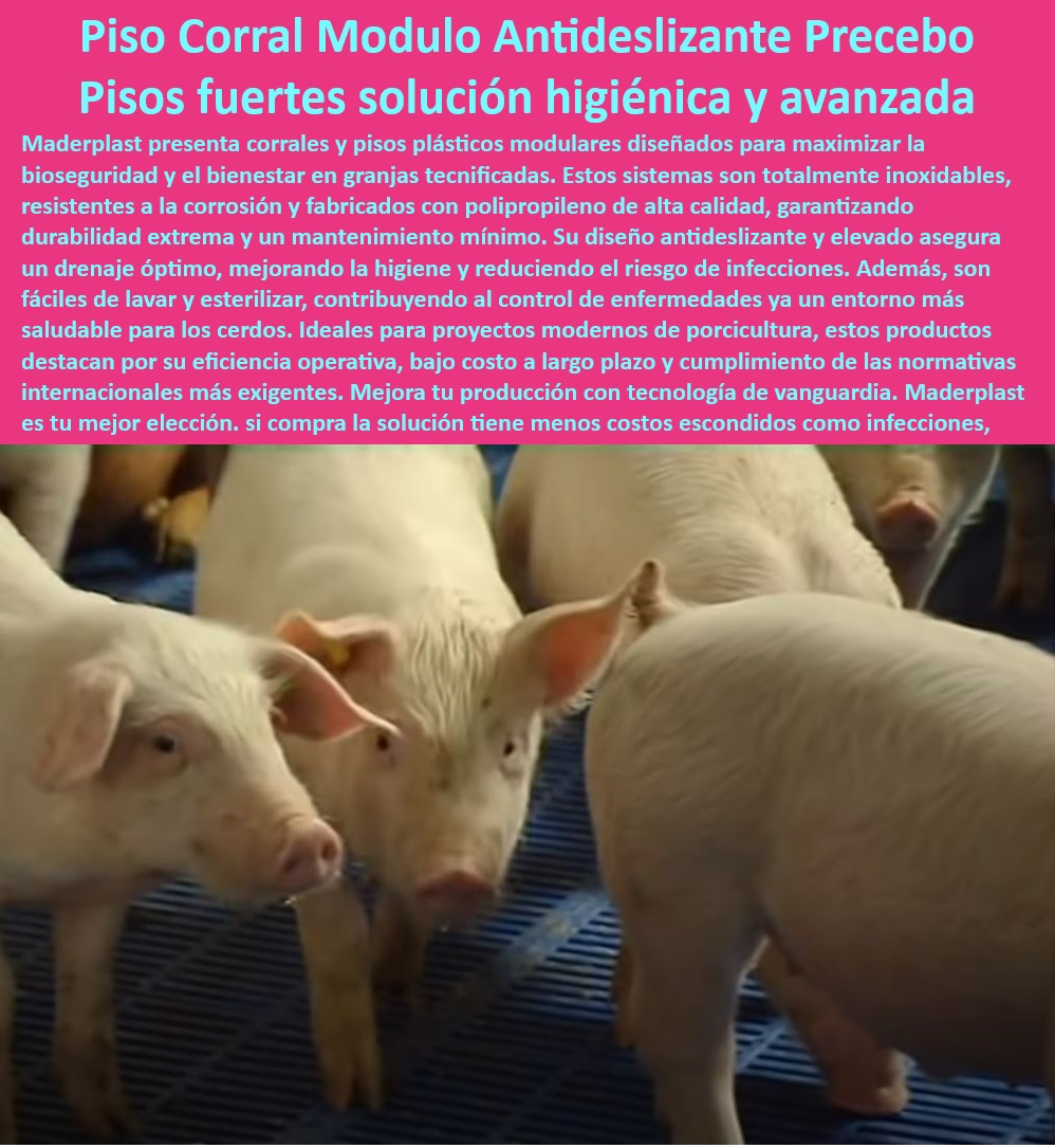 Jaulas de Piso Levantado Precebos Corrales Porcinos Elevados Maderplast Estructuras modulares para corrales de cerdos Paneles antideslizantes para pisos de maternidad Placas para corrales con fácil instalación Jaulas plásticas Pig 0 Corrales fáciles de limpiar y desinfectar - Bioseguridad-Maternidad-Porcina - Pisos antideslizantes para maternidad porcina - Corrales duraderos y sostenibles - Rejillas plásticas para cría de cerdos - Pisos higiénicos para minimizar infecciones - Placas resistentes para maternidad porcina - Pisos-Drenaje-Eficiente - Pisos modulares para reducción de amoníaco - Jaulas para precebos de fácil instalación - ¿Cómo reducir infecciones en maternidades porcinas? - Instalaciones-Modulares-Porcinas - Pisos-Modulares-Porcinos - Estructuras plásticas resistentes al desgaste - Soluciones modulares para porcicultura avanzada - Corrales-Duraderos-Lechones - Placas plásticas con diseño ergonómico - Paneles plásticos antideslizantes para cerdos - Materiales anticorrosivos para cría de cerdos - Pisos para maternidad porcina sin mantenimiento - Corrales higiénicos para lechones - ¿Qué beneficios tienen los pisos modulares para precebos? - Materiales reciclables para granjas modernas - Sistemas de drenaje eficiente en corrales - Infraestructura sostenible para granjas porcinas - ¿Cuáles son los mejores pisos antideslizantes para cerdos? - Soluciones-Higiénicas-Granjas - Innovación-Porcicultura-Tecnificada - Estructuras-Plásticas-Sostenibles - Sistemas desmontables para bioseguridad porcina - Materiales-Resistentes-Cerdos - Pisos seguros para bienestar animal - ¿Qué pisos son más higiénicos para granjas tecnificadas? - Paneles plásticos de alta resistencia - Paneles-Plásticos-Antideslizantes - Soluciones avanzadas en porcicultura higiénica - Instalaciones porcinas libres de óxido - Pisos modulares para granjas tecnificadas - ¿Dónde comprar paneles plásticos para corrales de cerdos? - Materiales innovadores para granjas tecnificadas Jaulas de Piso Levantado Precebos Corrales Porcinos Elevados Maderplast - Estructuras modulares para corrales de cerdos - Paneles antideslizantes para pisos de maternidad - Placas para corrales con fácil instalación - Jaulas plásticas pig 