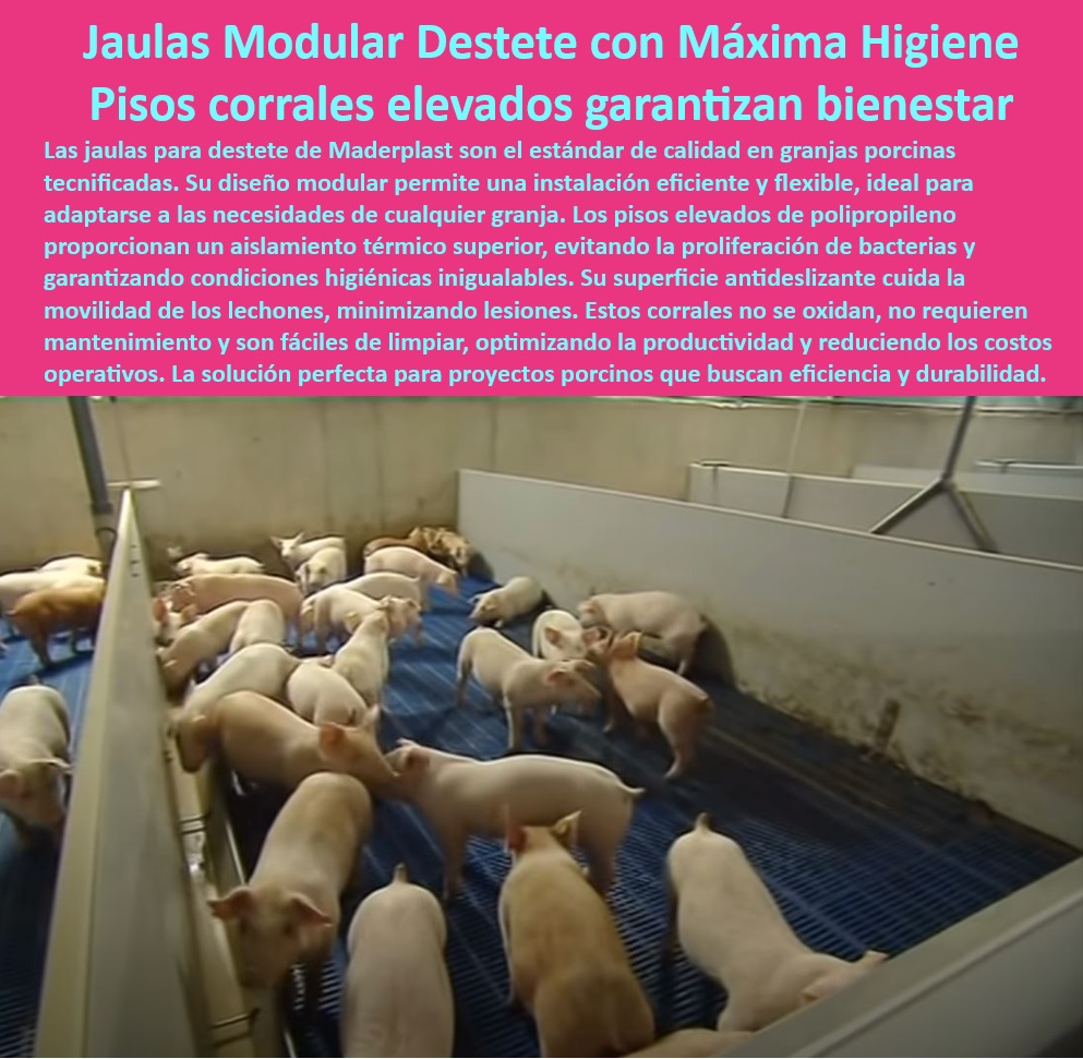 Jaulas de Piso Levantado Precebos Corrales Porcinos Elevados Maderplast Jaulas de plástico reciclable para granjas tecnificadas Sistemas de confinamiento para precebos sostenibles Pisos antideslizantes para corrales de cerdos Jaulas 0 Reducción de costos operativos porcinos - Parideras con aislamiento térmico - Parideras-Modulares-Higiénicas - Parto de cerdas eficiente - Parideras resistentes a la corrosión. - Maternidad-Porcina-Sostenible - Infraestructura-Porcina-Tecnificada - Infraestructura duradera para maternidad - Soluciones prácticas para cerdas preñadas - ¿Cómo optimizar la infraestructura de una granja porcina moderna? - Aislamiento-Térmico-En-Parideras - Parideras fáciles de limpiar - Soluciones modulares para porcicultura - ¿Dónde comprar parideras higiénicas para granjas porcinas? - Respuesta tecnificada de Maderplast ¿Qué sistema modular recomiendan para maternidad porcina? - Materiales antimicrobianos para parideras. - Parideras porcinas higiénicas - ¿Cuáles son las mejores parideras para cerdas? - Diseño modular para granjas - Diseño higiénico para el bienestar animal. - Infraestructura modular para granjas - Reducción del estrés en cerdas - Maternidad porcina sostenible - Infraestructura avanzada para parideras - Materiales higiénicos para parideras. - Materiales innovadores para granjas. - Infraestructura-Avanzada-Porcina - Parideras económicas para granjas - Bioseguridad-En-Parideras - Manejo eficiente en granjas porcinas - Sistemas de parición tecnificados - Soluciones-Duraderas-Porcinas - Parideras-Fáciles-De-Limpiar - Manejo-Eficiente-De-Cerdas - Sistemas de manejo para cerdas - Bioseguridad en maternidad porcina - ¿Qué ventajas tienen las parideras de plástico para cerdas? - Instalaciones modernas para parición - Tecnología avanzada para maternidad - Diseño modular para granjas tecnificadas. Jaulas de Piso Levantado Precebos Corrales Porcinos Elevados Maderplast - Jaulas de plástico reciclable para granjas tecnificadas - Sistemas de confinamiento para precebos sostenibles - Pisos antideslizantes para corrales de cerdos Jaulas 0